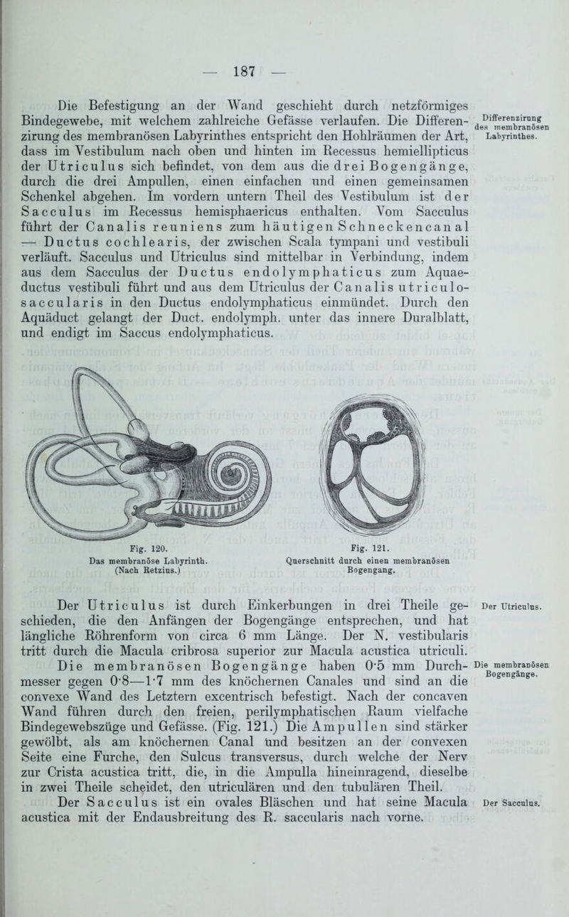 Die Befestigung an der Wand geschieht durch netzförmiges Bindegewebe, mit welchem zahlreiche Gefässe verlaufen. Die Differen- zirung des membranösen Labyrinthes entspricht den Hohlräumen der Art, dass im Vestibulum nach oben und hinten im Recessus hemiellipticus der Utriculus sich befindet, von dem aus die drei Bogengänge, durch die drei Ampullen, einen einfachen und einen gemeinsamen Schenkel abgehen. Im vordem untern Theil des Vestibulum ist der Sacculus im Recessus hemisphaericus enthalten. Vom Sacculus führt der Canalis reuniens zum häutigen Schneckencanal — Ductus cochlearis, der zwischen Scala tympani und vestibuli verläuft. Sacculus und Utriculus sind mittelbar in Verbindung, indem aus dem Sacculus der Ductus endolymphaticus zum Aquae- ductus vestibuli führt und aus dem Utriculus der Canalis utriculo- saccularis in den Ductus endolymphaticus einmündet. Durch den Aquäduct gelangt der Duct. endolymph. unter das innere Duralblatt, und endigt im Saccus endolymphaticus. Fi g. 120. Das membranöse Labyrinth. (Nach Retzius.) Fig. 121. Querschnitt durch einen membranösen Bogengang. Der Utriculus ist durch Einkerbungen in drei Theile ge- schieden, die den Anfängen der Bogengänge entsprechen, und hat längliche Röhrenform von circa 6 mm Länge. Der N. vestibularis tritt durch die Macula cribrosa superior zur Macula acustica utriculi. Die membranösen Bogengänge haben 0*5 mm Durch- messer gegen 0*8—1*7 mm des knöchernen Canales und sind an die convexe Wand des Letztem excentrisch befestigt. Nach der concaven Wand führen durch den freien, perilymphatischen Raum vielfache Bindegewebszüge und Gefässe. (Fig. 121.) Die Ampullen sind stärker gewölbt, als am knöchernen Canal und besitzen an der convexen Seite eine Furche, den Sulcus transversus, durch welche der Nerv zur Crista acustica tritt, die, in die Ampulla hineinragend, dieselbe in zwei Theile scheidet, den utriculären und den tubulären Theil. Der Sacculus ist ein ovales Bläschen und hat seine Macula acustica mit der Endausbreitung des R. saccularis nach vorne. Differenzirung des membranösen Labyrinthes. Der Utriculus. Die membranösen Bogengänge. Der Sacculus.