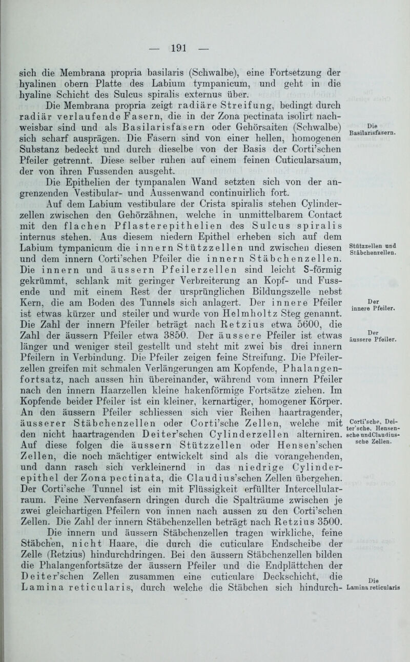 sich die Membrana propria basilaris (Schwalbe), eine Fortsetzung der hyalinen obern Platte des Labium tympanicum, und geht in die hyaline Schicht des Sulcus spiralis externus über. Die Membrana propria zeigt radiäre Streifung, bedingt durch radiär verlaufende Fasern, die in der Zona pectinata isolirt nach- weisbar sind und als Basilarisfasern oder Gehörsaiten (Schwalbe) sich scharf ausprägen. Die Fasern sind von einer hellen, homogenen Substanz bedeckt und durch dieselbe von der Basis der Corti’schen Pfeiler getrennt. Diese selber ruhen auf einem feinen Cuticularsaum, der von ihren Fussen den ausgeht. Die Epithelien der tympanalen Wand setzten sich von der an- grenzenden Vestibulär- und Aussen wand continuirlich fort. Auf dem Labium vestibuläre der Crista spiralis stehen Cylinder- zellen zwischen den Gehörzähnen, welche in unmittelbarem Contact mit den flachen Pflasterepithelien des Sulcus spiralis internus stehen. Aus diesem niedern Epithel erheben sich auf dem Labium tympanicum die innern Stützzellen und zwischen diesen und dem innern Corti’schen Pfeiler die innern Stäbchenzellen. Die innern und äussern Pfeilerzellen sind leicht S-förmig gekrümmt, schlank mit geringer Verbreiterung an Kopf- und Fuss- ende und mit einem Rest der ursprünglichen Bildungszelle nebst Kern, die am Boden des Tunnels sich anlagert. Der innere Pfeiler ist etwas kürzer und steiler und wurde von Helmholtz Steg genannt. Die Zahl der innern Pfeiler beträgt nach Retzius etwa 5600, die Zahl der äussern Pfeiler etwa 3850. Der äussere Pfeiler ist etwas länger und weniger steil gestellt und steht mit zwei bis drei innern Pfeilern in Verbindung. Die Pfeiler zeigen feine Streifung. Die Pfeiler- zellen greifen mit schmalen Verlängerungen am Kopfende, Phalangen- fortsatz, nach aussen hin übereinander, während vom innern Pfeiler nach den innern Haarzellen kleine hakenförmige Fortsätze ziehen. Im Kopfende beider Pfeiler ist ein kleiner, kernartiger, homogener Körper. An den äussern Pfeiler sch Hessen sich vier Reihen haartragender, äusserer Stäbchenzellen oder Corti’sche Zellen, welche mit den nicht haartragenden Deiter’schen Cylinderzellen alterniren. Auf diese folgen die äussern Stützzellen oder Hensen’schen Zellen, die noch mächtiger entwickelt sind als die vorangehenden, und dann rasch sich verkleinernd in das niedrige Cylinder- epithel der Zona pectinata, die CI au dius’schen Zellen übergehen. Der Corti’sche Tunnel ist ein mit Flüssigkeit erfüllter Intercellular- raum. Feine Nervenfasern dringen durch die Spalträume zwischen je zwei gleichartigen Pfeilern von innen nach aussen zu den Corti’schen Zellen. Die Zahl der innern Stäbchenzellen beträgt nach Retzius 3500. Die innern und äussern Stäbchenzellen tragen wirkliche, feine Stäbchen, nicht Haare, die durch die cuticulare Endscheibe der Zelle (Retzius) hindurchdringen. Bei den äussern Stäbchenzellen bilden die Phalangenfortsätze der äussern Pfeiler und die Endplättchen der Deiter’schen Zellen zusammen eine cuticulare Deckschicht, die Lamina reticularis, durch welche die Stäbchen sich hindurch- Die Basilarisfasern. Stützzellen und Stäbchenzellen. Der innere Pfeiler. Der äussere Pfeiler. Corti’sche, Dei- ter’sche, Hensen« scheundClaudius* sehe Zellen. Die Lamina reticularis