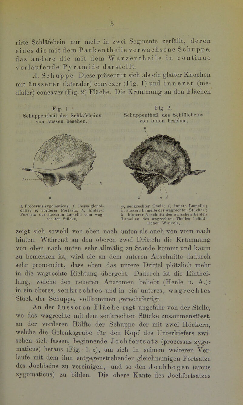rirte Schläfebein nur mehr in zwei Segmente zerfällt, deren eines die mit dem Paukent,li ei 1 e verwachsene Schu ppe, das andere die mit dem Warzentheile in continuo verlaufende Pyramide darstellt. A. Sch u p p e. Diese präsentirt sich als ein glatter Knochen mit äusserer (lateraler) convexer (Fig. 1) und innerer (me- dialer) concaver (Fig. 2) Fläche. Die Krümmung an den Flächen Fig. ]. Schuppentheil des Schläfebeins von aussen besehen. h Fig. 2. Schuppentheil des Schläfebeins von innen besehen. z, Processus zygomaticus ; /, Fossa glenoi- dalis; v, vorderer Fortsatz, A, hinterer Fortsatz der äusseren Lamelle vom wag- recliten Stücke. p, senkrechter Theii; t, innere Lamelle; u. äussere Lamelle des wagrechten Stückes ; h, hinterer Abschnitt des zwischen beiden Lamellen des wagrechteu Theiles befind- lichen Winkels. zeigt sich sowohl von oben nach unten als auch von vorn nach hinten. Während an den oberen zwei Dritteln die Krümmung von oben nach unten sehr allmälig zu Stande kommt und kaum zu bemerken ist, wird sie an dem unteren Abschnitte dadurch sehr prononcirt, dass eben das untere Drittel plötzlich mehr in die wagrechte Richtung übergeht. Dadurch ist die Einthei- lung, welche den neueren Anatomen beliebt (Henle u. A.): in ein oberes, senkrechtes und in ein unteres, wag rechtes Stück der Schuppe, vollkommen gerechtfertigt. An der äusseren Fläche ragt ungefähr von der Stelle, wo das wagrechte mit dem senkrechten Stücke zusammenstösst, an der vorderen Hälfte der Schuppe der mit zwei Höckern, welche die Gelenksgrube für den Kopf des Unterkiefers zwi- schen sich fassen, beginnende Jochfortsatz (processus zygo- maticus) heraus (Fig. 1. z), um sich in seinem weiteren Ver- laufe mit dem ihm entgegenstrebenden gleichnamigen Fortsatze des Jochbeins zu vereinigen, und so den Joch bogen (arcus zygomaticus) zu bilden. Die obere Kante des Jochfortsatzes
