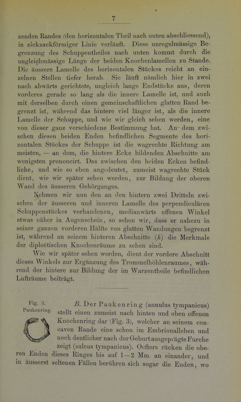 zenden Randes fden horizontalen Theil nach unten abschliessend), in zickzackförmiger Linie verläuft. Diese unregelmässige Be- grenzung des Schuppentheiles nach unten kommt durch die ungleichmässige Länge der beiden Knochenlamellen zu Stande. Die äussere Lamelle des horizontalen Stückes reicht an ein- zelnen Stellen tiefer herab. Sie läuft nämlich hier in zwei nach abwärts gerichtete, ungleich lange Endstücke aus, deren vorderes gerade so lang als die innere Lamelle ist, und auch mit derselben durch einen gemeinschaftlichen glatten Rand be- grenzt ist, während das hintere viel länger ist, als die innere Lamelle der Schuppe, und wie wir gleich sehen werden, eine von dieser ganz verschiedene Bestimmung hat. An dem zwi- schen diesen beiden Enden befindlichen Segmente des hori- zontalen Stückes der Schuppe ist die wagrechte Richtung am meisten, — an dem, die hintere Ecke bildenden Abschnitte am wenigsten prononcirt. Das zwischen den beiden Ecken befind- liche, und wie so eben angedeutet, zumeist wagrechte Stück dient, wie wir später sehen werden, zur Bildung der oberen Wand des äusseren Gehörganges. Kehmen wir nun den an den hintern zwei Dritteln zwi- schen der äusseren und inneren Lamelle des perpendiculären Schuppenstückes vorhandenen, medianwärts offenen Winkel etwas näher in Augenschein, so sehen wir, dass er nahezu in seiner ganzen vorderen Hälfte von glatten Wandungen begrenzt ist, während an seinem hinteren Abschnitte (h) die Merkmale der diploetischen Knochenräume zu sehen sind. Wie wir später sehen Averden, dient der vordere Abschnitt dieses Winkels zur Ergänzung des Trommelhöhlenraumes, wäh- rend der hintere zur Bildung der im Warzentheile befindlichen Lufträume beiträgt. Fl£- 3; Ä Der Paukenring (annulus tympanicus) Pa.ukenririg. einen zumeist nach hinten und oben offenen O Knochenring dar (Fig. 3), welcher an seinem con- caven Rande eine schon im Embrionalleben und noch deutlicher nach der Geburt ausgeprägte Furche zeigt (sulcus tympanicus). Oefters rücken die obe- ren Enden dieses Ringes bis auf 1 — 2 Mm. an einander, und in äusserst seltenen Fällen berühren sich sogar die Enden, avo