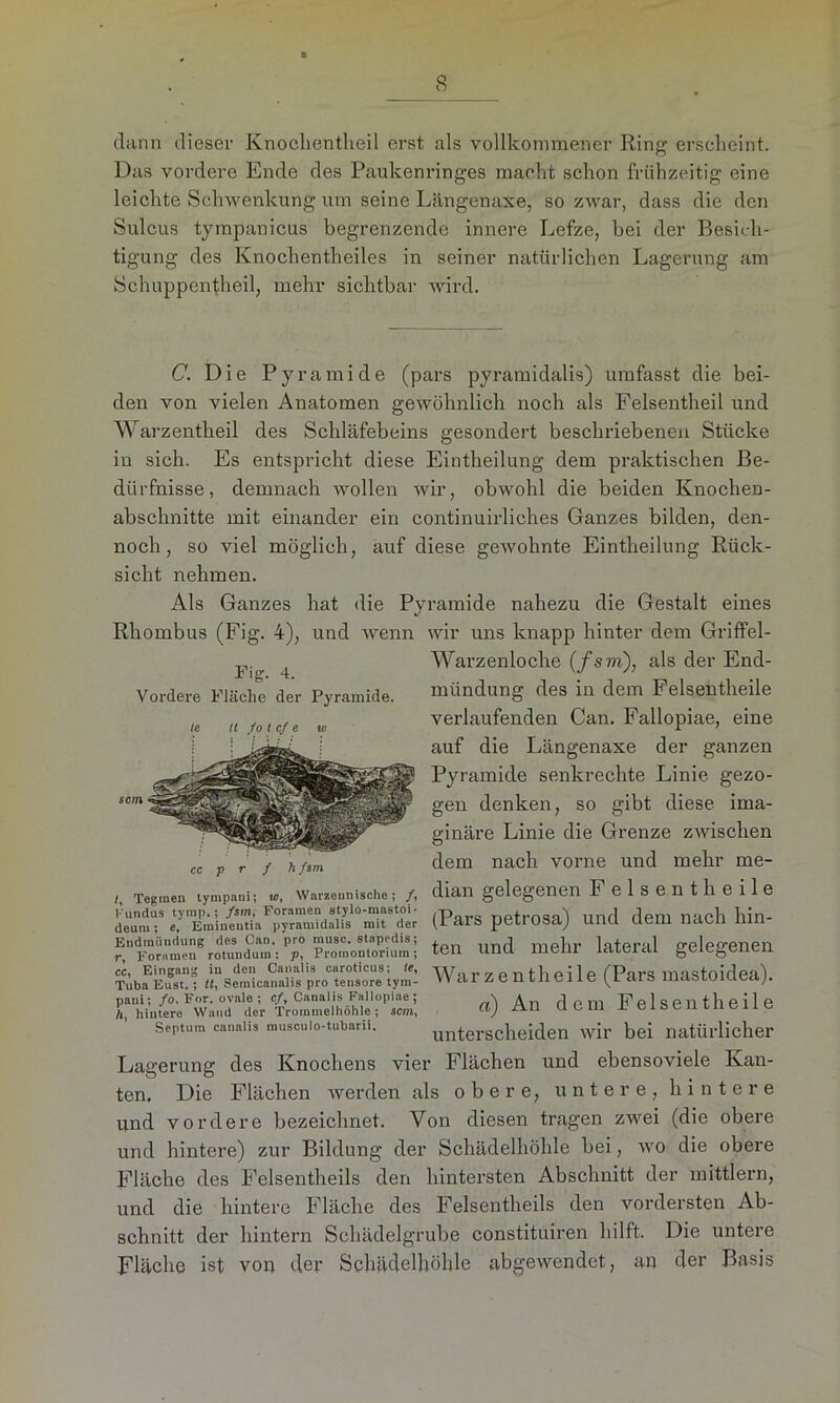 dann dieser Knoclientheil erst als vollkommener Ring erscheint. Das vordere Ende des Paukenringes macht schon frühzeitig eine leichte Schwenkung um seine Längenaxe, so zwar, dass die den Sulcus tympanicus begrenzende innere Lefze, bei der Besich- tigung des Knochentheiles in seiner natürlichen Lagerung am Schuppentheil, mehr sichtbar wird. C. Die Pyramide (pars pyramidalis) umfasst die bei- den von vielen Anatomen gewöhnlich noch als Felsentheil und Warzentheil des Schläfebeins gesondert beschriebenen Stücke in sich. Es entspricht diese Eintheilung dem praktischen Be- dürfnisse, demnach wollen wir, obwohl die beiden Knochen- abschnitte mit einander ein continuirliches Ganzes bilden, den- noch, so viel möglich, auf diese gewohnte Eintheilung Rück- sicht nehmen. Als Ganzes hat die Pyramide nahezu die Gestalt eines Rhombus (Fig. 4), und wenn wir uns knapp hinter dem Griffel- Fi Warzenloche (fsm), als der End- Vordere Fläche der Pyramide. mündung des in dem Eelsentheile verlaufenden Can. Fallopiae, eine auf die Längenaxe der ganzen Pyramide senkrechte Linie gezo- gen denken, so gibt diese ima- ginäre Linie die Grenze zwischen dem nach vorne und mehr me- dian gelegenen F elsent heile (Pars petrosa) und dem nach hin- ten und mehr lateral gelegenen War z e nthei 1 e (Pars mastoidea). a) An dem Eelsentheile unterscheiden wir bei natürlicher sein cc p r f hfsm /, Tegmen tympani; w, Warzennische; /, Fundus tymp.; fsm, Foramen stylo-mastoi • deum; e, Emineutia pyramidalis mit der Endmiindung des Can. pro musc. stapedis; r, Foramen rotundum: j>, Promontorium; cc, Eingang in den Canaiis caroticus; le, Tuba Eust.; tt, Semicanalis pro teusore tym- pani; fo, For. ovale; cf, Canaiis Fallopiae; h, hintere Wand der Trommelhöhle; sem, Septum canaiis musculo-tubarii. Lagerung des Knochens vier Flächen und ebensoviele Kan- ten, Die Flächen werden als obere, untere, hintere und vordere bezeichnet. Von diesen tragen zwei (die obere und hintere) zur Bildung der Schädelhöhle bei, wo die obere Fläche des Felsentheils den hintersten Abschnitt der mittlern, und die hintere Fläche des Felsentheils den vordersten Ab- schnitt der hintern Schädelgrube constituiren hilft. Die untere Fläche ist von der Schädelhöhle abgewendet, an der Basis