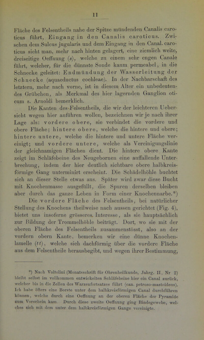 Fläche des Felsentheils nahe der Spitze mündenden Canalis caro- ticus führt, Eingang in den Canalis caroticus. Zwi- schen dem Sulcus jugularis und dem Eingang in den Canal, caro- ticus sieht man, mehr nach hinten gelagert, eine ziemlich weite, dreiseitige Oeffnung (s), welche zu einem sehr engen Canale fuhrt, welcher, für die dünnste Sonde kaum permeabel, in die Schnecke geleitet: Endmündung der Wasserleitung der Schnecke (aquaeductus cochleae). In der Nachbarschaft des letztem, mehr nach vorne, ist in diesem Alter ein unbedeuten- des Grübchen, als Merkmal des hier lagernden Ganglion oti- cum s. Arnoldi bemerklich. Die Kanten des'Felsentheils, die wir der leichteren Ueber- sieht wegen hier anführen wollen, bezeichnen wir je nach ihrer Lage als: vordere obere, sie verbindet die vordere und obere Fläche; hintere obere, welche die hintere und obere; hintere untere, welche die hintere und untere Fläche ver- einigt; und vordere untere, welche als Vereinigungslinie der gleichnamigen Flächen dient. Die hintere obere Kante zeigt im Schläfebeine des Neugebornen eine auffallende Unter- brechung, indem der hier deutlich sichtbare obere halbkreis- förmige Gang unterminirt erscheint. Die Schädelhöhle buchtet sich an dieser Stelle etwas aus. Später wird zwar diese Bucht mit Knochenmasse ausgefüllt, die Spuren derselben bleiben aber durch das ganze Leben in Form einer Knochennarbe.*) Die vordere Fläche des Felsentheils, bei natürlicher Stellung des Knochens theilweise nach aussen gerichtet (Fig. 4), bietet uns insoferne grösseres,. Interesse, als sie hauptsächlich zur Bildung der Trommelhöhle beiträgt. Dort, wo sie mit der oberen Fläche des Felsentheils zusammenstösst, also an der vordem obern Kante, bemerken wir eine dünne Knochen- lamelle (<<), welche sich dachförmig über die vordere Fläche aus dem Felsentheile herausbegibt, und wegen ihrer Bestimmung, *) Nach Voltolini (Monatsschrift für Ohrenheilkunde, Jahrg. II, Nr 2) bleibt selbst im vollkommen entwickelten Schläfebeine hier ein Canal zurück, welcher bis in die Zellen des Warzenfortsatzes führt (can. petroso-mastoideus). Ich habe öfters eine Borste unter dem halbkreisförmigen Canal durchführen können, welche durch eine Oeffnung an der oberen Fläche der Pyramide zum Vorschein kam. Durch diese zweite Oeffnung ging Bindegewebe, wel- ches sich mit dem unter dem halbkreisförmigen Gange vereinigte.