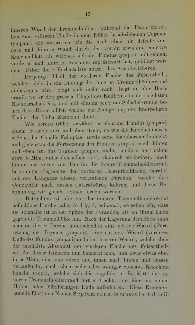inneren Wand der Trommelhöhle, während das Dach dersel- ben zum grössten Theile in dem früher beschriebenen Tegmcn tympani, die untere so wie die nach oben hin defecte vor- dere und hintere Wand durch das vorhin erwähnte concave Knochenblatt, als welches sich der Fundus tympani mit seinem vorderen und hinteren Ausläufer repräsentirt hat, gebildet wer- den. Ueber diese Verhältnisse später des Ausführlicheren. Derjenige Theil der vorderen Fläche des Felsentheils, welcher nicht in die Bildung der inneren Trommelhöhlenwand einbezogen wird, zeigt sich mehr rauh, liegt an der Basis cranii, wo er den grossen Flügel des Keilbeins in der nächsten Nachbarschaft hat, und mit diesem jene am Schädelgrunde be- merkbare Rinne bildet, welche zur Anlagerung des knorpeligen Theiles der Tuba Eustachii dient. Wie bereits früher erwähnt, erreicht der Fundus tympani, indem er nach vorn und oben strebt, so wie die Knochenmasse, welche den Canalis Fallopiae, sowie seine Nachbarcanäle deckt, und gleichsam die Fortsetzung des Fundus tympani nach hinten und oben ist, das Tegmen tympani nicht, sondern hört schon etwa 5 Mim. unter demselben auf, dadurch erscheinen, nach hinten und vorne von dem für die innere Trommelhöhlenwand bestimmten Segmente der vorderen Felsentheilfläche, parallel mit der Längsaxe dieser, verlaufende Furchen, welche ihre Concavität nach aussen (lateralwärts) kehren, und deren Be- stimmung wir gleich kennen lernen werden. Betrachten wir die vor der inneren Trommelhöhlenwand befindliche Furche näher (s. Fig. 4, bei scm), so sehen wir, dass sie schmäler ist an der Spitze der Pyramide, als an ihrem Ende gegen die Trommelhöhle hin. Nach der Lagerung derselben kann man an dieser Furche unterscheiden eine obere Wand (Fort- setzung des Tegmen tympani), eine untere Wand (vorderes Ende des Fundus tympani) und eine innere Wa n d, welche eben der medialste Abschnitt der vorderen Fläche des Felsentheils ist. An dieser letzteren nun bemerkt man, und zwar etwas ober ihrer Mitte, eine von vorne und innen nach hinten und außsen verlaufende, nach oben mehr oder weniger concave Knochen- lamelle (scm), welche sich bis ungefähr in die Mitte der in- nei’en Trommelhöhlenwand fort erstreckt, um hier mit einem Haken oder löffelförmigen Ende aufzuhören. Diese Knochen- lamelle führt den Namen Septum canalis m uscu 1 o -tubarii,
