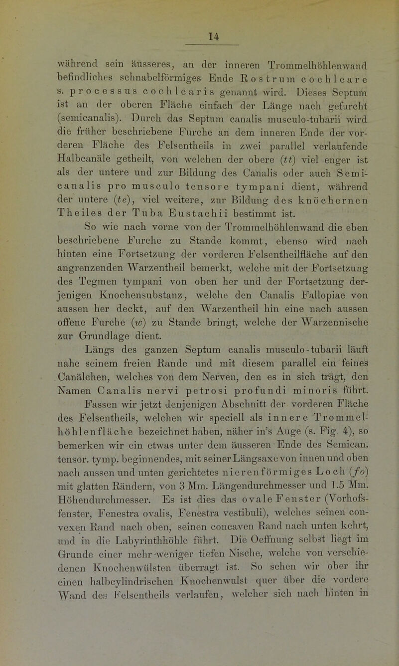 während sein äusseres, an der inneren Trömmelhöhlenwand befindliches schnabelförmiges Ende Rostrum cochlea re s. processus cochlearis genannt wird. Dieses Septum ist an der oberen Fläche einfach der Länge nach gefurcht (semicanalis). Durch das Septum canalis musculo-tubarii wird die früher beschriebene Furche an dem inneren Ende der vor- deren Fläche des Felsentheils in zwei parallel verlaufende Halbcanäle getheilt, von welchen der obere (tt) viel enger ist als der untere und zur Bildung des Canalis oder auch Semi- canalis pro musculo tensore tympani dient, während der untere (te), viel weitere, zur Bildung des knöchernen Th eiles der Tuba Eustachii bestimmt ist. So wie nach vorne von der Trommelhöhlenwand die eben beschriebene Furche zu Stande kommt, ebenso wird nach hinten eine Fortsetzung der vorderen Felsentheilfläche auf den angrenzenden Warzentheil bemerkt, welche mit der Fortsetzung des Tegmen tympani von oben her und der Fortsetzung der- jenigen Knochensubstanz, welche den Canalis Fallopiae von aussen her deckt, auf den Warzentheil hin eine nach aussen offene Furche (w) zu Stande bringt, welche der Warzennische zur Grundlage dient. Längs des ganzen Septum canalis musculo-tubarii läuft nahe seinem freien Rande und mit diesem parallel ein feines Canälchen, welches von dem Nerven, den es in sich trägt, den Namen Canalis nervi petrosi profundi minoris führt. Fassen wir jetzt denjenigen Abschnitt der vorderen Fläche des Felsentheils, welchen wir speciell als innere Trommel- höhlenfläche bezeichnet haben, näher in’s Auge (s. Fig. 4), so bemerken wir ein etwas unter dem äusseren Ende des Semican. tensor. tymp. beginnendes, mit seiner Längsaxe von innen und oben nach aussen und unten gerichtetes nierenförmiges Loch (fo) mit glatten Rändern, von 3 Mm. Längendurchmesser und 1.5 Mm. Höhendurchmesser. Es ist dies das ovale Fenster (Vorhofs- fenster, Fenestra ovalis, Fenestra vestibuli), welches seinen con- vexen Rand nach oben, seinen concaven Rand nach unten kehrt, und in die Labyrinthhöhle führt. Die Oeffnung selbst liegt im Grunde einer mehr-weniger tiefen Nische, welche von verschie- denen Knochenwülsten überragt ist. So sehen wir ober ihr einen halbcylindrischen Knochenwulst quer über die vordere Wand des Felsentheils verlaufen, Avelcher sich nach hinten in