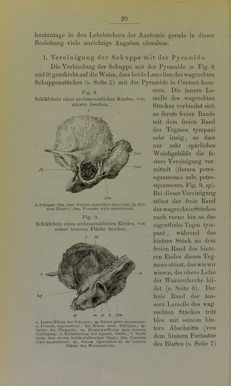 heutzutage in den Lehrbüchern der Anatomie gerade in dieser Beziehung viele unrichtige Angaben obwalten. Fig. 8- Schläfebein eines sechsmonatlichen Kindes, von aussen besehen. 1. Vereinigung der Schuppe mit der Pyramide. Die Verbindung der Schuppe mit der Pyramide (s. Fig. 8 und 9) geschieht auf die Weise, dass beideLamellen des wagrechten Schuppenstückes (s. Seite 5) mit der Pyramide in Contact kom- men. Die innere La- melle des wagrechten Stückes verbindet sich an ihrem freien Rande mit dem freien Rand des Tegmen tympani sehr innig, so dass nur sehr spärliches Weichgebilde die fe- stere Vereinigung ver- mittelt (fissura petro- squamosas. sulc. petro- squamosus, Fig. 9, sp). Bei dieser Vereinigung stösst der freie Rand des wagrechtenStückes nach vorne hin an das eigentliche Tegm. tym- pani , während das hintere Stück an dem freien Rand des hinte- ren Endes dieses Teg- mens stösst, das wie wir wissen, die obere Lefze der Warzenfurche bil- det (s. Seite 8). Der freie Rand der äus- sern Lamelle des wag rechten Stückes tritt blos mit seinem hin- tern Abschnitte (von dem hintern Fortsatze des Blattes (s. Seite 7) /sin $, Schuppe;/ms,/ms', Fissura mastoideo-squamosa; fg, Fis- sura Glaseri; fsm, Forauien stylo-mastoideum. Fig. 9. Schläfebein eines sechsmonatlichen Kindes, von seiner inneren Fläche besehen. ä sp sp vi a b fsm s. Innere Fläche der Schuppe; sp, Sulcus petro-squamosus; z, Process. zygoniaticus ; hef, Hiatus canal. Fallopiae; sp, Spitze der Pyramide; rn, Eingangsöffnung zum inneren Gehörgang; et, Endmiindung des Aquaod. vestib.; b Bucht unter dem oberen halbkreisförmigen Gang; fsm, Fornmcu stylo-mastoideum; ss, Sulcus siguioideus an der inneren Fiäclto des Warzentheiles.