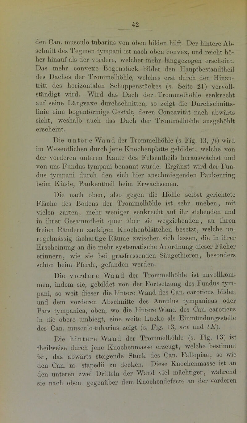 den Can. musculo-tubarius von oben bilden hilft. Der hintere Ab- schnitt des Tegmen tympani ist nach oben convex, und reicht hö- her hinauf als der vordere, welcher mehr langgezogen erscheint. Das mehr convexe Bogenstück bildet den Hauptbestandteil des Daches der Trommelhöhle, welches erst durch den Hinzu- tritt des horizontalen Schuppenstückes (s. Seite 21) vervoll- ständigt wird. Wird das Dach der Trommelhöhle senkrecht auf seine Längsaxe durchschnitten, so zeigt die Durchschnitts- linie eine bogenförmige Gestalt, deren Concavität nach abwärts sieht, weshalb auch das Dach der Trommelhöhle ausgehöhlt erscheint. Die untere Wand der Trommelhöhle (s. Fig. 13, ft) wird im Wesentlichen durch jene Knochenplatte gebildet, welche von der vorderen unteren Kante des Felsentheils herauswächst und von uns Fundus tympani benannt wurde. Ergänzt wird der Fun- dus tympani durch den sich hier anschmiegenden Paukenring beim Kinde, Paukentheil beim Erwachsenen. Die nach oben, also gegen die Höhle selbst gerichtete Fläche des Bodens der Trommelhöhle ist sehr uneben, mit vielen zarten, mehr weniger senkrecht auf ihr stehenden und in ihrer Gesammtheit quer über sie wegziehenden, an ihren freien Rändern zackigen Knochenblättchen besetzt, welche un- regelmässig fachartige Räume zwischen sich lassen, die in ihrer Erscheinung an die mehr systematische Anordnung dieser Fächer erinnern, wie sie bei grasfressenden Säugethieren, besonders schön beim Pferde, gefunden werden. Die vordere Wand der Trommelhöhle ist unvollkom- men, indem sie, gebildet von der Fortsetzung des Fundus tym- pani, so weit dieser die hintere Wand des Can. caroticus bildet, und dem vorderen Abschnitte des Annulus tympanicus oder Pars tympanica, oben, wo die hintere Wand des Can. caroticus in die obere umbiegt, eine weite Lücke als Einmündungsstelle des Can. musculo-tubarius zeigt (s. Fig. 13, sct und th). Die hintere Wand der Trommelhöhle (s. big. 13) ist theilweise durch jene Knochenmasse erzeugt, welche bestimmt ist, das abwärts steigende Stück des Can. Fallopiae, so wie den Can. m. stapedii zu decken. Diese Knochenmasse ist an den unteren zwei Dritteln der Wand viel mächtiger, während sie nach oben, gegenüber dem Knochendetectc an der vorderen