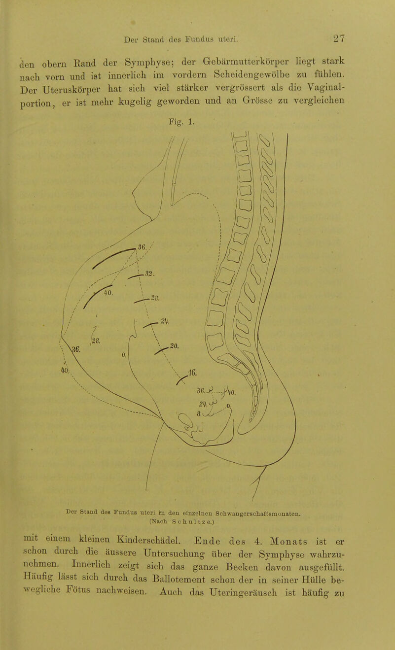 den obern Rand der Symphyse; der Gebärmutterkörper liegt stark nach vorn und ist innerlich im vordem Scheidengewölbe zu fühlen. Der Uteruskörper hat sich viel stärker vergrössert als die Vaginal- portion, er ist mehr kugelig geworden und an Grösse zu vergleichen Fig. 1. Der Stand des Fundus uteri im den einzelnen Scbwangerschaftsmonaten. (Nach Schultze.) mit einem kleinen Kinderschädel. Ende des 4. Monats ist er schon durch die äussere Untersuchung über der Symphyse wahrzu- nehmen. Innerlich zeigt sich das ganze Becken davon ausgefüllt. Häufig lässt sich durch das Ballotement schon der in seiner Hülle be- wegliche Fötus nachweisen. Auch das Uteringeräusch ist häufig zu