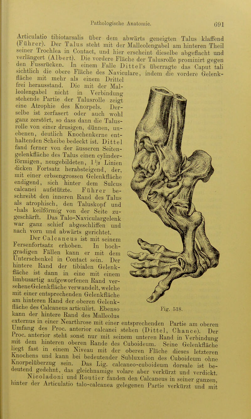 Articulatio tibiotarsalis über dem abwärts geneigten Talus klaffend (Führer). Der Talus steht mit der Malleolengabel am hinteren Theil seiner Trochlea in Contact, und hier erscheint dieselbe abgeflacht und verlängert (Albert). Die vordere Fläche der Talusrolle prominirt gegen den iussrücken. In einem Falle Dittel's überragte das Caput taH sichtüch die obere Fläche des Naviculare, indem die vordere Gelenk- üache mit mehr als einem Drittel frei herausstand. Die mit der Mal- leolengabel nicht in Verbindung stehende Partie der Talusrolle zeigt eine Atrophie des Knorpels. Der- selbe ist zerfasert oder auch wohl ganz zerstört, so dass dann die Talus- rolle von einer drusigen, dünnen, un- ebenen, deutlich Knochenkerne ent- haltenden Scheibe bedeckt ist. Dittel fand ferner von der äusseren Seiten- gelenkfläche des Talus einen cylinder- förmigen, neugebildeten, P/s Linien dicken Fortsatz herabsteigend, der, mit einer erbsengrossen Gelenkfläche endigend, sich hinter dem Sulcus calcanei aufstützte. Führer be- schreibt den inneren Rand des Talus als atrophisch, den Taluskopf und -hals keilförmig von der Seite zu- geschärft. Das Talo-Naviculargelenk war ganz schief abgeschliffen und nach vorn und abwärts gerichtet. Der Calcaneus ist mit seinem Fersenfortsatz erhoben. In hoch- gradigen Fällen kann er mit dem Unterschenkel in Contact sein. Der hintere _ Rand der tibialen Gelenk- fläche ist dann in eine mit einem limbusartig aufgeworfenen Rand ver- sehene Gelenkfläche verwandelt, welche mit einer entsprechenden Gelenkfläche am hinteren Rand der oberen Gelenk- fläche des Calcaneus articulirt. Ebenso kann der hintere Rand des Malleolus extemus in einer Nearthrose mit einer entsprechenden Partie am oberen Umfang des Proc. anterior calcanei stehen (Dittel, Chance) Der Froc. anterior steht sonst nur mit seinem unteren Rand in Verbindung mit dem hmteren oberen Rande des Cuboideum. Seine Gelenkfläche liegt fast in einem Niveau mit der oberen Fläche dieses letzteren Knochens und kann bei bedeutender Subluxation des Cuboideum ohne Knorpelüberzug sein. Das Lig. calcaneo-cuboideum dorsale ist be- deutend gedehnt, das gleichnamige volare aber verkürzt und verdickt Nicoladoni und Routier fanden den Calcaneus in seiner ganzen' hmter der Articulatio talo-calcanea gelegenen Partie verkürzt und mit Fig. 518.