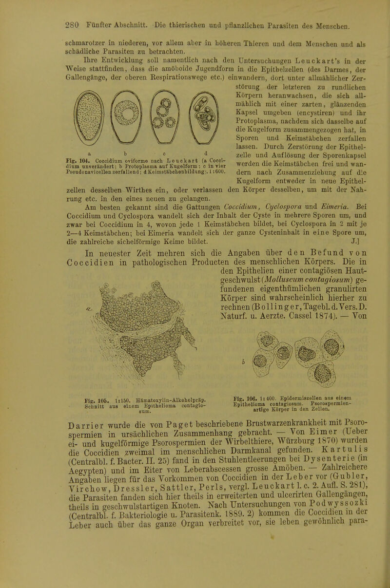 a b c d Fig. 104. Coooidium oviforme nach Lenckart (a Cocci- dium ünverändert; b Protoplasma auf Kugelform ; c in vier Pseudonavicellenzerfallend; dKeimstäbclienbildung,'. l:6ÜO. Schmarotzer in niederen, vor allem aber in höheren Thieren und dem Menschen und als schädliche Parasiten zu betrachten. Ihre Entwicklung soll namentlich nach den Untersuchungen Leuckart's in der Weise stattfinden, dass die amöboide Jugendform in die Epithel;«ellen (des Darmes, der Gallengänge, der oberen Respirationswege etc.) einwandern, dort unter allmählicher Zer- störung der letzteren zu rundlichen Körpern heranwachsen, die sich all- mählich mit einer zarten, glänzenden Kapsel umgeben (encystiren) und ihr Protoplasma, nachdem sich dasselbe auf die Kugelform zusammengezogen hat, in Sporen und Keimstäbchen zerfallen lassen. Durch Zerstörung der Epithel- zelle und Auflösung der Sporenkapsel werden die Keimstäbchen frei und wan- dern nach Zusammenziehung auf die Kugelform entweder in neue Epithel- zellen desselben Wirthes ein, oder verlassen den Körper desselben, um mit der Nah- rung etc. in den eines neuen zu gelangen. Am besten gekannt sind die Gattungen Coccidium, Cyclospora und Eimeria. Bei Coccidium und Cyclospora wandelt sich der Inhalt der Cyste in mehrere Sporen um, und zwar bei Coccidium in 4, wovon jede 1 Keimstäbchen bildet, bei Cyclospora in 2 mit je 2—4 Keimstäbchen; bei Eimeria wandelt sich der ganze Cysteninhalt in eine Spore um, die zahlreiche sichelförmige Keime bildet. J.] In neuester Zeit mehren sich die Angaben über den Befund von Coccidien in pathologischen Producten des menschlichen Körpers. Die in den Epithelien einer contagiösen 'Rwit- geschwulst(ik/o//w,ycz/wz contagiosum) ge- fundenen eigenthümlichen granulirten Körper sind wahrscheinlich hierher zu rechnen (B o 11 i n g e r, Tagebl. d. Vers. D. Naturf. u. Aerzte. Cassel 1874}. — Yon b (I Fig. 105. 1:150. Hämatoxylin-Alkoholpräp. Schnitt ans einem Epithelioma contagio- sum. Flg. 106. 1;400. Epidermiszellen aus einem Epithelioma contagiosum. Psorospermien- artige Körper in den Zellen. Darrier wurde die von Paget beschriebene Brustwarzenkrankheit mit Psoro- spermien in ursächlichen Zusammenhang gebracht. — Von Eimer (lieber ei- und kugelförmige Psorospermien der Wirbelthiere, Würzburg 1870) wurden die Coccidien zweimal im menschlichen Darmkanal gefunden. Kar tu Iis (Centralbl. f. Bacter. II. 25) fand in den Stuhlentleerungen bei Dy senterie (m Aegypten) und im Eiter von Leberabscessen grosse Amöben. — Zalüreichere Angaben liegen für das Vorkommen von Coccidien in der Leber vor (kubier, Virchow, Dressler, Sattler, Perls, vergl. Leuckart 1. c. 2 Aufl. S. 281), die Parasiten fanden sich hier theils in erweiterten und ulcerirten Gallengangen, theils in geschwulstartigen Knoten. Nach Untersuchungen von P o d w y s s o z k i (Centralbl. f. Bakteriologie u. Parasitenk. 1889. 2) kommen die Coccidien in der Leber auch über das ganze Organ verbreitet vor, sie leben gewohnhch para-