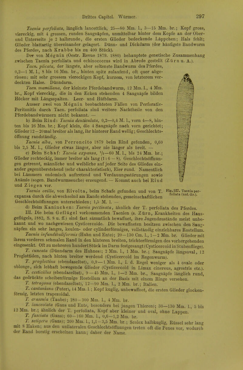 Taenia pei-foliata, länglich lancettlich, 25—80 Mm. 1., 3—15 Mm. br.; Kopf gross, viereckig, mit 4 grossen, runden Saugnäpfen, unmittelbar hinter dem Kopfe an der Ober- und Unterseite je 2 halbrunde, die ersten Glieder bedeckende Läppchen; Hals fehlt; Glieder blattartig übereinander gelagert. Dünn- und Dickdarm (der häufigste Bandwurm des Pferde?, nach Krabbe bis zu 400 Stück). Der von Mt^gnin (Oestr, Revue 1879. 1880) behauptete genetische Zusammenhang zwischen Taenia perfoliata und echinococcus wii-d in Abrede gestellt (Zürn u. A.). Taen, plicata, der längste, aber seltenste Bandwurm des Pferdes, 0,2—1 M. ]., 8 bis 16 Mm. br., hinten spitz zulaufend, oft quer abge- rissen; mit sehr grossem viereckigen Kopf, kurzem, von letzterem ver- deckten Halse. Dünndarm. Taen. mamillana, der kleinste Pferdebandwurm, 12Mm.l., 4 Mm. br., Kopf viereckig, die in den Ecken stehenden 4 Saugnäpfe bilden Höcker mit Längsspalten. Leer- und Hüftdarm. Ausser zwei von Megnin beobachteten Fällen von Perforativ- Peritonitis durch Taen. perfoliata sind weitere Nachtheile von den Pferdebandwürmern nicht bekannt. — b) Beim Rind: Taenia deiiticulala, 0,2—0,4 M. 1., vorn 4—8, hin- ten bis 26 Mm, br.; Kopf klein, die 4 Saugnäpfe nach vorn gerichtet; Glieder 12 — 20 mal breiter als lang, ihr hinterer Rand wellig; Geschlechts- öffiiung randständig. Taenia alba, von Perroncito 1879 beim Rind gefunden, 0,60 bis 2,5 M. 1., Glieder etwas länger, aber nie länger als breit. — c) Beim Schaf: Taenia expansa, Ya—60 M. 1., bis 24 Mm. br.; Glieder rechteckig, immer breiter als lang (1: 6 — 8). Geschlechtsöffhun- gen getrennt, männliche und weibliche auf jeder Seite des Gliedes ein- ander gegenüberstehend (sehr charakteristisch), Eier rund. Namentlich bei Lämmern endemisch auftretend und Verdauungsstörungen sowie Anämie (sogen. Bandwurmseuche) erzeugend. — Kommt auch bei Rind und Zlegen vor. Taenia ovillu, von Rivolta, beim Schafe gefunden und von T. Fis-127. Taeniaper- expansa durch die abwechselnd am Rande stehenden, gemeinschaftlichen ° Geschlechtsöffnungen unterschieden; 1,5 M. 1. — d) Beim Kaninchen: Taenia pectinala, ähnlich der T. perfoliata des Pferdes. HL Die beim Geflügel vorkommenden Taenien (s. Zürn, Krankheiten des Haus- geflügels, 1882, S. S u. ff.) sind fast sämmtlich bewaffnet, ihre Jugendzustände meist unbe- kannt und wo nachgewiesen Cysticercoide. Die bewaffneten besitzen zwischen den Saug- näpfen ein sehr langes, keulen- oder cylinderförmiges, vollständig einziehbares Rosteilum, Taenia infundibuliformis (Huhn und Ente); 20—130 Cm, 1., 1—2 Mm. br. Glieder mit ihrem vorderen schmalen Rand in den hinteren breiten, trichterfönnigen des vorhergehenden eingesenkt. Oft zu mehreren hundertStück im Darm festgesaugt (Cysticercoid in Stubenfliege). T. cuneata (Dünndarm des Huhnes); 2 Mm, L, 1 Mm. br.; Saugnäpfe längsoval, 12 Proglottiden, nach hinten breiter werdend (Cysticercoid im Regenwurm). T. proglollina (ebendaselbst), 0,9 — 1 Mm. 1., i. d. Regel weniger als 4 ovale oder oblonge, sich lebhaft bewegende Glieder (Cysticercoid in Limax cinereus, agrestris etc.), T. cesticillus (ebendaselbst), 9 —45 Mm. 1., 1—2 Mm. br., Saugnäpfe länglich rund, das gedrückte scheibenförmige Rostellum an der Basis mit einem Ringe versehen. T. tetrarjona (ebendaselbst), 12—90 Mm. 1., 2 Mm. br.; Italien. T. cantaniana (Puter), 14 Mm. 1.; Kopf kuglig, unbewaffnet, die ersten Glieder glocken- förmig, letzten trapezoidal, T. crassula (Taube); 280-300 Mm. 1., 4 Mm. br. T. lanceolala (Gans und Ente, besonders bei jungen Thieren); 30—130 Mm. 1., 5 bis 12 Mm, br.; ähnlich der T, perfoliata, Kopf aber kleiner und oval, ohne Lappen. T. fasciata (Gans); 60—160 Mm. 1., 0,6—1,2 Mm. br. T. seliocra (Gans); 200 Mm. 1., 1,1 - 3,5 Mm. br.; Scolex halbkuglig, Rüssel sehr lang mit 8 Haken; aus den unilateralen Geschlechtsöönungen treten oft die Penes vor, wodurch der Rand borstig erscheinen kann; daher der Name.