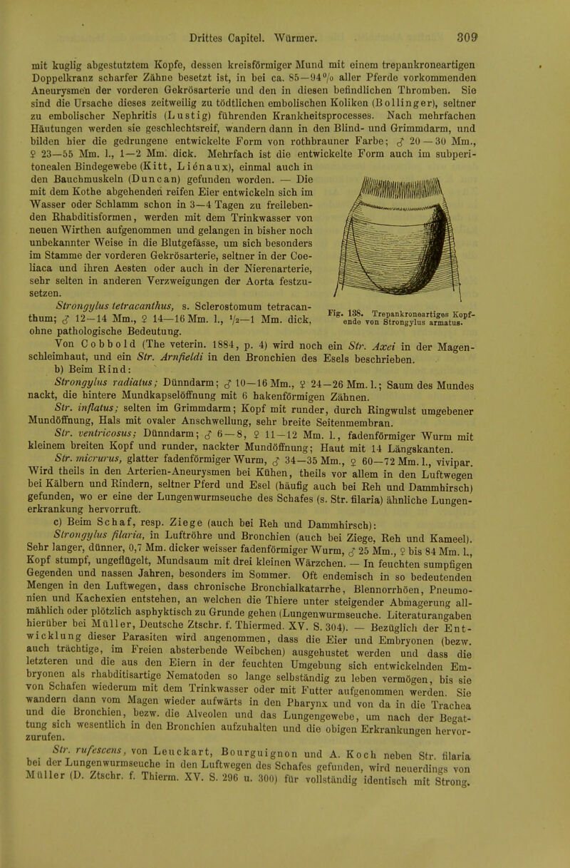 mit kuglig abgestutztem Kopfe, dessen kreisförmiger Mund mit einem trepankroneartigen Doppelkranz scharfer Zähne besetzt ist, in bei ca. 85 — 94% aller Pferde vorkommenden Aneurysmen der vorderen Gekrösarterie und den in diesen befindlichen Thromben. Sie sind die Ursache dieses zeitweilig zu tödtlichen embolischen Koliken (Bollinger), seltner zu embolischer Nephritis (Lustig) führenden Krankheitsprocesses. Nach mehrfachen Häutungen werden sie geschlechtsreif, wandern dann in den Blind- und Grimmdarm, und bilden hier die gedrungene entwickelte Form von rothbrauner Farbe; ^ 20 —3ü Mm., S 23—55 Mm. 1., 1—2 Mmi dick. Mehrfach ist die entwickelte Form auch im subperi- tonealen Bindegewebe (Kitt, Liönaux), einmal auch in den Bauchmuskeln (Dunean) gefunden worden. — Die mit dem Kothe abgehenden reifen Eier entwickeln sich im Wasser oder Schlamm schon in 3—4 Tagen zu freileben- den Khabditisformen, werden mit dem Trinkwasser von neuen Wirthen aufgenommen und gelangen in bisher noch unbekannter Weise in die Blutgefässe, um sich besonders im Stamme der vorderen Gekrösarterie, seltner in der Coe- Uaca und ihren Aesten oder auch in der Nierenarterie, sehr selten in anderen Verzweigungen der Aorta festzu- setzen. Strongylus ietracanthus, s. Sclerostomum tetracan- thum; g 12-14 Mm., 2 14-16 Mm. 1., V^-l Mm. dick, ^'^lfo\oÄSusÄS?' ohne pathologische Bedeutung. Von Cobbold (The veterin. 1884, p. 4) wird noch ein Str. Axei in der Magen- schleimhaut, und ein Str. Arnfieldi in den Bronchien des Esels beschrieben. b) Beim Rind: Strongylus radiaius; Dünndarm; c? 10—16 Mm., 2 24—26 Mm. 1.; Saum des Mundes nackt, die hintere Mundkapselöffnung mit 6 hakenförmigen Zähnen. Str. inflatus; selten im Grimmdarm; Kopf mit runder, durch Eingwulst umgebener Mundöffnung, Hals mit ovaler Anschwellung, sehr breite Seitenmembran. Str. ventricosus; Dünndarm; J 6 — 8, $ 11-12 Mm. 1., fadenförmiger Wurm mit kleinem breiten Kopf und runder, nackter Mundöffnung; Haut mit 14 Längskanten. Str.micrurus, glatter fadenförmiger Wurm, g 34—35 Mm., j 60—72 Mm. 1., vivipar. Wird theils in den Arterien-Aneurysmen bei Kühen, theils vor allem in den Luftwegen bei Kälbern und Rindern, seltner Pferd und Esel (häufig auch bei Reh und Dammhirsch) gefunden, wo er eine der Lungenwurmseuche des Schafes (s. Str. filaria) ähnliche Lungen- erkrankung hervorruft. c) Beim Schaf, resp. Ziege (auch bei Reh und Dammhirsch): Strongylus filaria, in Luftröhre und Bronchien (auch bei Ziege, Reh und Kameel). Sehr langer, dünner, 0,7 Mm. dicker weisser fadenförmiger Wurm, ^ 25 Mm., $ bis 84 Mm. L, Kopf stumpf, ungeflügelt, Mundsaum mit drei kleinen Wärzchen. — In feuchten sumpfigen Gegenden und nassen Jahren, besonders im Sommer. Oft endemisch in so bedeutenden Mengen in den Luftwegen, dass chronische Bronchialkatarrhe, Blennorrhöen, Pneumo- nien und Kachexien entstehen, an welchen die Thiere unter steigender Abmagerung all- mählich oder plötzlich asphyktisch zu Grunde gehen (Lungenwurmseuche. Literaturangaben hierüber bei Müller, Deutsche Ztschr. f. Thiermed. XV. S. 304). - Bezüglich der Ent- wicklung dieser Parasiten wird angenommen, dass die Eier und Embryonen (bezw auch trachtige, im Freien absterbende Weibchen) ausgehustet werden und dass die letzteren und die aus den Eiern in der feuchten Umgebung sich entwickehiden Em- bryonen als rhabditisartige Nematoden so lange selbständig zu leben vermögen, bis sie von Schafen wiederum mit dem Trinkwasser oder mit Futter aufgenommen werden Sie wandern dann vom Magen wieder aufwärts in den Pharynx und von da in die Trachea und die Bronchien, bezw. die Alveolen und das Lungengewebe, um nach der Begat- tung sich wesenthch in den Bronchien aufzuhalten und die obigen Erkrankungen hervor- zurufen.  Str rufescens, von Leuckart, Bourguignon und A. Koch neben Str. filaria bei der Lungenwurmseuche in den Luftwegen des Schafes gefunden, wird neuerdings von Müller (D. Ztschr. f. Thierra. XV. S. 296 u. 300) für vollständig identisch mit Stron-^.