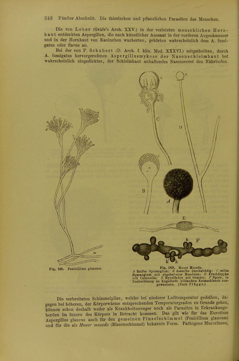 Die von Leber (Gräfe's Arch. XXV.) in der verletzten menschlichen Horn- haut entdeckten Aspergillen, die nach künstlicher Aussaat in der vorderen Augenkammer und in der Hornhaut von Kaninchen wucherten, gehörten wahrscheinlich dem A. fumi- gatus oder flavus an. Bei der von P. Schubert (D. Arch. f. klin. Med. XXXVI.) mitgetheilten, durch A. fumigatus hervorgerufenen Aspergillusmykose der Nasenschleimhaut bot wahrscheinlich eingedicktes, der Schleimhaut anhaftendes Nasensecret den Nährboden. Fig. 168. Penicillium glancnm. Fig. 169. Mncor Mucedo. A Beifes Sporangium; B dasselbe durchsichtig; C reifes Sporangium mit abgeholener Membran; D J^ruchthyphe mit Colnmella; £ Mycelfaden mit Gemme; i!^ Spore, in Znokerlösung zu Eugelhefe bildendem Keimschlanch aus- gewachsen. (Nach Flügge.) Die verbreiteten Schimmelpilze, welche bei niederer Lufttemperatur gedeihen, da- gegen bei höheren, der Körperwärme entsprechenden Temperaturgraden zu Grunde gehen, können schon deshalb weder als Krankheitserreger noch als Parasiten in Erkrankungs- herden im Innern des Körpers in Betracht kommen. Das gilt wie für das Eurotium AspergUlus glaucus auch für den gemeinen Pinselschimmel (Penicillium glaucum) und für die als Muco?- mucedo (Blasenschimmel) bekannte Form. Pathogene Mucorineen,