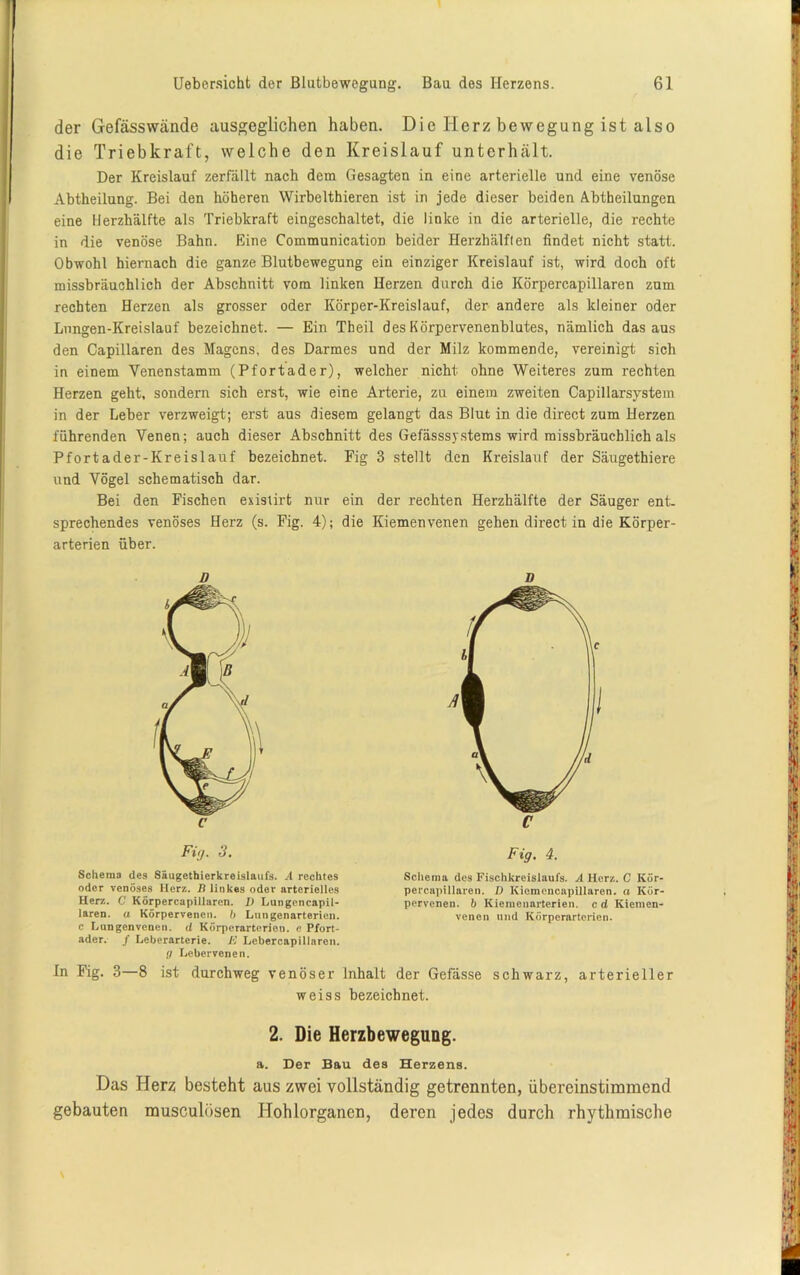 der Gefässwände ausgeglichen haben. Die Iierz bewegung ist also die Triebkraft, welche den Kreislauf unterhält. Der Kreislauf zerfällt nach dem Gesagten in eine arterielle und eine venöse Abtheilung. Bei den höheren Wirbelthieren ist in jede dieser beiden Abtbeilungen eine Uerzhälfte als Triebkraft eingeschaltet, die linke in die arterielle, die rechte in die venöse Bahn. Eine Communication beider Herzhälflen findet nicht statt. Obwohl hiernach die ganze Blutbewegung ein einziger Kreislauf ist, wird doch oft missbräuchlich der Abschnitt vom linken Herzen durch die Körpercapillaren zum rechten Herzen als grosser oder Körper-Kreislauf, der andere als kleiner oder Lnngen-Kreislauf bezeichnet. — Ein Theil des Körpervenenblutes, nämlich dasaus den Capillaren des Magens, des Darmes und der Milz kommende, vereinigt sich in einem Yenenstamm (Pfortader), welcher nicht ohne Weiteres zum rechten Herzen geht, sondern sich erst, wie eine Arterie, zu einem zweiten Capillarsystem in der Leber verzweigt; erst aus diesem gelangt das Blut in die direct zum Herzen führenden Venen; auch dieser Abschnitt des Gefässsystems wird missbräuchlich als Pfortader-Kreislauf bezeichnet. Fig 3 stellt den Kreislauf der Säugethiere und Vögel schematisch dar. Bei den Fischen exislirt nur ein der rechten Herzhälfte der Säuger ent- sprechendes venöses Herz (s. Fig. 4); die Kiemenvenen gehen direct in die Körper- arterien über. fl Fig. 3. Schema des Säugethierkreislaufs. A rechtes oder venöses Herz. B linkes oder arterielles Herz. C Körpercapillaren. I) Lungencapil- laren. a Körpervenen, b Lungenarterien, c Lungenvenen, d Körperarterien, e Pfort- ader. / Leberarterie. E Lebercapillaren. g Lebervenen. Fig. 4. Schema des Fischkreislaufs. A Herz. C Kör- percapillaren. I) Kiomencapillaren. a Kör- pervenen. b Kiemenarterien, c d Kiemen- venen und Körperarterien. In Fig. 3—8 ist durchweg venöser Inhalt der Gefässe schwarz, arterieller weiss bezeichnet. 2. Die Herzbewegung. a. Der Bau des Herzens. Das Her? besteht aus zwei vollständig getrennten, übereinstimmend gebauten musculiisen Hohlorganen, deren jedes durch rhythmische