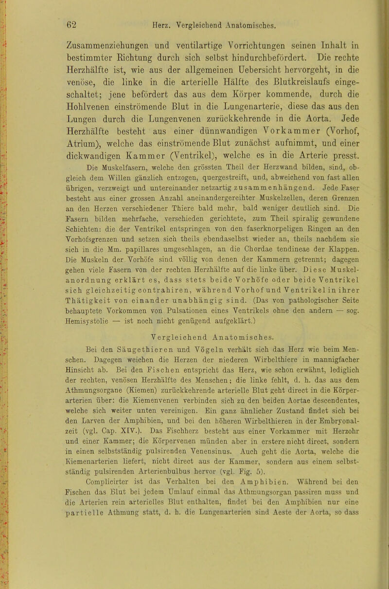 Zusammenziehungen und ventilartige Vorrichtungen seinen Inhalt in bestimmter Richtung durch sich selbst hindurchbefördert. Die rechte Herzhälfte ist, wie aus der allgemeinen Uebersicht hervorgeht, in die venöse, die linke in die arterielle Hälfte des Blutkreislaufs einge- schaltet; jene befördert das aus dem Körper kommende, durch die Hohlvenen einströmende Blut in die Lungenarterie, diese das aus den Lungen durch die Lungenvenen zurückkehrende in die Aorta. Jede Herzhälfte besteht aus einer dünnwandigen Vorkammer (Vorhof, Atrium), welche das einströmende Blut zunächst aufnimmt, und einer dickwandigen Kammer (Ventrikel), welche es in die Arterie presst. Die Muskelfasern, welche den grössten Theil der Herzwand bilden, sind, ob- gleich dem Willen gänzlich entzogen, quergestreift, und, abweichend von fast allen übrigen, verzweigt und untereinander netzartig zusammenhängend. Jede Faser besteht aus einer grossen Anzahl aneinandergereihter Muskelzellen, deren Grenzen an den Herzen verschiedener Thiere bald mehr, bald weniger deutlich sind. Die Fasern bilden mehrfache, verschieden gerichtete, zum Theil spiralig gewundene Schichten: die der Ventrikel entspringen von den faserknorpeligen Ringen an den Vorhofsgrenzen und setzen sich theils ebendaselbst wieder an, theils nachdem sie sich in die Mm. papilläres umgeschlagen, an die Chordae tendineae der Klappen. Die Muskeln der Vorhöfe sind völlig von denen der Kammern getrennt; dagegen gehen viele Fasern von der rechten Herzhälfte auf die linke über. Diese Muskel- anordnung erklärt es, dass stets beide Vorhöfe oder beide Ventrikel sich gleichzeitigcontrahiren, während Vorhof und Ventrikel in ihrer Thätigkeit von einander unabhängig sind. (Das von pathologischer Seite behauptete Vorkommen von Pulsationen eines Ventrikels ohne den andern — sog. Hemisystolie — ist noch nicht genügend aufgeklärt.) Vergleichend Anatomisches. Bei den Säugethieren und Vögeln verhält sich das Herz wie beim Men- schen. Dagegen weichen die Herzen der niederen Wirbelthiere in mannigfacher Hinsicht ab. Bei den Fischen entspricht das Herz, wie schon erwähnt, lediglich der rechten, venösen Herzhälfte des Menschen; die linke fehlt, d. h. das aus dem Athmungsorgane (Kiemen) zurückkehrende arterielle Blut geht direct in die Körper- arterien über: die Kiemenvenen verbinden sich zu den beiden Aortae descendentes, welche sich weiter unten vereinigen. Ein ganz ähnlicher Zustand findet sich bei den Larven der Amphibien, und bei den höheren Wirbelthieren in der Embryonal- zeit (vgl. Cap. XIV.). Das Fischherz besteht aus einer Vorkammer mit Herzohr und einer Kammer; die Körpervenen münden aber in erstere nicht direct, sondern in einen selbstständig pulsirenden Venensinus. Auch geht die Aorta, welche die Kiemenarterien liefert, nicht direct aus der Kammer, sondern aus einem selbst- ständig pulsirenden Arterienbulbus hervor (vgl. Fig. 5). Complieirter ist das Verhalten bei den Amphibien. Während bei den Fischen das Blut bei jedem Umlauf einmal das Athmungsorgan passiren muss und die Arterien rein arterielles Blut enthalten, findet bei den Amphibien nur eine partielle Atbmung statt, d. h. die Lungenarterien sind Aeste der Aorta, so dass