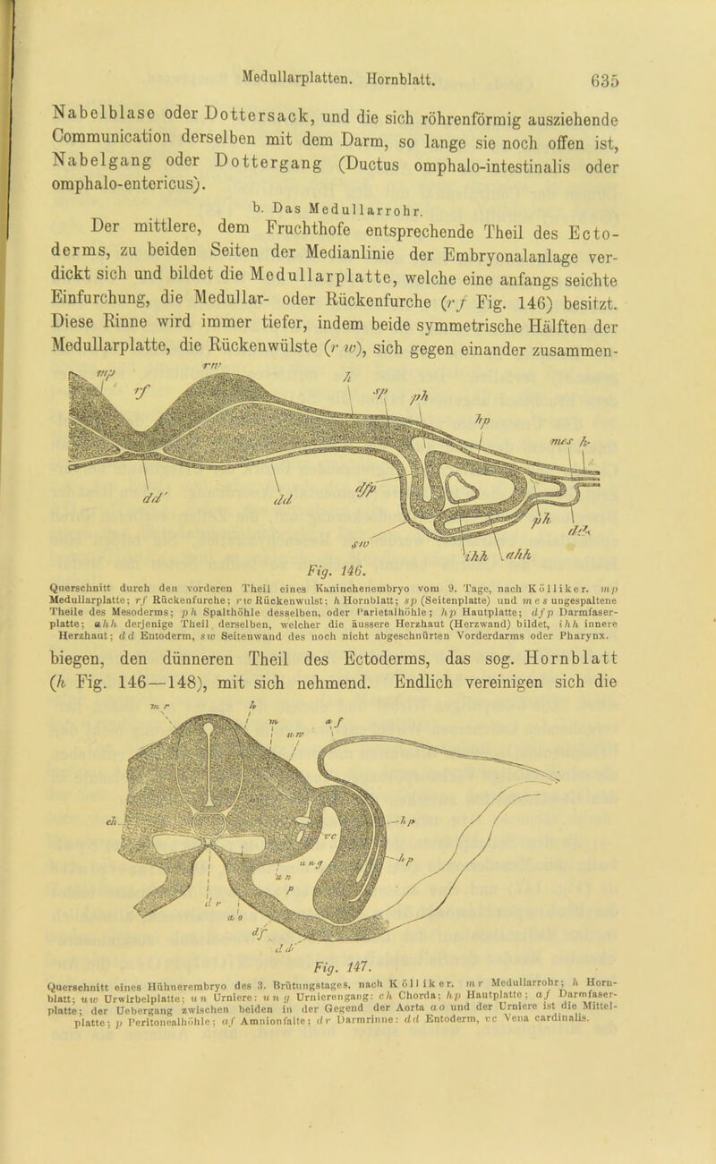 Nabelblase odei Dottersack, und die sich röhrenförmig ausziehende Communication derselben mit dem Darm, so lange sie noch offen ist, Nabelgang oder Dottergang (Ductus omphalo-intestinalis oder omphalo-entericus). b. Das Medullarrohr. Der mittlere, dem Fruchthofe entsprechende Theil des Ecto- derms, zu beiden Seiten der Medianlinie der Embryonalanlage ver- dickt sich und bildet die Med ullarplatte, welche eine anfangs seichte Einfurchung, die Medullär- oder Rückenfurche {rf Fig. 146) besitzt. Diese Rinne wird immer tiefer, indem beide symmetrische Hälften der Medullarplatte, die Rücken wülste (r w), sich gegen einander zusammen- Fig. 146. Querschnitt durch den vorderen Theil eines Kaninchenembryo vom 9. Tage, nach Kölliker. mp Medullarplatte; rf Rückeufurche; rw Rückenwulst; h Hornblatt; sp (Seitenplatte) und nt e s ungespaltene Theile des Mesoderms; ph Spalthöhle desselben, oder t’arietaihöhle ; lip Hautplatte; df p Darmfaser- platte; ahh derjenige Theil derselben, welcher die äussere Herzhaut (Herzwand) bildet, ihh innere Herzhaut; dd Entoderm, sw Seitenwand des noch nicht abgeschnürteu Vorderdarms oder Pharynx. biegen, den dünneren Theil des Ectoderms, das sog. Hornblatt {h Fig. 146 —148), mit sich nehmend. Endlich vereinigen sich die Fig. 147. Querschnitt eines Hühnerembryo des 3. Brütungstages, nach Kölliker. mr Medullarrohr; h Horn- blatt; uw Urwirbelplatte; un Urniere: u n ;/ Urnierengang: ch Chorda; hp Hautplatte; af Darmfaser- platte; der Uebergang zwischen beiden in der Gegend der Aorta ao und der Urniere ist die Mittel- platte; p Peritonealhöhle; af Amnionfnlte; dr Darmrinne: dd Entoderm, vc Vena cardinalis.