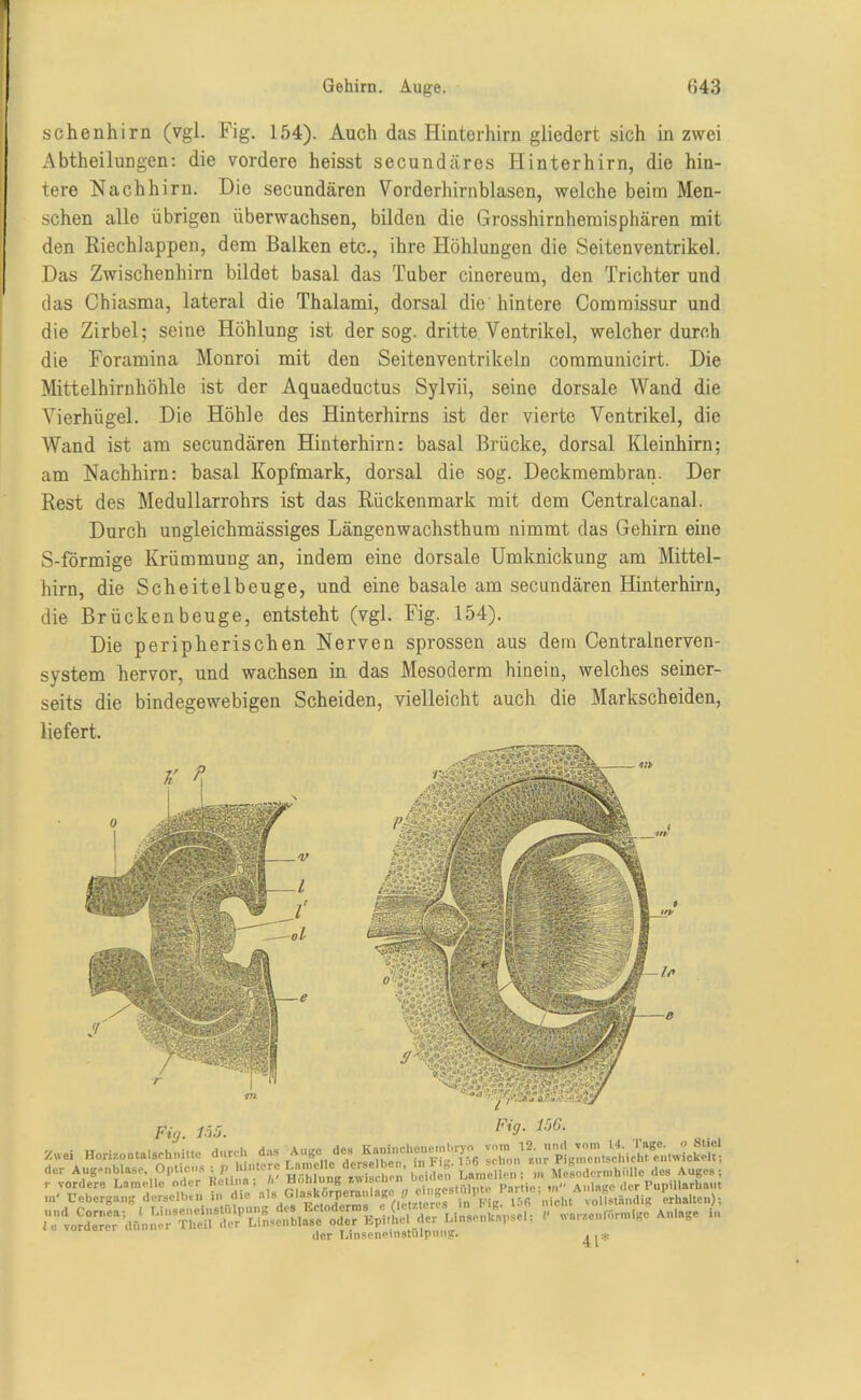 Gehirn. Auge. (543 schenhirn (vgl. Fig. 154). Auch das Hinterhirn gliedert sich in zwei Abtheilungen: die vordere heisst secundäres Hinterhirn, die hin- tere Nachhirn. Die secundären Vorderhirnblasen, welche beim Men- schen alle übrigen überwachsen, bilden die Grosshirnhemisphären mit den Riechlappen, dem Balken etc., ihre Höhlungen die Seitenventrikel. Das Zwischenhirn bildet basal das Tuber cinereum, den Trichter und das Chiasma, lateral die Thalami, dorsal die'hintere Commissur und die Zirbel; seine Höhlung ist der sog. dritte Ventrikel, welcher durch die Foramina Monroi mit den Seitenventrikeln communicirt. Die Mittelhirnhöhle ist der Aquaeductus Sylvii, seine dorsale Wand die Vierhügel. Die Höhle des Hinterhirns ist der vierte Ventrikel, die Wand ist am secundären Hinterhirn: basal Brücke, dorsal Kleinhirn; am Nachhirn: basal Kopfmark, dorsal die sog. Deckmembran. Der Rest des Medullarrohrs ist das Rückenmark mit dem Centralcanal. Durch ungleichmässiges Längenwachsthum nimmt das Gehirn eine S-förmige Krümmung an, indem eine dorsale Umknickung am Mittel- hirn, die Scheitelbeuge, und eine basale am secundären Hinterhirn, die Brückenbeuge, entsteht (vgl. Fig. 154). Die peripherischen Nerven sprossen aus dem Centralnerven- system hervor, und wachsen in das Mesoderm hinein, welches seiner- seits die bindegewebigen Scheiden, vielleicht auch die Markscheiden, liefert. Fig. 155. Fig. 156. Zwei Horizontalschmtto durch das Aufce dCh ^“,1 in Fig. 156 schon zur Pigmentschicht. entwickelt; der Augenblase, Optio.is -P H5^une zwdsc on beiden Lamellen; m Mesodermhülle des Auges ; .vordere Lamelle oder Retina, - HoMung zw s h , Partio. Anlage der Pupillarha.it in t’ebergang derselben in d.e al* G1 ^letzteres in Fig. Infi nicht vollständig erhalten); oder Epi.Le, der Lln.e„k,„..l, l‘ warzen,finnige Anlage in der Linseneinstölpnng. 4l:i:
