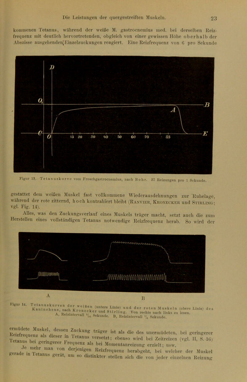 kommenen Tetanus, während der weiße M. gastrocnemius med. bei derselben Reiz- frequenz mit deutlich hervortretenden, obgleich von einer gewissen Höhe oberhalb der Abszisse ausgehenden|Einzelzuckungen reagiert. Eine Reizfrequenz von 6 pro Sekunde Figur 13. Tetanuskurve vom Froschgastrocnemius, nach Bohr. 27 Beizungen pro 1 Sekunde. gestattet dem weißen Muskel fast vollkommene Wiederausdehnungen zur Ruhelage, während der rote zitternd, hoch kontrahiert bleibt (Ranvier, Kronecker und Stirling: vgl. Fig. 14). Alles, was den Zuckungsverlauf eines Muskels träger macht, setzt auch die zum Herstellen eines vollständigen Tetanus notwendige Reizfrequenz herab. So wird der Kan^ehe'ns'^nach6Kron'ecke^und und der rotcn Muskeln (obere Linie) des A, Reizintervall >,10 Sekunde. B, RekintervaH >/„ Sekunde “ IWrfl ‘^e1’.deM? ^uckun* ***« «t als die des unermlideten, bei geringerer 1“ 1 , e‘Cr m Tc,anns •*«» wW bei Zeitreizen (vgl.11. I. 10, etanus bei geringerer Frequenz als bei Momentanreizung erzielt ; usw. r . Ir man NOn (*0,.icn>gen Reizfrequenz herabgeht, bei welcher der Muskel e anus hei,it, um so distinkter stellen sich die von jeder einzelnen Reizung
