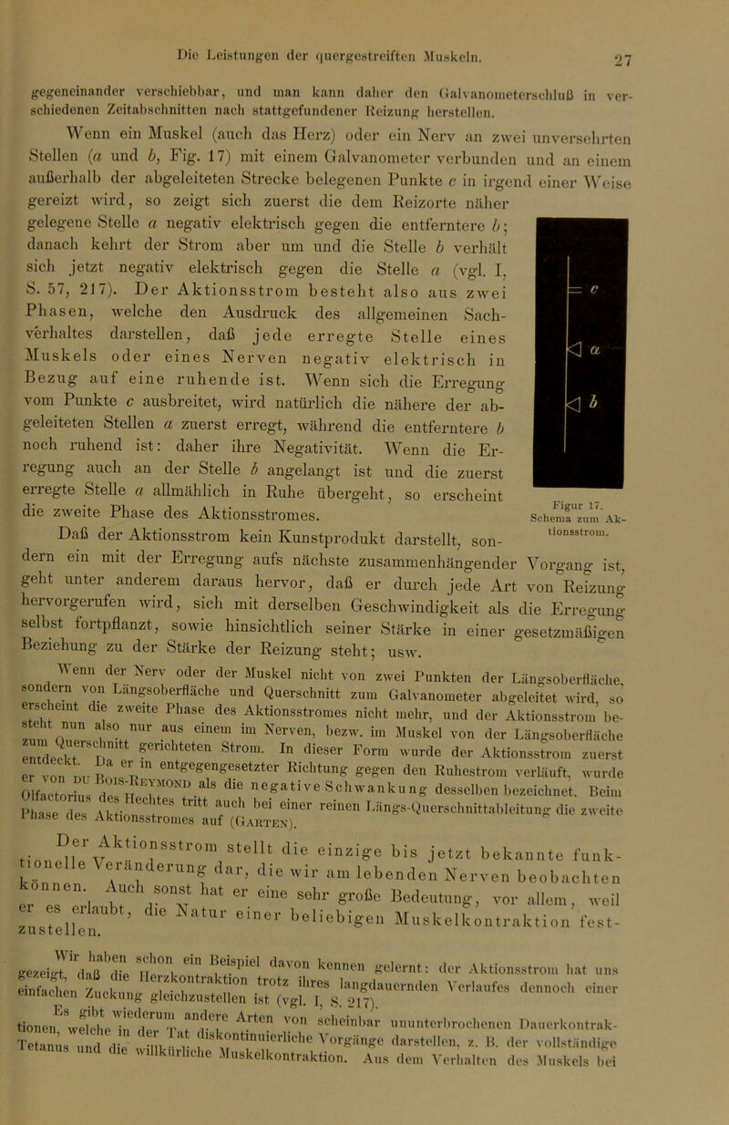 Figur 17. Schema zum Ak- tionsstrom. gegeneinander verschiebbar, und man kann daher den Galvanoraetersehluß in ver- schiedenen Zeitabschnitten nach stattgefundener lteizung herstellen. Wenn ein Muskel (auch das Herz) oder ein Nerv an zwei unversehrten Stellen (ct und i, Fig. 17) mit einem Galvanometer verbunden und an einem außerhalb der abgeleiteten Strecke belegenen Punkte c in irgend einer Weise gereizt wird, so zeigt sich zuerst die dem Reizorte näher gelegene Stelle a negativ elektrisch gegen die entferntere b; danach kehrt der Strom aber um und die Stelle b verhält sich jetzt negativ elektrisch gegen die Stelle a (vgl. I, S. 57, 217). Der Aktionsstrom besteht also aus zivei Phasen, welche den Ausdruck des allgemeinen Sach- verhaltes darstellen, daß jede erregte Stelle eines Muskels oder eines Nerven negativ elektrisch in Bezug aut eine ruhende ist. Wenn sich die Erregung vom Punkte c ausbreitet, wird natürlich die nähere der ab- geleiteten Stellen a zuerst erregt, während die entferntere b noch ruhend ist: daher ihre Negativität. Wenn die Er- iegung auch an der Stelle b angelangt ist und die zuerst enegte Stelle a allmählich in Ruhe übergeht, so erscheint die zweite Phase des Aktionsstromes. Daß der Aktionsstrom kein Kunstprodukt darstellt, son- dern ein mit der Erregung aufs nächste zusammenhängender Vorgang ist, geht unter anderem daraus hervor, daß er durch jede Art von Reizung hervoigerufen wird, sich mit derselben Geschwindigkeit als die Erregung selbst fortpflanzt, sowie hinsichtlich seiner Stärke in einer gesetzmäßigen Beziehung zu der Stärke der Reizung steht; usw. Wenn der Nerv oder der Muskel nicht von zwei Punkten der Längsoberfläche sondern von Langsoberfläche und Querschnitt zum Galvanometer abgeleitet wird, so erscheint die zweite Phase des Aktionsstromes nicht mehr, und der Aktionsstrom be- zum dnem hU Nerven’. bezw- im Mllskel der Längsoberfläche entdeckt n1' fenchteten Strom. In dieser Form wurde der Aktionsstrom zuerst er von nn^/V11 ent^en^etzter Dichtung gegen den Ruhestrom verläuft, wurde Olfactorius^r?.al8 ^ ne£ative Schwankung desselben bezeichnet. Bein, Plmse^eT ALtion^ ^ ^-rschnittableitung die zweite GonAI^ ^kt.10nsstroni stellt die einzige bis jetzt bekannte funk- tionelle Veränderung dar, die wir am lebenden Nerven beobachten es6prl iT iat ^ 6me Selu' gr°ßc Be(Jeutung, vor allem, weil es erlaubt, die Natur einer beliebigen Muskelkontraktion fest- zustellen. ge/eigTdaß'Ife h!Ti B“pie' d“VOn kcnn™ f^rnt: der Aktionsstron, hat uns einhcl ' “T ? ‘1 .,0” ‘r°tZ ihreS 't1»“«»™ Verlaufes dennoch einer cimaciien /.uckung gleichzustellen ist (vgl. 1. S. 217) tionen' welcheit l'?-*! ° A,tcn von scheinbar ununterbrochenen Dauerkontrak- TeSs „td die L v Vorgänge darstellen, t. B. der vollständige ■etanus und d.e wdlknrhche Muskelkontraktion. Au, dem Verhalten des Muskels hei