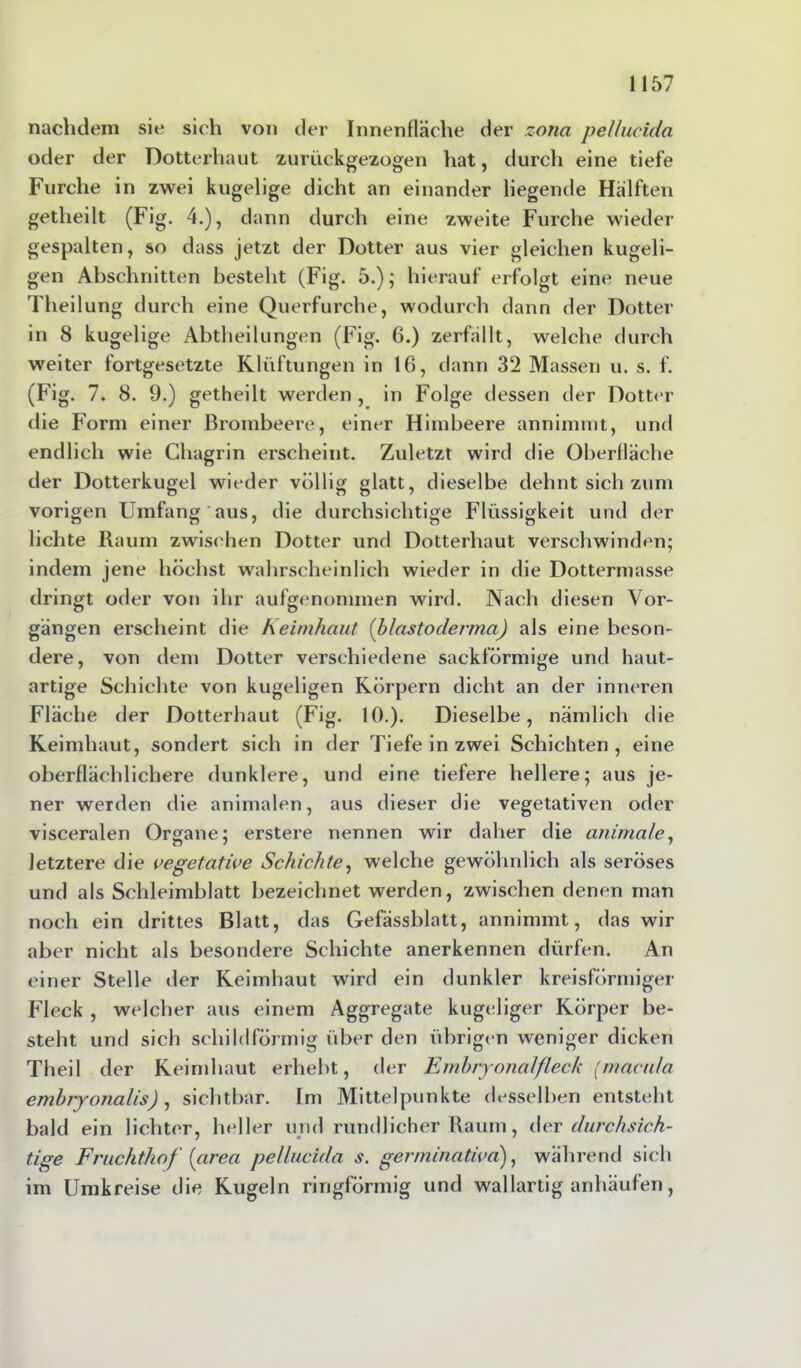 nachdem sie sieh von der Innenfläche der zotia pellucida oder der Dotterhaut zurückgezogen hat, durch eine tiefe Furche in zwei kugelige dicht an einander liegende Hälften getheilt (Fig. 4.), dann durch eine zweite Furche wieder gespalten, so dass jetzt der Dotter aus vier gleichen kugeli- gen Abschnitten besteht (Fig. 5.); hierauf erfolgt eine neue Theilung durch eine Querfurche, wodurch dann der Dotter in 8 kugelige Abtheilungen (Fig. 6.) zerfällt, welche durch weiter fortgesetzte Klüftungen in 16, dann 32 Massen u. s. f. (Fig. 7. 8. 9.) getheilt werden , in Folge dessen der Dotter die Form einer Brombeere, einer Himbeere annimmt, und endlich wie Chagrin erscheint. Zuletzt wird die Oberfläche der Dotterkugel wieder völlig glatt, dieselbe dehnt sich zum vorigen Umfang aus, die durchsichtige Flüssigkeit und der lichte Raum zwischen Dotter und Dotterhaut verschwinden; indem jene höchst wahrscheinlich wieder in die Dottermasse dringt oder von ihr aufgenommen wird. Nach diesen Vor- gängen erscheint die heirnhaut (blastoderma) als eine beson- dere, von dem Dotter verschiedene sackförmige und haut- artige Schichte von kugeligen Körpern dicht an der inneren Fläche der Dotterhaut (Fig. 10.). Dieselbe, nämlich die Keimhaut, sondert sich in der Tiefe in zwei Schichten, eine oberflächlichere dunklere, und eine tiefere hellere; aus je- ner werden clie animalen, aus dieser die vegetativen oder visceralen Organe; erstere nennen wir daher die animale, letztere die vegetative Schichte, welche gewöhnlich als seröses und als Schleimblatt bezeichnet werden, zwischen denen man noch ein drittes Blatt, das Gefässblatt, annimmt, das wir aber nicht als besondere Schichte anerkennen dürfen. An einer Stelle der Keimhaut wird ein dunkler kreisförmiger Fleck , welcher aus einem Aggregate kugeliger Körper be- steht und sich schildförmig über den übrigen weniger dicken Theil der Keimhaut erhebt, der Embryonalfleck [macula embiyonalis), sichtbar. Im Mittelpunkte desselben entsteht bald ein lichter, heller und rundlicher Raum, der durchsich- tige Fruchthof' [area pellucida s. germinativa), während sich im Umkreise die Kugeln ringförmig und wallartig anhäufen,