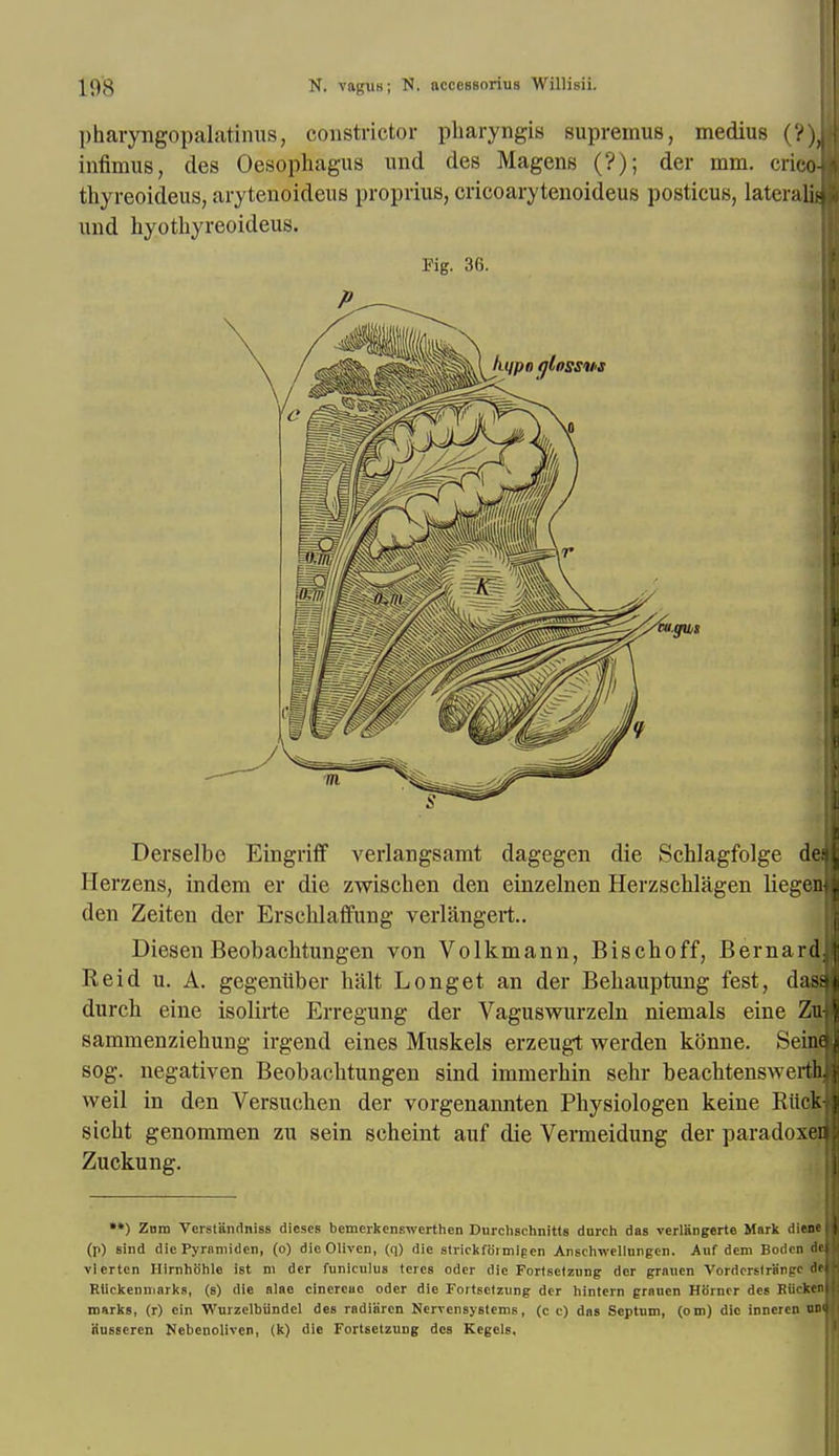 pharyngopalatinus, constrictor pharyngis supremus, medius (?)J infimus, des Oesophagus und des Magens (?); der mm. crico] thyreoideus, arytenoideus proprius, cricoarytenoideus posticus, lateralis) und hyothyreoideus. Pig. 36. Derselbo Eingriff verlangsamt dagegen die Schlagfolge deJ Herzens, indem er die zwischen den einzelnen Herzschlagen liegen den Zeiten der Erschlaffung verlangert.. Diesen Beobachtungen von Volkmann, Bischoff, Bernard] Reid u. A. gegenuber halt Longet an der Behauptung fest, dass durch eine isolirte Erregung der Vaguswurzeln niemals eine Zuj sammenziehung irgend eines Muskels erzeugt werden konne. Seine sog. negativen Beobachtungen sind immerhin sehr beachtenswerth weil in den Versuchen der vorgenannten Physiologen keine Biickj sicht genommen zu sein scheint auf die Vermeidung der paradoxen Zuckung. **) Zum Verstandniss dieses bemerkenswerthen Durclischnitts durch das verlangerte Mark die» (p) sind die Pyramiden, (o) dieOliven, (<|) die strickfoimipen Anschwellnngen. Auf dem Bodcn de vierten Hirnhohle ist m der funiculus teres Oder die FortBetzung der grauen Vordcrstriingc it Rtickemnarks, (s) die alae cinercao oder die Fortsclzung der hintern grauen Horner des Eiicken marks, (r) ein Wurzelbiindel des radiarcn Nervensystems, (c c) das Septum, (om) die innercn on iiusseren Nebenoiiven, (k) die Fortsetzung des Kegels,