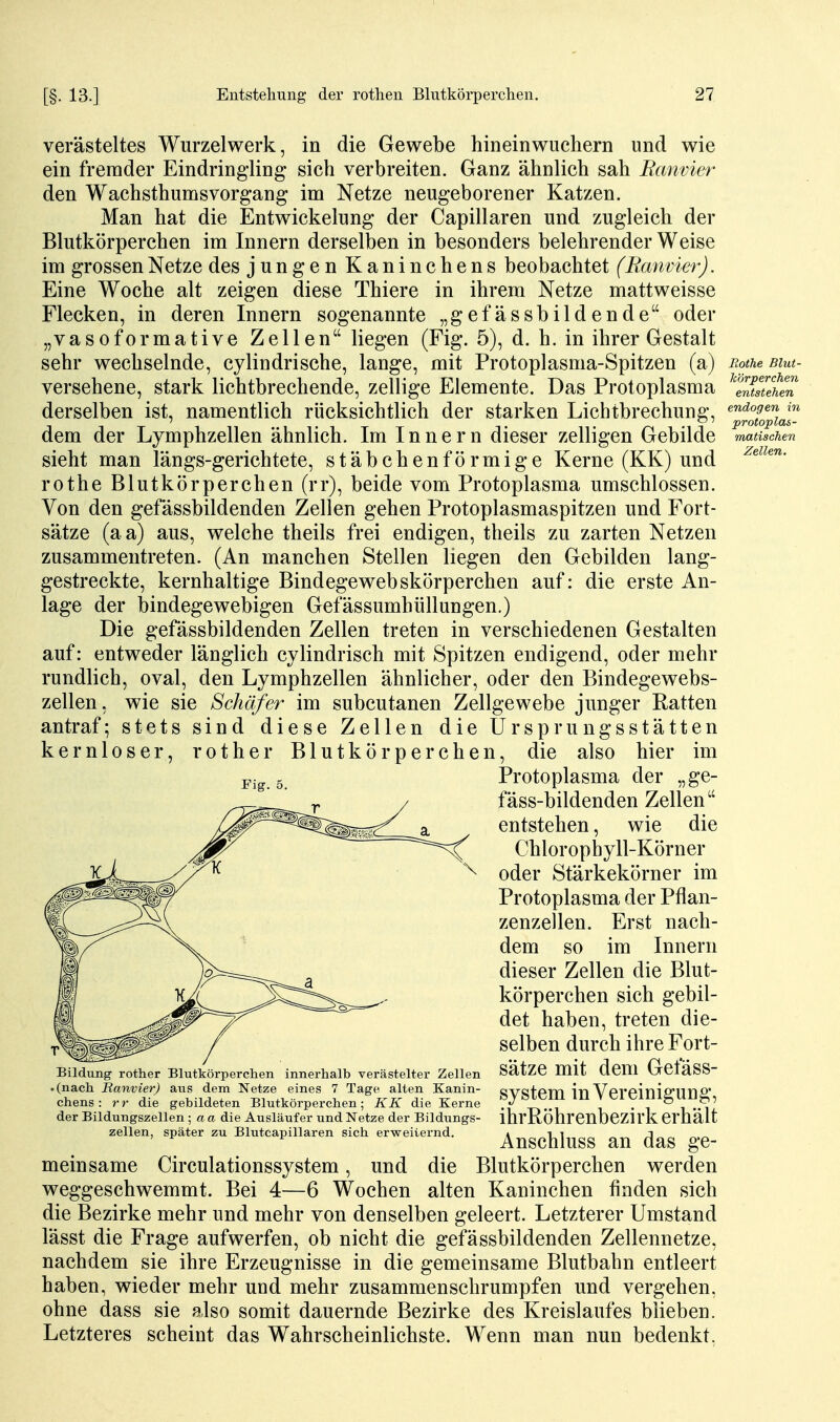 verästeltes Wurzelwerk, in die Gewebe hineinwuchern und wie ein fremder Eindringling sich verbreiten. Ganz ähnlich sah Ranvier den Wachsthumsvorgang im Netze neugeborener Katzen. Man hat die Entwickelung der Capillaren und zugleich der Blutkörperchen im Innern derselben in besonders belehrender Weise im grossen Netze des jungen Kaninchens beobachtet (Ranvier). Eine Woche alt zeigen diese Thiere in ihrem Netze mattweisse Flecken, in deren Innern sogenannte „gefässbildende oder „vasoformative Zellen liegen (Fig. 5), d. h. in ihrer Gestalt sehr wechselnde, cylindrische, lange, mit Protoplasma-Spitzen (a) Rothe Biut- versehene, stark lichtbrechende, zellige Elemente. Das Protoplasma ^eSS? derselben ist, namentlich rücksichtlich der starken Lichtbrechung, ^^^^J'^Jf dem der Lymphzellen ähnlich. Im Innern dieser zelligen Gebilde manschen sieht man längs-gerichtete, stäbchenförmige Kerne (KK) und rothe Blutkörperchen (rr), beide vom Protoplasma umschlossen. Von den gefässbildenden Zellen gehen Protoplasmaspitzen und Fort- sätze (aa) aus, welche theils frei endigen, theils zu zarten Netzen zusammentreten. (An manchen Stellen liegen den Gebilden lang- gestreckte, kernhaltige Bindegewebskörperchen auf: die erste An- lage der bindegewebigen Gefässumhüllungen.) Die gefässbildenden Zellen treten in verschiedenen Gestalten auf: entweder länglich cylindrisch mit Spitzen endigend, oder mehr rundlich, oval, den Lymphzellen ähnlicher, oder den Bindegewebs- zellen, wie sie Schäfer im subcutanen Zellgewebe junger Ratten antraf; stets sind diese Zellen die Ursprungsstätten kernloser, rot her Blutkörperchen, die also hier im Protoplasma der „ge- fäss-bildenden Zellen entstehen, wie die Chlorophyll-Körner oder Stärkekörner im Protoplasma der Pflan- zenzellen. Erst nach- dem so im Innern dieser Zellen die Blut- körperchen sich gebil- det haben, treten die- selben durch ihre Fort- sätze mit dem Gefäss- system in Vereinigung, ihrRöhrenbezirk erhält Anschluss an das ge- meinsame Circulationssystem, und die Blutkörperchen werden weggeschwemmt. Bei 4—6 Wochen alten Kaninchen finden sich die Bezirke mehr und mehr von denselben geleert. Letzterer Umstand lässt die Frage aufwerfen, ob nicht die gefässbildenden Zellennetze, nachdem sie ihre Erzeugnisse in die gemeinsame Blutbahn entleert haben, wieder mehr und mehr zusammenschrumpfen und vergehen, ohne dass sie also somit dauernde Bezirke des Kreislaufes blieben. Letzteres scheint das Wahrscheinlichste. Wenn man nun bedenkt. Fig. 5. Bildung rother Blutkörperchen innerhalb verästelter Zellen (nach Ranvier) aus dem Netze eines 7 Tage alten Kanin- chens : rr die gebildeten Blutkörperchen; KK die Kerne der Bildungszellen ; a a die Ausläufer und Netze der Bildungs- zellen, später zu Blutcapillaren sich erweiternd.