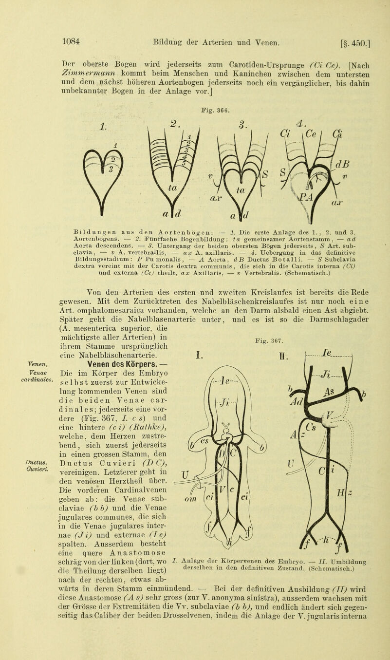 [§. 450.] Der oberste Bogen wird jederseits zum Carotiden-Ursprunge CCi Ce). [Nach Zimmermann kommt beim Menschen und Kaninchen zwischen dem untersten und dem nächst höheren Aortenbogen jederseits noch ein vergänglicher, bis dahin unbekannter Bogen in der Anlage vor.] Fig. 366. Bildungen aus den Aortenbögen: — 1. Die erste Anlage des 1., 2. und 3. Aortenbogens. — 2. Fünffache Bogenbildung: ta gemeinsamer Aortenstamm, — ad Aorta descendens. — 3. Untergang der beiden obersten Bögen jederseits , S Art. sub- clavia, — D A. vertebrallis, — ax A. axillaris. — 4. Uebergang in das definitive Bildungsstadium: P Pu monalis , — A Aorta, dB Ductus Botalli. — S Subclavia dextra vereint mit der Carotis dextra communis , die sich in die Carotis interna (Ci) und externa (Ce) theilt, ax Axillaris, — v Vertebralis. (Schematisch.) Venen. Venae cardinales. Ductus. Guvieri. Von den Arterien des ersten und zweiten Kreislaufes ist bereits die Eede gewesen. Mit dem Zurücktreten des Nabelbläschenkreislaufes ist nur noch eine Art. omphalomesaraica vorhanden, welche an den Darm alsbald einen Ast abgiebt. Später geht die Nabelblasenarterie unter, und es ist so die Darmschlagader (A. mesenterica superior, die mächtigste aller Arterien) in ihrem Stamme ursprünglich eine Nabelbläschenarterie. Venen des Körpers. — Die im Körper des Embryo selbst zuerst zur EntAvicke- lung kommenden Venen sind die beiden Venae car- dinales; jederseits eine vor- dere (Eig. 367, /. c s) und eine hintere (c i) (Rathhe), welche, dem Herzen zustre- bend, sich zuerst jederseits in einen grossen Stamm, den Ductus Cuvieri (D C), vereinigen. Letzterer geht in den venösen Herztheil über. Die vorderen Cardinalvenen geben ab: die Venae sub- claviae (hh) und die Venae jugulares communes, die sich in die Venae jugulares inter- nae (Ji) und externae (I e) spalten. Ausserdem besteht eine quere Anastomose schräg von der linken (dort, wo die Theilung derselben liegt) nach der rechten, etwas ab- wärts in deren Stamm einmündend. — Bei der definitiven Ausbildung (II) wird diese Anastomose (As) sehr gross (zur V. anonyma sinistra), ausserdem wachsen mit der Grösse der Extremitäten die Vv. subclaviae (b h), und endlich ändert sich gegen- seitig dasCaliber der beiden Drosselvenen, indem die Anlage der V.jugularis interna Anlage der Körpervenen des Emb: Umbildung derselben in den definitiven Zustand. (Schematisch.)