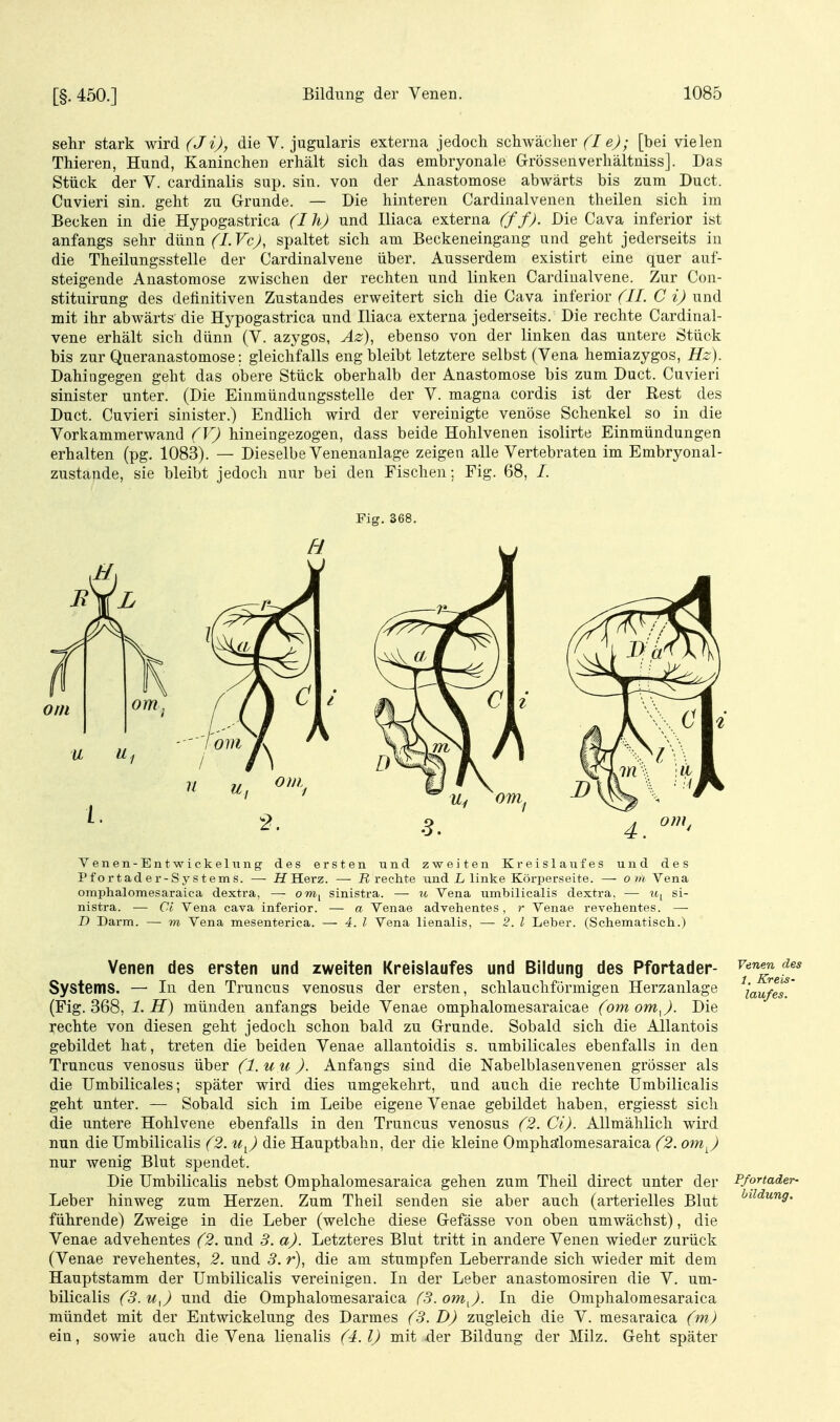 [§. 450.] sehr stark wird (Ji), die V. jugularis externa jedoch schwächer e^; [bei vielen Thieren, Hund, Kaninchen erhält sich das embryonale Grössenverhältniss]. Das Stück der V. cardinalis sup. sin. von der Anastomose abwärts bis zum Duct. Cuvieri sin. geht zu Grunde. — Die hinteren Cardinalvenen theilen sich im Becken in die Hypogastrica (I hj und Iliaca externa (ffj. Die Cava inferior ist anfangs sehr düRn (LVcJ, spaltet sich am Beckeneingang und geht jederseits in die Theilungsstelle der Cardinalvene über. Ausserdem existirt eine quer auf- steigende Anastomose zwischen der rechten und linken Cardinalvene. Zur Con- stituirung des definitiven Zustandes erweitert sich die Cava inferior (II. C i) und mit ihr abwärts die Hypogastrica und Hiaca externa jederseits. Die rechte Cardinal- vene erhält sich dünn (V. azygos, Äz), ebenso von der linken das untere Stück bis zur Queranastomose; gleichfalls eng bleibt letztere selbst (Vena hemiazygos, Hz). Dahingegen geht das obere Stück oberhalb der Anastomose bis zum Duct. Cuvieri sinister unter. (Die Einmündungssteile der V. magna cordis ist der Rest des Duct. Cuvieri sinister.) Endlich wird der vereinigte venöse Schenkel so in die Vorkammerwand (V) hineingezogen, dass beide Hohlvenen isolirte Einmündungen erhalten (pg. 1083). — Dieselbe Venenanlage zeigen alle Vertebraten im Embryonal- zustande, sie bleibt jedoch nur bei den Fischen: Fig. 68, /. Fig.368. Venen-Entwickelimg des ersten und zweiten Kreislaufes und des Pfortader-Systems. — IfHerz. —• J? rechte und L linke Körperseite. — o w Vena omphalomesaraica dextra, — om, sinistra. — u Vena umbilicalis dextra, — u^^ si- nistra. — Ci Vena cava inferior. — a Venae advelientes, r Venae revehentes. — D Darm. — m Vena mesenterica. — 4. l Vena lienalis, — 2. l Leber. (Schematisch.) Venen des ersten und zweiten Kreislaufes und Bildung des Pfortader- Systems. — In den Truncus venosus der ersten, schlauchförmigen Herzanlage (Fig. 368, 1. ^f) münden anfangs beide Venae omphalomesaraicae (omom^). Die rechte von diesen geht jedoch schon bald zu Grunde. Sobald sich die Allantois gebildet hat, treten die beiden Venae allantoidis s. umbilicales ebenfalls in den Truncus venosus über (l.uii). Anfangs sind die Nabelblasenvenen grösser als die Umbilicales; später wird dies umgekehrt, und auch die rechte Umbilicalis geht unter. — Sobald sich im Leibe eigene Venae gebildet haben, ergiesst sich die untere Hohlvene ebenfalls in den Truncus venosus (2. Ci). Allmählich wird nun die Umbilicalis (2. u^) die Hauptbahn, der die kleine Omphälomesaraica (2. omj nur wenig Blut spendet. Die Umbilicalis nebst Omphalomesaraica gehen zum Theil direct unter der Leber hinweg zum Herzen. Zum Theil senden sie aber auch (arterielles Blut führende) Zweige in die Leber (welche diese Gefässe von oben umwächst), die Venae advehentes (2. und 3. a). Letzteres Blut tritt in andere Venen wieder zurück (Venae revehentes, 2. und 3. r), die am stumpfen Leberrande sich wieder mit dem Hauptstamm der Umbilicalis vereinigen. In der Leber anastomosiren die V. um- bilicalis (3. u^) und die Omphalomesaraica (3. omj. In die Omphalomesaraica mündet mit der Entwickelung des Darmes (3. D) zugleich die V. mesaraica (m) ein, sowie auch die Vena lienalis (4.1) mit 4er Bildung der Milz. Geht später Venen des 1. Kreis- laufes. Pfortader- bildung.