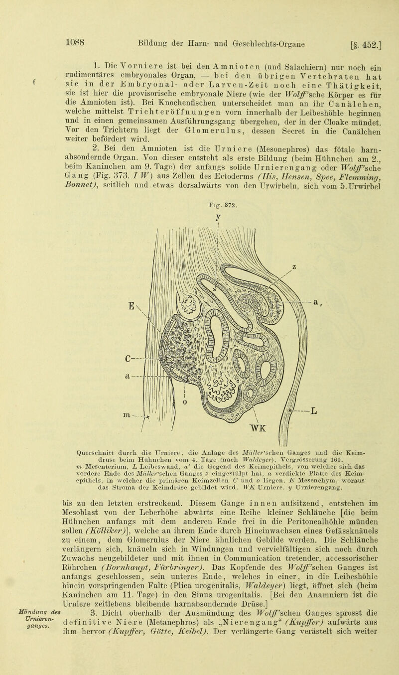 1. DieVorniere ist bei denAmnioten (und Salachiern) nur noch ein rudimentäres embryonales Organ, — bei den übrigen Vertebraten hat sie in der Embryonal- oder Larven-Zeit noch eine Thätigkeit, sie ist hier die provisorische embryonale Niere (wie der Wolff'^Q'he Körper es für die Amnioten ist). Bei Knochenfischen unterscheidet man an ihr Canälchen, welche mittelst Trichteröffnungen vorn innerhalb der Leibeshöhle beginnen und in einen gemeinsamen Ausführungsgang übergehen, der in der Cloake mündet. Vor den Trichtern liegt der Glomerulus, dessen Secret in die Canälchen weiter befördert wird. 2. Bei den Amnioten ist die Urniere (Mesonephros) das fötale harn- absondernde Organ. Von dieser entsteht als erste Bildung (beim Hühnchen am 2., beim Kaninchen am 9. Tage) der anfangs solide Urnierengang oder Wolff'schQ Gang (Fig. 373. / W) aus Zellen des Ectoderms (His, Bensen, Spee, Flemming, Bonnet), seitlich und etwas dorsalwärts von den Urwirbeln, sich vom ö.Urwii'bel Fig. 372. J Querschnitt durch die TJrniere, die Anlage des Müller''sc\ien Ganges und die Keim- drüse beim Hühnchen vom 4. Tage (nach Waldeyer). Vergrösserung 160. VI Mesenteriiim, L Leibeswand, a' die Gegend des Keimepithels, von welcher sich das vordere Ende des MttWer'schen Ganges z eingestülpt hat, a verdickte Platte des Keim- epithels, in welcher die primären Keimzellen C und o liegen. E Mesenchym, woraus das Stroma der Keimdrüse gebildet wird. WK TJrnieve. y Urnierengang. bis ZU den letzten erstreckend. Diesem Gange innen aufsitzend, entstehen im Mesoblast von der Leberhöhe abwärts eine Reihe kleiner Schläuche [die beim Hühnchen anfangs mit dem anderen Ende frei in die Peritonealhöhle münden sollen (KöUiker)], welche an ihrem Ende durch Hineinwachsen eines Gefässknäuels zu einem, dem Glomerulus der Niere ähnlichen Gebilde werden. Die Schläuche verlängern sich, knäueln sich in Windungen und vervielfältigen sich noch durch Zuwachs neugebildeter und mit ihnen in Communication tretender, accessorischer Röhrchen (Bornhaupt, Fürhringer). Das Kopfende des Tfo^j^'schen Ganges ist anfangs geschlossen, sein unteres Ende, welches in einer, in die Leibeshöhle hinein vorspringenden Falte (Plica urogenitalis, Waldeyer) liegt, öffnet sich (beim Kaninchen am 11. Tage) in den Sinus urogenitalis. [Bei den Anamniern ist die Urniere zeitlebens bleibende harnabsondernde Drüse.] Mündung des 3. Dicht oberhalb der Ausmündung des Wolff'schen Ganges sprosst die ^ganglT' definitive Niere (Metanephros) als „Nierengang (Kupffer) aufwärts aus ihm hervor (Kupffer, Götte, Keibel). Der verlängerte Gang verästelt sich weiter