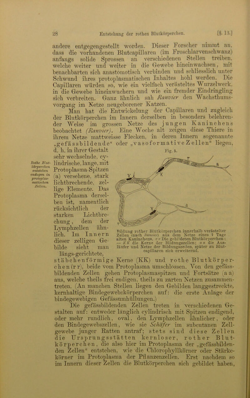 Rothe Blut- körperchen entstehen endogen in protoplas- matischen Zellen, andere entgegengestellt worden. Dieser Forscher nimmt an, dass die vorhandenen Blutcapillaren (im Froschlarvenschwanz) anfangs solide Sprossen an verschiedenen Stellen treiben, welche weiter nnd weiter in die Gewebe hinein wachsen, mit benachbarten sich anastomotisch verbinden und schliesslich unter Schwund ihres protoplasmatischen Inhaltes hohl werden. Die Capillaren würden so, wie ein vielfach verästeltes Wurzelwerk, in die Gewebe hineinwuchern und wie ein fremder Eindringling sich verbreiten. Ganz ähnlich sah Ranvier den Wachsthums- vorgang im Netze neugeborener Katzen. Man hat die Entwickelung der Capillaren und zugleicli der Blutkörperchen im Innern derselben in besonders belehren- der Weise im grossen Netze des jungen Kaninchens beobachtet (Ranvier). Eine Woche alt zeigen diese Thiere in ihrem Netze mattweisse Flecken, in deren Innern sogenannte „gefässbildende d. h. in ihrer Gestalt sehr wechselnde, cy- lindrische, lange, mit Protoplasma-Spitzen (a) versehene, stark lichtbrechende, zel- lige Elemente. Das Protoplasma dersel- ben ist, namentlich rücksichtlich der starken Lichtbre- chung , dem der Lymphzellen ähn- lich. Im Innern dieser zelligen Ge- bilde sieht man längs-gerichtete, stäbchenförmige Kerne (KK) und rothe Blutkörper- chenirr), beide vom Protoplasma umschlossen. Von den gefäss- bildenden Zellen gehen Protoplasmaspitzen und Fortsätze (a a) aus, welche theils frei endigen, theils zu zarten Netzen zusamnien- treten. (An ra.anchen Stellen liegen den Gebilden langgestreckte, kernhaltige Bindegewebskörperchen auf: die erste Anlage der bin dege webigen Gef äs sumhü Ilun gen.) Die gefässbildenden Zellen treten in A’-erschiedenen Ge- stalten auf: entweder länglich cylindrisch mit Spitzen endigend, oder mehr rundlich, oval, den Lymphzellen ähnlicher, oder den Bindegewebszellen, wie sie Schäfer im subcutanen Zell- gewebe junger Ratten antraf; stets sind diese Zellen die Ursprungsstätten kernloser, rother Blut- körperchen, die also hier im Protoplasma der „gefässbilden- den Zellen“ entstehen, wie die Chlorophyllkörner oder Stärke- körner im Protoplasma der Pflanzenzellen. Erst nachdem so im Innern dieser Zellen die Blutkörperchen sich gebildet haben. oder „vasoformativeZellen“ liegen. Fig. 5. Bildung rother Blutkörperchen innerhalb verästelter Zellen (nach Ranvier) aus dem Netze eines 7 Tage alten Kaninchens, r r Die gebildeten Blutkörperchen : — KK die Kerne der Bildungszellen; aa die Aus- läufer und Netze der Bildungszeilen, später zu Blut- capillaren sich erweiternd.