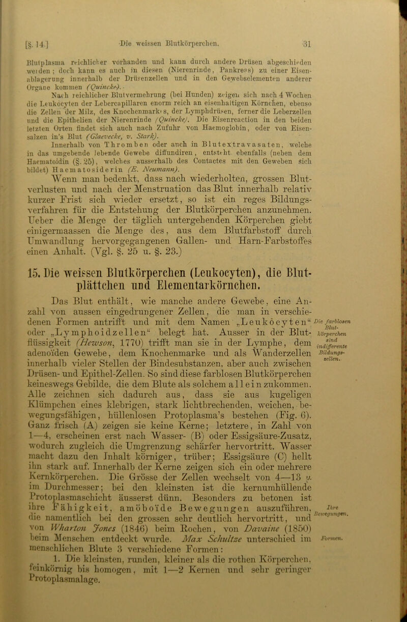 Blulplasiiia reichlicher vorhanden und kauu durch andere Drüsen abgeschieden Avciden; doch kann es auch in diesen (Nierenriiide, Pankreas) zu einer Eisen- ablagerung innerhalb der Drüsenzellen und in den Gewebsclenienten anderer Organe kommen (Qtnncke-). ■ Nach reichlicher Blutverniehrung (bei Hunden) zeigen sich nach 4 Wochen die Leukocyten der Lebercapillaren enorm reich an eisenhaltigen Körnelien, ebenso die Zellen der Milz, des Knochenmark» s, der Lymphdrüsen, ferner die Leberzellen und die Epithelien der Nierenrinde (QuinckeJ, Die Eisenreaction in den beiden letzten Orten tindet sich auch nach Zufuhr von Haemoglobin, oder von Eisen- salzen in’s Blut (Glaevecke, v. Stark). Innerhalb von Thromben oder auch in Blutextravasaten, welche in das umgebende lebende Gewebe diffundiren, entsttht ebenfalls (neben dem Haematoidin (§.25), welches ausserhalb des Contactes mit den Geweben .sich bildet) Haematosiderin (E. Neumann). 'Wenn man bedenkt, dass nach wiederholten, grossen Blut- verlusten und nach der Menstruation das Blut innerhalb relativ kurzer Frist sich wieder ersetzt, so ist ein reges Bildungs- verfahren für die Entstehung der Blutkörperchen anzunehmen. Eeber die Menge der täglich untergehenden Körperchen giebt einigermaassen die Menge des, aus dem Blutfarbstoff durch Umwandlung hervorgegangenen Gallen- und Harn-Earbstoffes einen Anhalt. (Vgl. §. 25 u. §. 23.) / 15. Die weissen Blutkörperclien (Leukocyten), die Blut- plätt cken und Elemeutarkörnclien. Das Blut enthält, wie manche andere Gewebe, eine An- zahl von aussen eingedrungener Zellen, die man in verschie- denen Formen antrifft und mit dem Namen „Leukocyten“ oder „Lymphoidzellen“ belegt hat. Ausser in der Blut- flüssigkeit (Hewson.^ 1770) trifft man sie in der Lymphe, dem adenoiden Gewebe, dem Knochenmarke und als Wanderzellen innerhalb xdeler Stellen der Bindesubstanzen, aber auch zwischen Drüsen- und Epithel-Zellen. So sind diese farblosen Blutkörperchen keineswegs Gebilde, die dem Blute als solchem allein zukommen. Alle zeichnen sich dadurch aus, dass sie aus kugeligen Klümpchen eines klebrigen, stark lichtbrechenden, weichen, be- wegungsfähigen, hüllenlosen Protoplasma’s bestehen (Fig. 6). Ganz frisch (A) zeigen sie keine Kerne; letztere, in Zahl von 1—4, erscheinen erst nach Wasser- (B) oder Essigsäure-Zusatz, wodurch zugleich die Umgrenzung schärfer hervortritt. Wasser macht dazu den Inhalt körniger, trüber; Essigsäure (C) hellt ihn stark auf. Innerhalb der Kerne zeigen sich ein oder mehrere Kemkörperchen. Die Grösse der Zellen wechselt von 4—13 a im Durchmesser; bei den kleinsten ist die kernumhüllende Protoj)lasmaschicht äusserst dünn. Besonders zu betonen ist ihre Fähigkeit, amöboide Bewegungen auszuführen, die namentlich bei den grossen sehr deutlich hervortritt, und von Wharton Jones (1846) beim Kochen, von Davaine (1850) heim Menschen entdeckt wurde. Max Schnitze unterschied im menschlichen Blute 3 verschiedene Formen: 1. Die kleinsten, runden, kleiner als die rothen Körperchen, feinkörnig bis homogen, mit 1—2 Kernen und sehr geringer Protopla.smalage. Die farblosen Blut- körperchen sind indiffere^ite Bildungs- zellen. Ihre Bewegungen, Donnen.