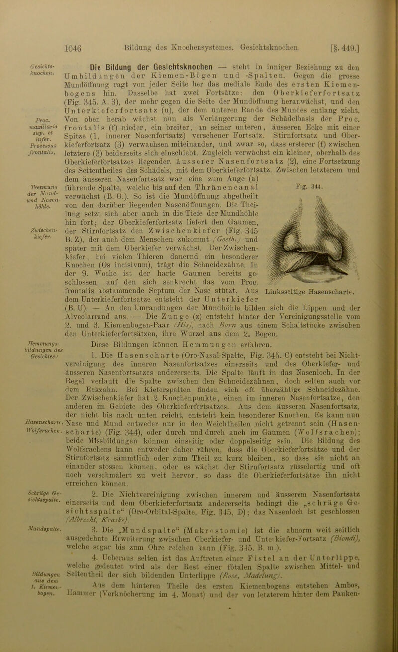 Gesichts- knochen. Proc. maxillaris sup. et infer. Processus frontalis. Trennuri'i der Mund- und Sasen- höhle. ZvAschen- kiefer. Hemmuvgs- hüdnngen des Gesichtes: Hasenscharti. ii'ol/sr ackert. Schräge Ge- sichtsapalte. Mundspalte. Mldungen aus dem 1. KUmer.- bogen. Fig. 344. Die Bildung der Gesichtsknochen — steht in inniger Beziehung zu den Umbildungen der Kiemen-Bö gen und -Spalten. Gegen die grosse Mundöffnung ragt von jeder Seite her das mediale Ende des ersten Kiemen- bogens hin. Dasselbe hat zwei Forts<ätze; den 0 b erk i efert'o rtsa tz (Fig. 345. A. 3), der mehr gegen die Seite der Mundöffnung heran wächst, und den Un t e r k i cl'e r f 0 r t s a t z (u), der dem unteren Rande des Mundes entlang zieht. Von oben herab wächst mm als Verlängerung der Schädelbasis der Proc. frontalis (f) nieder, ein breiter, an seiner unteren, äusseren Ecke mit einer Spitze (1, innerer Nasenfortsatz) versehener Fortsatz. Stirnfortsatz und Ober- kieferfortsatz (3) verwachsen miteinander, und zwar so, dass ersterer (f) zwischen letztere (3) beiderseits sich einschiebt. Zugleich verwächst ein kleiner, oberhalb des Oberkieferfortsatzes liegender, äusserer Nasenfortsatz (2), eine Fortsetzung des Seitentheiles des Schädels, mit dem Oberkieferfortsatz. Zwi.schen letzterem und dem äusseren Nasenfortsatz war eine zum Auge (a) führende Spalte, welche bis auf den Thränencanal verwächst (B. 0.). So ist die Mundöffnung abgetheilt von den darüber liegenden Nasenöffnungen. Die Thei- lung setzt sich aber auch in die Tiefe der Mundhöhle hin fort; der Oberkieferfortsatz liefert den Gaumen, der Stirnfortsatz den Zwischen kiefer (Fig. 345 B. Z), der auch dem Menschen zukommt (Goeth.j und später mit dem Oberkiefer verwächst. Der Zwischen- kiefer , bei vielen Thieren dauernd ein besonderer Knochen (Os incisivum), trägt die Schneidezähne. In der 9. Woche ist der harte Gaumen bereits ge- schlossen , auf den sich senkrecht das vom Proc. frontalis abstammende Septum der Nase stützt. Aus dem ünterkieferfortsatze entsteht der Unterkiefer (ß. U). — An den Umrandungen der Mundhöhle bilden sich die Lippen und der Älveolarrand ans. — Die Zunge (z) entsteht hinter der Vereinigungsstelle vom 2. und 3. Kiemenbogen-Paar (tlisj, nach Born aus einem Schaltstücke zwischen den Unterkieferfortsätzen, ihre Wurzel aus dem 2. Bogen. Diese Bildungen können Hemmungen erfahren. 1. Die Hasenscharte (Oro-Nasal-Spalte, Fig. 345. C) entsteht bei Nicht- vereiuigung des inneren Nasenfortsatzes einerseits und des Oberkiefer- und' äusseren Nasenfortsatzes andererseits. Die Spalte läuft in das Nasenloch. In der Regel verläuft die Spalte zwischen den Schneidezähnen, doch selten auch vor dem Eckzahn. Bei Kieferspalten finden sich oft überzählige Schneidezähne. Der Zwischenkiefer hat 2 Knochenpunkte, einen im inneren Nasenfortsatze, den anderen im Gebiete des Oberkieferfortsatzes. Aus dem äusseren Nasenfortsatz, der nicht bis nach unten reicht, entstellt kein besonderer Knochen. Es kann nun Nase und Mund entweder nur in den Weichtheilen nicht getrennt sein (Hasen- scharte) (Fig. 344), oder durch und durch auch im Gaumen (Wolfsrachen); beide Missbildungen können einseitig oder doppelseitig sein. Die Bildung des Wolfsrachens kann entweder daher rühren, dass die Oberkieferfoiisätze und der Stirnfortsatz sämmtlich oder zum Theil zu kurz bleiben, so dass sie nicht an einander stossen können, oder es wächst der Stirnfortsatz rüsselartig und oft noch verschmälert zu weit hervor, so dass die Oberkieferfortsätze ihn nicht erreichen können. Linksseitige Hasenscharte. 2. Die Nichtvereinigung zwischen innerem und äusserem Nasenfortsatz einerseits und dem Oberkieferfortsatz andererseits bedingt die „schräge Ge- s i ch tsspalt e“ (Oro-Orbital-Spalte, Fig. 345, D); das Nasenloch ist geschlossen (Albrecht, Kraske). 3. Die „Mund spalte“ (M akr u s t o m i e) ist die abnorm Aveit seitlich ausgedehnte Erweiterung zwischen Oberkiefer- und Unteikiefer-Fortsalz (Biondi), welche sogar bis zum Ohre reichen kann .(Fig. 345. B. m ). 4. Ueberaus selten ist das Auftreten einer Fistel an d er Un ter li ppe, welche gedeutet wird als der Rest einer fötalen Spalte zwischen Büttel- und Seitentheil der sich bildenden Unterlip])c (Rose, Madelung;. Aus dem hinteren Theile des ersten Kiemenbogens entstehen Ambos, Hammer (Verknöcherung im 4. Monat) und der von letzterem hinter dem Pauken-