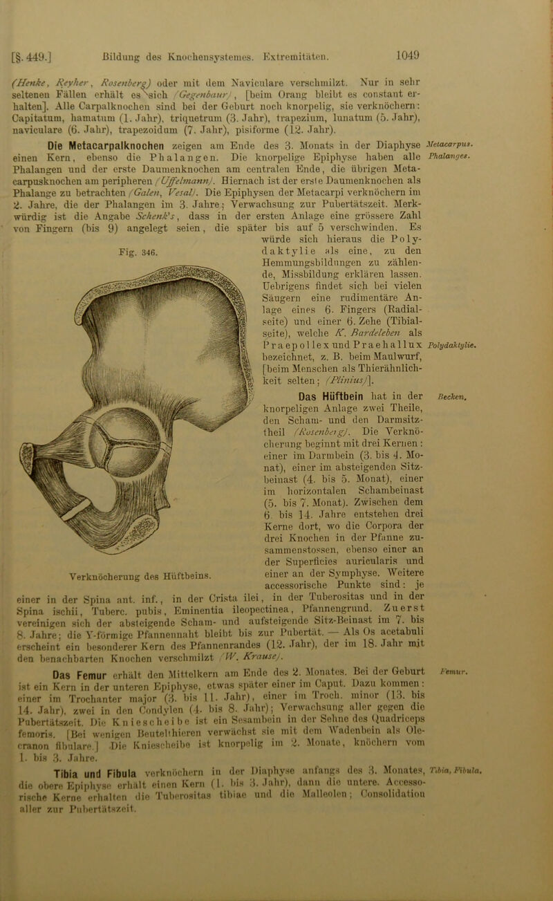 [§.449.] Bildung des Knocliensystemes. Extremitäten. (Hinke, Reyher, Rosenberg) oder mit dem Naviculare verschmilzt. Nur in sehr seltenen Fällen erhält es^ich (Gegenbaurj, [beim Orang bleibt e.s con.stant er- halten]. Alle Carpalknochen sind bei der Geburt noch knorpelig, sie verknöchern: Capitatum, hamatum (1. Jahr), triquetrum (3. Jahr), trapezium, lunatum (5. Jahr), naviculare (6. Jahr), trapezoidum (7. Jahr), pisiforme (12. Jahr). Die Metacarpalknochen zeigen am Ende des 3. Monats in der Diaphyse Hetacarpua. einen Kern, ebenso die Phalangen. Die knorpelige Epiphyse haben alle Phaiange«. Phalangen und der erste Daumenknochen am centralen Ende, die übrigen Meta- carpusknochen am peripheren f Uffelmannj. Hiernach ist der ereie Daumenknochen als Phalange zu betrachten (Galen, Vesal). Die Epiphysen der Metacarpi verknöchern im 2. Jahre, die der Phalangen im 3. Jahre; Verwachsung zur Pubertätszeit. Merk- würdig ist die Angabe Schenk's, dass in der ersten Anlage eine grössere Zahl von Fingern (bis 9) angelegt seien, die später bis auf 5 verschwinden. Es würde sich hiei'aus die Poly- Fig. 346. daktylie als eine, zu den Hemmungsbildnngen zu zählen- de, Missbildung erklären lassen, üebrigens findet sich bei vielen Säugern eine rudimentäre An- lage eines 6- Fingers (Radial- seite) und einer 6. Zehe (Tibial- seite), welche fC. Bardeleben als PraepollexundPraehallux Polydaktylie, bezeichnet, z. B. beim Maulwurf, [beim Menschen als Thierähnlich- keit selten; (Plmhis/\. Das Hüftbein hat in der Bechen. knorpeligen Anlage zwei Theile, den Scham- und den Darmsitz- theil (Rüsenbeig). Die Verknö- cherung beginnt mit drei Kernen : einer im Darmbein (3. bis d. Mo- nat), einer im absteigenden Sitz- beinast (4. bis 5. Monat), einer im horizontalen Schambeinast (5. bis 7. Monat). Zwischen dem 6. bis 14. Jahre entstehen drei Kerne dort, wo die Corpora der drei Knochen in der Pfanne zu- sammensto.«sen, ebenso einer an der Superficies auricularis und Verknöcherung des Hüftbeins. einer an der Symphyse. Weitere accessorische Punkte sind: je einer in der Spina ant. inf., in der Cri.sta ilei, in der Tuberositas und in der Spina ischii, Tuberc. pubis, Eminentia ileopectinea, Pfannengrund. Zuerst vereinigen sich der absteigende Scham- und aufsteigende Sitz-Beinast im 7. bi.s 8. Jahre; die Y-förmige Pfannennaht bleibt bis zur Pubertät. Als Os acetabuli erscheint ein besonderer Kern des Pfannenrandes (12. Jahr), der im 18. Jahr mit den benachbarten Knochen verschmilzt W. Krause). Das Femur erhält den Mittelkern am Ende des 2. Monates. Bei der Geburt temur. i.st ein Kern in der unteren Epiphyse, etwas später einer im Caput. Dazu konimen : einer im Trochanter major (3. his 11. Jahr), einer iin Iroch. minor (13. bis 14. .Jahr), zwei in den Condylen ( l- bis 8. Jahr); Verwachsung aller gegen die Pubertätszeit. Die Kniescheibe ist ein Sesambein in dei Sehne de.s Ouadriceps femoris, [Bei wenigen Beutelihicrcn verwächst sie mit dem Madenbein ahs Ole- cranon fibulare.) -Die Kniescheibe ist knorpelig im 2. Monate, knöchern vom l. bis 3. .Fahre. Tibia und Fibula verknöchern in der Diaphy.se anfangs des 3. Monates, T,hia, Fibula, die obere Epiphyse erhält einen Kern (I. bis 3. Jahr), dann die untere. Accesso- rische Kerne erhalten die Tuberositas tibiac und die Miilleolcn, Consolidatiou ' aller zur Pubertätszeit.