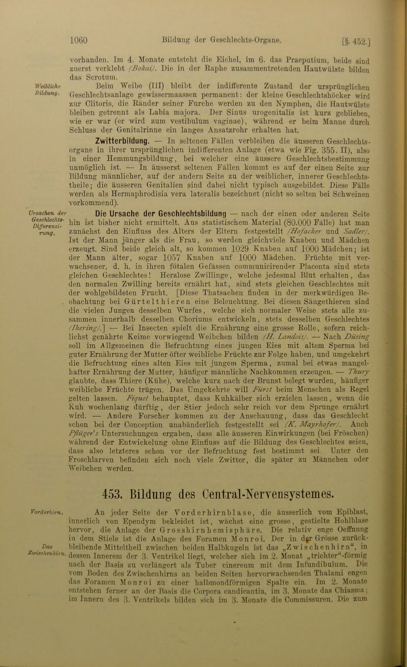 WeiblichK Bildung. Ursachen der Geschlechts- Differemi- rung. Vorderhim. Das Xwischenhirn. vorhanden. Im 4. Monate entsteht die Eichel, im 6. das Praeputium, beide sind zuerst verklebt (BokaiJ. Die in der ßaphe zusammentretenden Hautwiilste bilden das Scrotnm. Beim Weibe (III) bleibt der indifferente Zustand der ursprünglichen Geschlechtsanlage gewissermaassen permanent: der kleine Geschlechtshöcker wird zur Clitoris, die Ränder seiner Furche werden zu den Nymphen, die Hautwülste bleiben getrennt als Labia majora. Der Sinus urogenitalis ist kurz geblieben, wie er war (er wird zum vestibulum vaginae), während er beim Manne durch Schluss der Genitalrinne ein langes Ansatzrohi’ erhalten hat. Zwitterbildung. — In seltenen Fällen verbleiben die äusseren Geschlechts- organe in ihrer ursprünglichen indifferenten Anlage (etwa wie Fig. 355. II), also in einer Hemmungsbildung, bei welcher eine äussere Geschlechtsbestimmung unmöglich ist. — In äusserst seltenen Fällen kommt es auf der einen Seite zur Bildung männlicher, auf der andern Seite zu der weiblicher, innerer Geschlechts- theile; die äusseren Genitalien sind dabei nicht typisch ausgebildet. Diese Fälle werden als Hermaphrodisia vera lateralis bezeichnet (nicht so selten bei Schweinen vorkommend). Die Ursache der Geschlechtsbildung — nach der einen oder anderen Seite hin ist bisher nicht ermittelt. Aus statistischem Material (80.000 Fälle) hat man zunächst den Einfluss des Alters der Eltern festgestellt (Hofacker und Sudler;. Ist der Mann jünger als die Frau, so werden gleichviele Knaben und Mädchen erzeugt. Sind beide gleich alt, so kommen 1029 Knaben auf 1000 Mädchen; ist der Mann älter, sogar 1057 Knaben auf 1000 Mädchen. Früchte mit ver- Avachsener, d. h. in ihren fötalen Gefässen communicirender Placenta sind stets gleichen Geschlechtes! Herzlose Zwillinge, welche jedesmal Blut erhalten , das den normalen Zwilling bereits ernährt hat, sind stets gleichen Geschlechtes mit der wohlgebildeten Frucht. [Diese Thatsachen finden in der merkwürdigen Be- obachtung bei Gürtelthieren eine Beleuchtung. Bei diesen Säugethieren sind die vielen Jungen desselben Wurfes, Avelche sich normaler Weise stets alle zu- sammen innerhalb desselben Choriums entwickeln, stets desselben Geschlechtes flhering)(\ — Bei Insecten spielt die Ernährung eine grosse Rolle, sofern reich- lichst genährte Keime vorwiegend Weibchen bilden (H. LandoisJ. — Nach Düsing soll im Allgemeinen die Befruchtung eines jungen Eies mit altem Sperma bei guter Ernährung der Mutter öfter weibliche Früchte zur Folge haben, und umgekehrt die Befruchtung eines alten Eies mit jungem Sperma, zumal bei etwas mangel- hafter Ernährung der Mutter, häufiger männliche Nachkommen erzeugen. — Thury glaubte, dass Thiere (Kühe), welche kurz nach der Brunst belegt wurden, häufiger ■weibliche Früchte trügen. Das Umgekehrte ■ndll Fürst beim Menschen als Regel gelten lassen. Fiqtiet behauptet, dass Kuhkälber sich erzielen lassen, Avenn die Kuh wochenlang dürftig , der Stier jedoch sehr reich vor dem Sprunge ernährt Avird. — Andere Forscher kommen zu der Anschauung, dass das Geschlecht schon bei der Conception unabänderlich festgestellt sei (K. Mayrhofer). Auch Pßüger's Untersuchungen ergaben, dass alle äusseren EinAvirkungen (bei Fröschen) Avährend der Entwickelung ohne Einfluss auf die Bildung des Geschlechtes seien, dass also letzteres schon vor der Befruchtung fest bestimmt sei. Unter den Froschlarven befinden sich noch viele ZAvitter, die später zu Männchen oder AVeibchen werden. 453, Bildung des Ceiitral-Neryensystemes. An jeder Seite der Vorderhirnblase, die äusserlich vom Epiblast, innerlich von Ependym bekleidet ist, Avächst eine grosse, gestielte Hohlblase herA'or, die Anlage der Grosshirnliemisph äre. Die relativ enge Oeffnung in dem Stiele i.st die Anlage des Foramen Monroi. Der in dgr Grösse zurück- bleibende Mitteltheil zAvischen beiden Halbkugeln ist das „ZAvischenhirn“, in dessen Innerem der 3. Ventrikel liegt, Avelcher sich im 2. Monat „trichter“-förmig nach der Basis zu verlängert als Tubet cinereum mit dem Inlündibulnm. Die vom Boden des ZAvischenhirns an beiden Seiten hervorAvachsenden Thalami engen das Foramen Monroi zu einer halbmondförmigen Spalte ein. Im 2. Monate entstehen ferner an der Basis die Corpora candicantia, im 3. Alonate das Chiasma; im Innern des 3. Ventrikels bilden sich im 3. Monate die Commissuren. Die zum