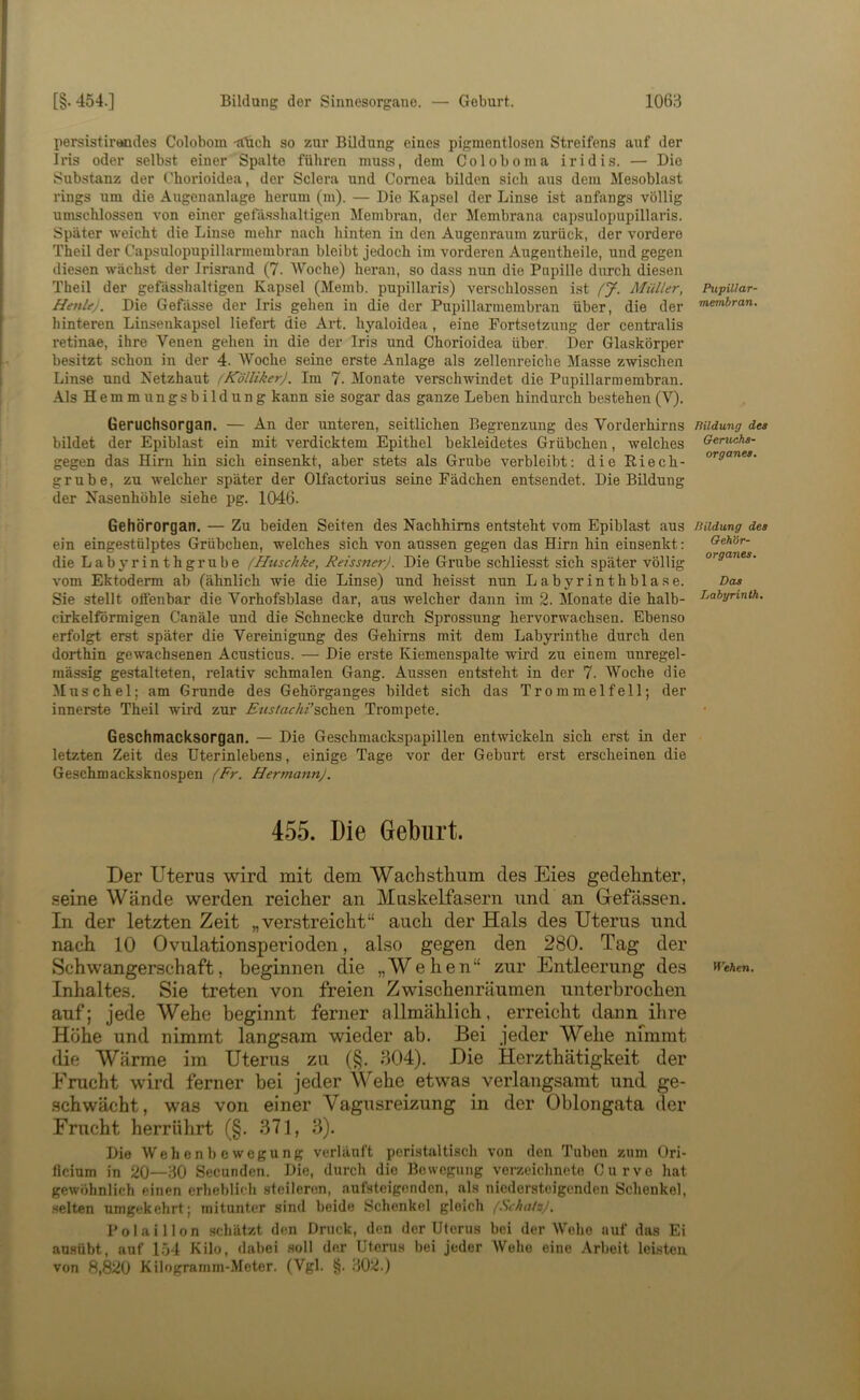 persistirandes Colobom .«tich so zur Bildung eines pigmentlosen Streifens auf der Ix'is oder selbst einer Spalte führen muss, dem Coloboma iridis. — Die Substanz der Chorioidea, der Sclera und Cornea bilden sich ans dem Mesoblast rings um die Augenanlage herum (m). — Die Kapsel der Linse ist anfangs völlig umschlossen von einer getasshaltigen Membran, der Membrana capsulopupillaris. Später weicht die Linse mehr nach hinten in den Augenraum zurück, der vordere Theil der Capsulopupillarmembran bleibt jedoch im vorderen Augentheile, und gegen diesen wächst der Irisrand (7. AVoche) heran, so dass nun die Pupille durch diesen Theil der gefässhaltigen Kapsel (Memb. pupillaris) verschlossen ist fj. Müller, Henlej. Die Gefässe der Iris gehen in die der Pupillarmembran über, die der hinteren Linsenkapsel liefert die Art. hyaloidea, eine Fortsetzung der centralis retinae, ihre Venen gehen in die der Iris und Chorioidea über. Der Glaskörper besitzt schon in der 4. AVoche seine erste Anlage als zellenreiche Masse zwischen Linse und Netzhaut (Kölliker). Im 7. Monate verschwindet die Pupillarmembran. Als Hemmungsbildung kann sie sogar das ganze Leben hindurch bestehen (V). Geruchsorgan. — An der unteren, seitlichen Begrenzung des Vorderhirns bildet der Epiblast ein mit verdicktem Epithel bekleidetes Grübchen, welches gegen das Hirn hin sich einsenkt, aber stets als Grube verbleibt: die Riech- grube, zu welcher später der Olfactorius seine Fädchen entsendet. Die Bildung der Nasenhöhle siehe pg. 1046. Gehörorgan. — Zu beiden Seiten des Nachhims entsteht vom Epiblast aus ein eingestülptes Grübchen, welches sich von aussen gegen das Hirn hin einsenkt: die Labyrinthgrube fHuschke, ReissnerJ. Die Grube schliesst sich später völlig vom Ektoderm ab (ähnlich wie die Linse) und heisst nun Labyrinthblase. Sie stellt ofienbar die Yorhofsblase dar, aus welcher dann im 2. Monate die halb- cirkelförmigen Canäle und die Schnecke durch Sprossung hervorwachsen. Ebenso erfolgt erst später die Vereinigung des Gehirns mit dem Labyrinthe durch den dorthin gewachsenen Acusticus. — Die erste Kiemenspalte wird zu einem unregel- mässig gestalteten, relativ schmalen Gang. Aussen entsteht in der 7. AVoche die Muschel ; am Grunde des Gehörganges bildet sich das Trommelfell; der innerste Theil wird zur Etisiachi’%ch.&ri Trompete. Geschmacksorgan. — Die Geschmackspapillen entwickeln sich erst in der letzten Zeit des Uterinlebens, einige Tage vor der Geburt erst erscheinen die Geschmacksknospen (Fr. Hermann), 455. Die Geburt. Der Uterus wird mit dem WachstUum des Eies gedehnter, seine Wände werden reicher an Muskelfasern und an Gefässen. In der letzten Zeit „verstreicht“ auch der Hals des Uterus und nach 10 Ovulationsperioden, also gegen den 280. Tag der Schwangerschaft, beginnen die „Wehen“ zur Entleerung des Inhaltes. Sie treten von freien Zwischenräumen unterbrochen auf; jede Wehe beginnt ferner allmählich, erreicht dann ihre Höhe und nimmt langsam wieder ab. Bei jeder Wehe nimmt die Wärme im Uterus zu (§. 304). Die Herzthätigkeit der Frucht wird ferner bei jeder Wehe etwas verlangsamt und ge- .schwächt, was von einer Vagusreizung in der Oblongata der Frucht herrührt (§. 371, 3). Die AVehenbewegung verläuft peristaltisch von den Tuben zum Ori- ficium in 20—30 Secunden. Die, durch die Bewegung verzcichnete Curvo hat gewöhnlich einen erheblich steileren, aufsteigenden, als niedersteigenden Schenkel, .‘leiten umgekehrt; mitunter sind beide Schenkel gleich (Schals), Polaillon .schätzt den Druck, den der Uterus bei der AVeho auf das Ei au.sübt, auf L54 Kilo, dabei .soll der Uterus bei jeder AVeho eine Arbeit leisten von 8,820 Kilogramm-Meter. (Vgl. §. 302.) Pupillar- membran, Bildung des Oeru,cha- organes. Bildung des Gehör- organes, Das Labyrinth, Wehen.