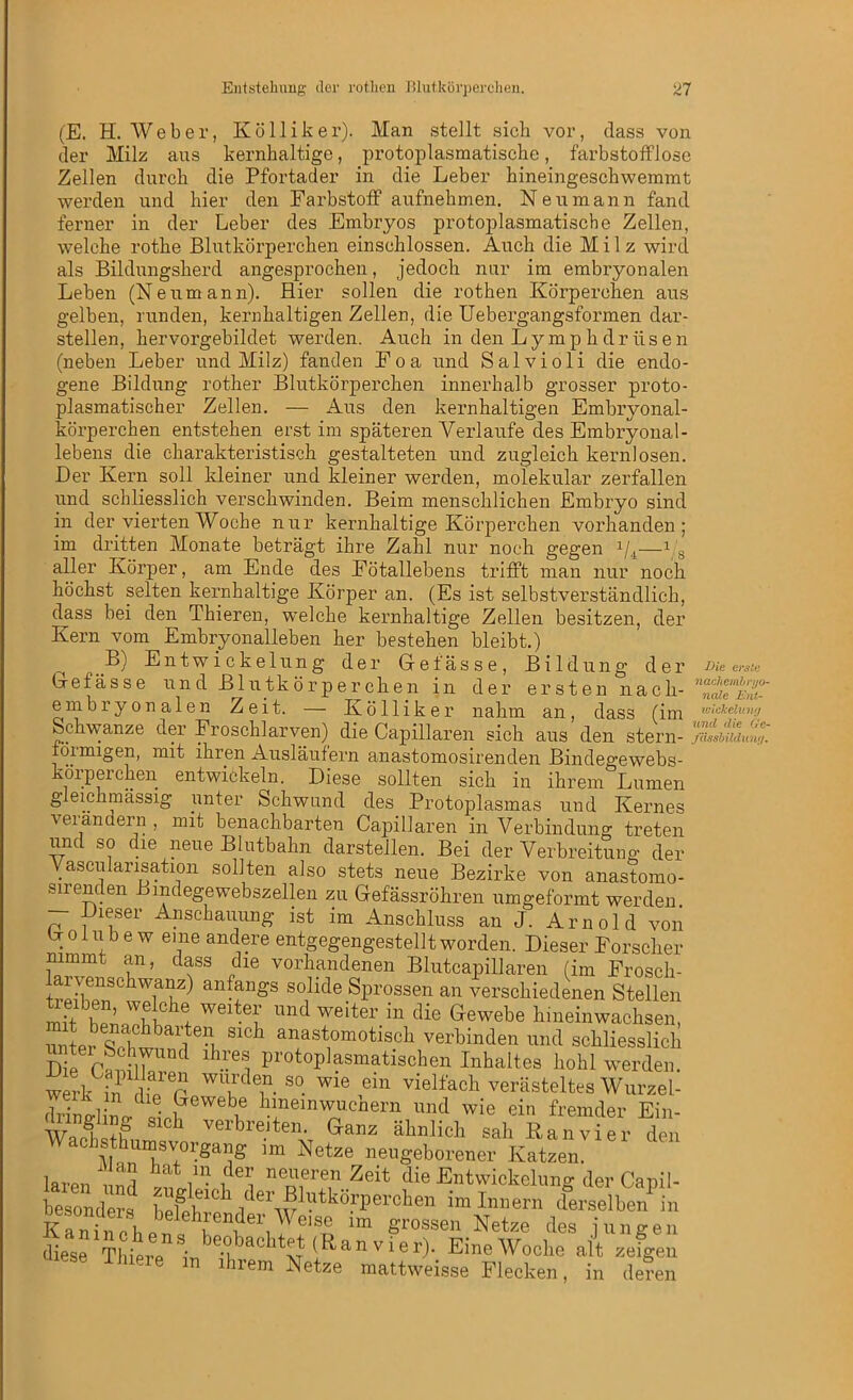 (E. H. W e b e r, K ö 11 i k e r). Man stellt sich vor, dass von der Milz aus kernhaltige, protoplasmatische, farbstofflose Zellen durch die Pfortader in die Leber hineingeschwemmt werden und hier den Farbstoff aufnehmen. Neumann fand ferner in der Leber des Embryos protoplasmatische Zellen, welche rothe Blutkörperchen einschlossen. Auch die Milz wird als Bildungsherd angesprochen, jedoch nur im embryonalen Leben (Neumann). Hier sollen die rothen Körperchen aus gelben, runden, kernhaltigen Zellen, die Uebergangsformen dar- stellen, hervorgebildet werden. Auch in den Ly mp h dr iisen (neben Leber und Milz) fanden Foa und Salvioli die endo- gene Bildung rother Blutkörperchen innerhalb grosser proto- plasmatischer Zellen. — Aus den kernhaltigen Embryonal- körperchen entstehen erst im späteren Verlaufe des Embryonal- lebens die charakteristisch gestalteten und zugleich kernlosen. Der Kern soll kleiner und kleiner werden, molekular zerfallen und schliesslich verschwinden. Beim menschlichen Embryo sind in der vierten Woche nur kernhaltige Körperchen vorhanden; im dritten Monate beträgt ihre Zahl nur noch gegen 1/i—1 8 aller Körper, am Ende des Fötallebens trifft man nur noch höchst selten kernhaltige Körper an. (Es ist selbstverständlich, dass bei den Thieren, welche kernhaltige Zellen besitzen, der Kern vom Embryonalleben her bestehen bleibt.) ^ B) Entwickelung der G-efässe, Bildung der Gefässe und Blutkörperchen in der ersten nach- embryonalen Zeit. — Kölliker nahm an, dass (im Schwänze der Froschlarven) die Capillaren sich aus den stern- ffosbudum, oimigen, mit ihren Ausläufern anastomosirenden Bindegewebs- körperchen entwickeln. Diese sollten sich in ihrem Lumen gleichmässig unter Schwund des Protoplasmas und Kernes \eianaein, mit benachbarten Capillaren in Verbindung treten und so die neue Blutbahn darstellen. Bei der Verbreitung der Vascularisation sollten also stets neue Bezirke von anastomo- slrenden Bindegewebszellen zu Gefässröhren umgeformt werden. — Dieser Anschauung ist im Anschluss an J. Arnold von Doiube w eine andere entgegengestellt worden. Dieser Forscher nimmt an, dass die vorhandenen Blutcapillaren (im Froscli- treih?nChTr anf?üos so1llde Sprossen an verschiedenen Stellen rnh- S \e ch! weitey und weiter in tlie Gewebe hineinwachsen, unte^Schwnrnl e-l ^ ailast1°motisch verbinden und schliesslich Die C«°il7 1 h•6S1 ProtoPlasmatischen Inhaltes hohl werden, werk in 1wurden so wie ein vielfach verästeltes Wurzel- drintwdl?eWebi? hfe™chern und wie ein fremder Ein- Wnif S1C^ vei Seiten. Ganz ähnlich sah Ran vier den Wachsthumsvorgang im Netze neugeborener Katzen laren S hat ide:? neaeren Zeit die Entwickelung der Capil- besonders 1icKf1C 11dei\21?tk8FPerclien ™ Innern derselben in Kaninchen«^ neri?riSü lm gossen Netze des jungen 'Lese Thiere in ihrem Netze Die erste 7iachembryo- ncde Ent- wickelung und die Ge- ‘ r). Eine Woche alt mattweisse Flecken, m zeigen deren