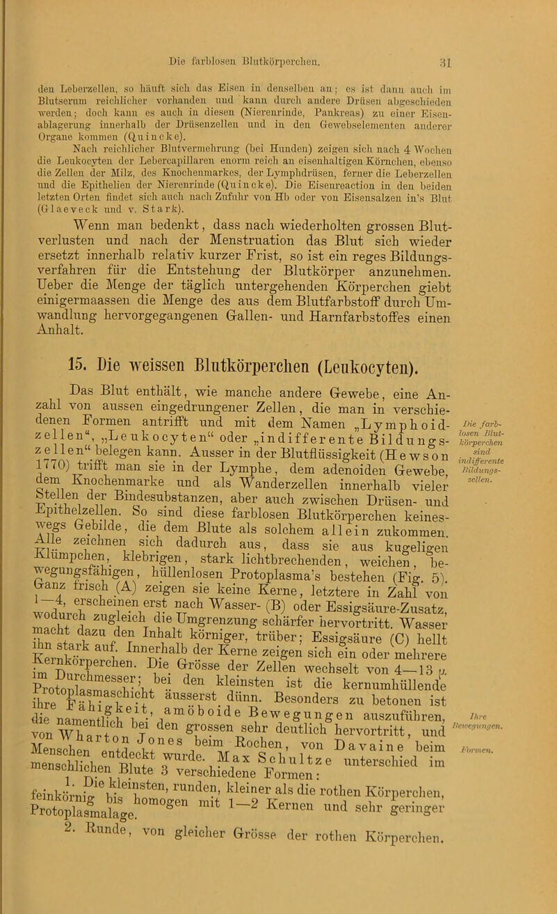 den Leberzellen, so häuft sich das Eisen in denselben an; cs ist dann auch im Blutserum reichlicher vorhanden und kann durch andere Drüsen abgeschieden ■werden; doch kann es auch in diesen (Nierenrinde, Pankreas) zu einer Eisexx- ablagerung innerhalb der Driisenzellen und in den Gewebselementen anderer Organe kommen (Qxxincke). Nach reichlicher Blutvermelmmg (bei Hxxnden) zeigen sich nach 4 Wochen die Lexxkocyten der Lebercapillareu enorm reich an eisenhaltigen Körnchen, ebenso die Zellen der Milz, dos Knochenmarkes, der Lymphdrüsen, ferner die Lebei’zellen xxnd die Epitlielien der Nierenrinde (Quin eke). Die Eisenreaction in den beiden letzten Orteix findet sich auch nach Zxxfxxhr von Hb oder von Eisensalzen in’s Blut (Glaeveck xxnd v. Stark). Wenn man bedenkt, dass nach wiederholten grossen Blut- verlusten und nach der Menstruation das Blut sich wieder ersetzt innerhalb relativ kurzer Frist, so ist ein reges Bildungs- verfahren für die Entstehung der Blutkörper anzunehmen. Ueber die Menge der täglich untergehenden Körperchen giebt einigermaassen die Menge des aus dem Blutfarbstoff durch Um- wandlung hervorgegangenen Gallen- und Harnfarbstoffes einen Anhalt. 15. Die weissen Blutkörperchen (Leukocyten). Das Blut enthält, wie manche andere Gewebe, eine An- zahl von aussen eingedrungener Zellen, die man in verschie- denen Formen antrifft und mit dem Namen „Lymplioid- 1>ie färb- zellen“ „Leukocyten“ oder „indifferente Bildungs- kör,percilm 177m Lmegen kann‘ ^USSTer in der Blutflüssigkeit (Hewson it$£mte .) tiifrt man sie m der Lymphe, dem adenoiden Gewebe, Bildungs- dem Knochenmarke und als Wanderzellen innerhalb vieler zeUcn' stellen der Bindesubstanzen, aber auch zwischen Drüsen- und Epithelzellen. So sind diese farblosen Blutkörperchen keines- wegs Gebilde, die dem Blute als solchem allein zukommen. Alle zeichnen sich dadurch aus, dass sie aus kugeligen Klümpchen,. klebrigen, stark lichtbrechenden, weichen, be- wegungsfahigen , hüllenlosen Protoplasma’s bestehen (Fig. 5). Ganz irisch (A) zeigen sie keine Kerne, letztere in Zahl von wodmvbSCheiin®\ern- rf011 Wasser' (B) oder Essigsäure-Zusatz, macht d« SieiChT (!ie1Llfgrenzung schärfer hervortritt. Wasser ikldL Inhalt körniger, trüber; Essigsäure (C) hellt 1er zei«en s!ch ®in oder mehrere im Knrcl ken.’. *ile- ^r1rosse d?r Zollen wechselt von 4—13 u Protonlasxna SSf^ C^Gn kleinsten 1SI «He kernumhüllende ihre F^hTc- k pxU aUSS.\r8t. dünB* Besonders zu betonen ist die namentlfJ e1lt-’1am°b°lde Bewegungen auszuführen, von wlaf ol lV611 grossen sehr deutlich hervortritt, und Menschen J°nes beim Röchen, von Davaine beim menschlichen ? wurde Max Schnitze unterschied im feinkörni^bi«611^611’lunde?’ kleiner als die rothen Körperchen, Protoplasmalage. °m°gen mit 1_~2 Kernen llnd sehr geringer 2. Kunde, von gleicher Grösse der rothen Körperchen. J/it'C Bewegungen. l’bnnen.