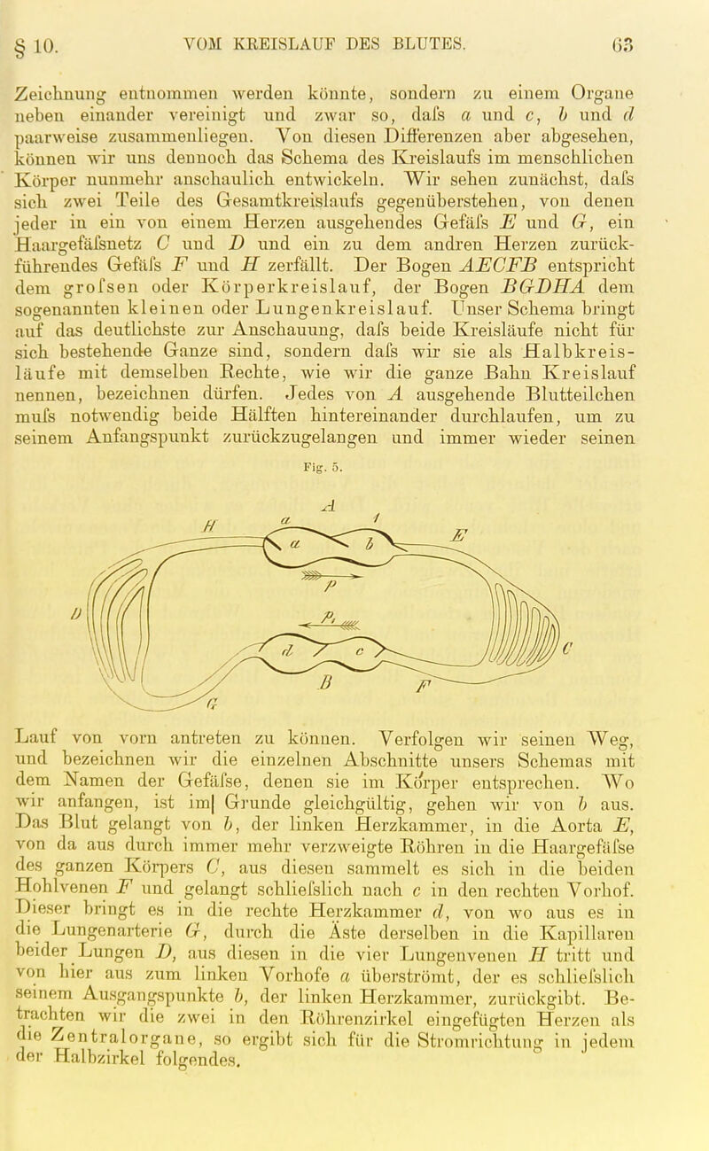 Zeichnung entnommen werden könnte, sondern zu einem Organe neben einander vereinigt und zwar so, dal's a und c, h und d paarweise zusammenliegen. Von diesen Differenzen aber abgesehen, können wir uns dennoch das Schema des Kreislaufs im menschlichen Körper nunmehr anschaulich entwickeln. Wir sehen zunächst, dafs sich zwei Teile des Gesamtkreislaufs gegenüberstehen, von denen jeder in ein von einem Herzen ausgehendes Gefäfs E und G, ein Haargefäfsnetz G und D und ein zu dem andren Herzen zurück- führendes Gefäfs F und H zerfällt. Der Bogen AEGFB entspricht dem grofsen oder Körperkreislauf, der Bogen BGDHA dem sogenannten kleinen oder Lungenkreislauf. Unser Schema bringt auf das deutlichste zur Anschauung, dafs beide Kreisläufe nicht für sich bestehende Ganze sind, sondern dafs wir sie als Halbkreis- läufe mit demselben Rechte, wie wir die ganze Bahn Kreislauf nennen, bezeichnen dürfen. Jedes von A ausgehende Blutteilchen mufs notwendig beide Hälften hintereinander durchlaufen, um zu seinem Anfangspunkt zurückzugelangen und immer wieder seinen Fig. 5. Lauf von vorn antreten zu können. Verfolgen wir seinen Weg, und bezeichnen wir die einzelnen Abschnitte unsers Schemas mit dem Namen der Gefäfse, denen sie im Körper entsprechen. Wo wir anfangen, ist im| Grunde gleichgültig, gehen wir von h aus. Das Blut gelangt von &, der linken Herzkammer, in die Aorta E, von da aus durch immer mehr verzweigte Röhren in die Haargefäfse des ganzen Körpers C, aus diesen sammelt es sich in die beiden Hohlvenen F und gelangt schliefslich nach c in den rechten Vorhof. Dieser bringt es in die rechte Herzkammer d, von wo aus es in die Lungenarterie G, durch die Äste derselben in die Kapillaren beider Lungen D, aus diesen in die vier Lungenveneu H tritt und von hier aus zum linken Vorhofe a überströmt, der es schliefslich semem Ausgangspunkte h, der linken Herzkammer, zurückgibt. Be- trachten wir die zwei in den Röhrenzirkel eingefügten Herzen als die Zentralorgaue, so ergibt sich für die Stromrichtung in iedem der Halbzirkel folgendes.