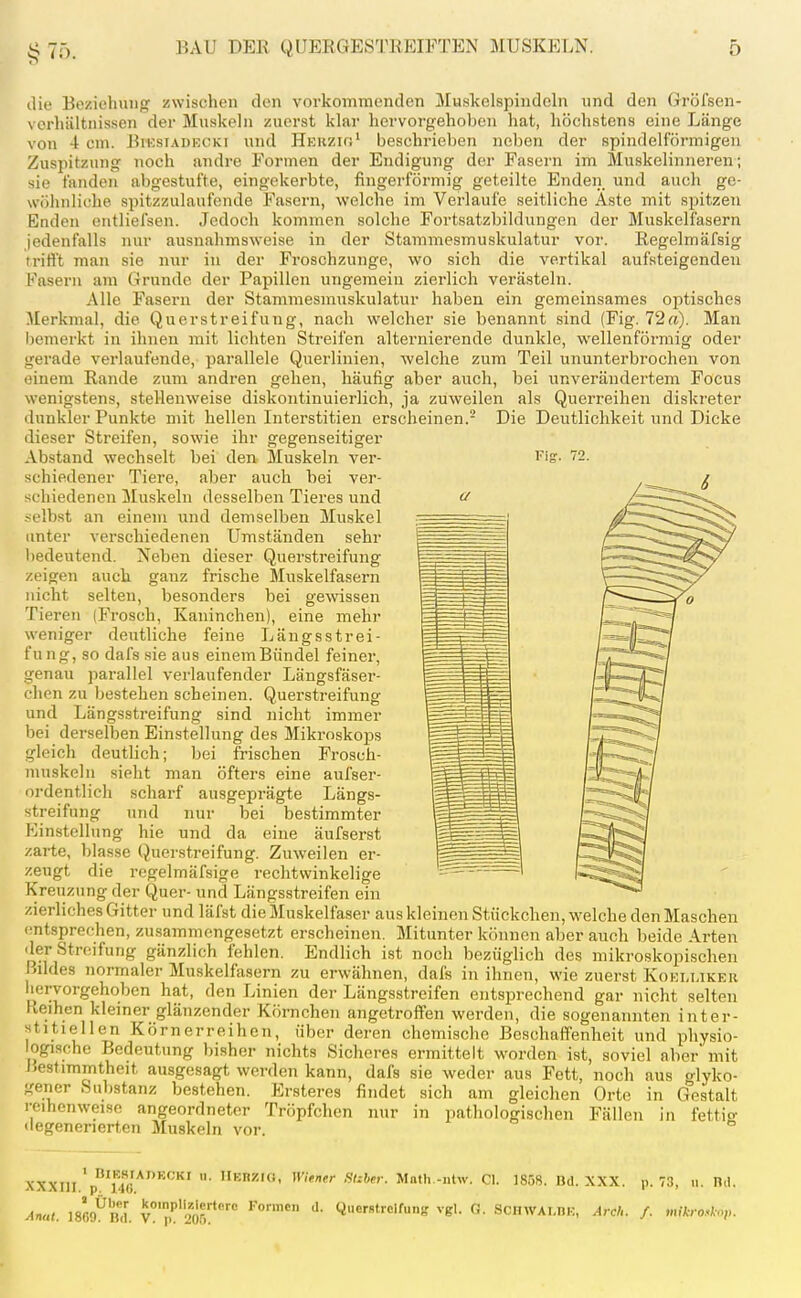 §75. die Beziehung: zwischen den vorkoinraenden Muskelspindcln und den Gröfsen- vcrhiiltiiissen der Muskeln zuerst klar hervorgehoben hat, höchstens eine Länge von 4 cm. Biksiadeoki und HKRZif.^ beschrieben neben der spindelförmigen Zuspitzung noch andre Formen der Endigung der Fasern im Muskelinneren; sie fanden abgestufte, eingekerbte, fingerförmig geteilte Enden und auch ge- wöhnliche spitzzulaufende Fasern, welche im Verlaufe seitliche Aste mit spitzen Enden entliefsen. Jedoch kommen solche Fortsatzbildungen der Muskelfasern jedenfalls nur ausnahmsweise in der Stammesmuskulatur vor. Regelmäfsig rrirt't man sie nur in der Froschzunge, wo sich die vertikal aufsteigenden Fasern am Grunde der Papillen ungemein zierlich verästeln. Alle Fasern der Stammesmuskulatur haben ein gemeinsames optisches Merkmal, die Querstreifung, nach welcher sie benannt sind (Fig. 72a). Man l)emerkt in ihnen mit lichten Streifen alternierende dunkle, wellenföi-mig oder gerade verlaufende, parallele Querlinien, welche zum Teil ununterbrochen von einem Rande zum andren gehen, häufig aber auch, bei unverändertem Focus wenigstens, stellenweise diskontinuierlich, ja zuweilen als Querreihen diskreter dunkler Punkte mit hellen Interstitien erscheinen.- Die Deutlichkeit und Dicke dieser Streifen, sowie ihr gegenseitiger Abstand wechselt bei den Muskeln ver- i'ig- 72. schiedener Tiere, aber auch bei ver- schiedenen Muskeln desselben Tieres und selbst an einem und demselben Muskel unter verschiedenen Umständen sehr bedeutend. Neben dieser Querstreifung zeigen auch ganz frische Muskelfasern nicht selten, besonders bei gewissen Tieren (Frosch, Kaninchen), eine mehr weniger deutliche feine Längsstrei- fung, so dafs sie aus einem Bündel feiner, genau parallel verlaufender Längsfäser- chen zu bestehen scheinen. Querstreifung und Längsstreifung sind nicht immer bei derselben Einstellung des Mikroskops gleich deutHch; bei frischen Frosch- niuskeln sieht man öfters eine aufser- ordentlich scharf ausgeprägte Längs- streifung und nur bei bestimmter P]instellung hie und da eine äufserst zarte, blasse Querstreifung. Zuweilen er- zengt die regelmäfsige rechtwinkelige Kreuzung der Quer- und Längsstreifen ein zierliches Gitter und läfst die Muskelfaser aus kleinen Stückchen, welche den Maschen entsprechen, zusammengesetzt erscheinen. Mitunter können aber auch beide Arten der Stniifung gänzlich fehlen. Endlich ist noch bezüglich des mikroskopischen Bildes normaler Muskelfasern zu erwähnen, dafs in ihnen, wie zuerst Kokm.iker hervorgehoben hat, den Linien der Längsstreifen entsprechend gar nicht selten Reihen kleiner glänzender Körnchen angetroffen werden, die sogenannten inter- stitiellen Körnerreihen, über deren chemische Beschaffenheit und physio- logische Bedeutung bisher nichts Sicheres ermittelt worden ist, soviel aber mit JJesti '■'^--•-^ - . ^ ■ , „ . , _ ' gener immtheit ausgesagt werden kann, dafs sie weder aus Fett, noch aus glyko- T Substanz bestehen. Ersteres findet sich am gleichen Orte in Gestalt reihenweise angeordneter Tröpfchen nur in pathologischen Fällen in fettig degenenerten Muskeln vor. XXXni.'p^Tfß*''''*' ■ Moth -ntw. Cl. 1858. Bd. XXX. p. 73, n. n,l. Anal. ISOO^n.f. v'''''?!!*'''' ''°™'' ''• Q«'''''''''» vgl. G. SCHWAI.nK, Arch. f. ».«ro.*.,..