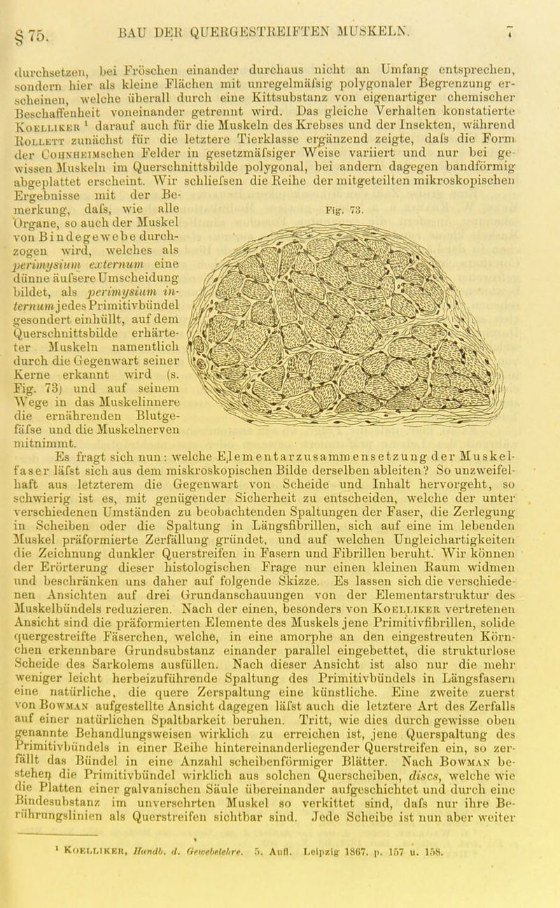 tlurchsetzeu, bei Fröschen einander durchaus nicht an Umfanp entsprechen, sondern hier als kleine Flächen mit unregelmäl'sig- polygonaler Begrenzung er- scheinen, welche überall durch eine Kittsubstanz von eigenartiger chemischer Beschaffenheit voneinander getrennt wird. Das gleiche Verhalten konstatierte KoELi.iKEK ' darauf auch für die Muskeln des Krebses und der Insekten, während RoLLETT zunächst für die letztere Tierklasse ergänzend zeigte, dals die Form der CoHXHEiMscheu Felder in gesetzmäfsiger Weise variiert und nur bei ge- wissen Muskeln im Querschnittsbilde polygonal, bei andern dagegen bandförmig abgeplattet erscheint. Wir schliefsen die Reihe der mitgeteilten mikroskopischen Ergebnisse mit der Be- merkung, dal's, wie alle Fig. 73. 'Organe, so auch der Muskel von B i n d e g e w e b e durch- zogen wird, welches als 2)enmysium extenium eine dünne äufsereUmscheidung bildet, als Perimysium iii- tenium jedes Priraitivbündel gesondert einhüllt, auf dem Querschnittsbilde erhärte- ter - Muskeln namentlich durch die Gegenwart seiner Kerne erkannt wird (s. Fig. 73) und auf seinem Wege in das Muskelinnere die ernährenden Blutge- fäfse und die Muskelnerven mitnimmt. Es fragt sich nun: welche Ejlementarzusammensetzuug der Muskel- faser läfst sich aus dem miskroskopischen Bilde derselben ableiten? So unzweifel- haft aus letzterem die Gegenwart von Scheide und Inhalt hervorgeht, so schwierig ist es, mit genügender Sicherheit zu entscheiden, welche der unter verschiedenen Umständen zu beobachtenden Spaltungen der Faser, die Zerlegung in Scheiben oder die Spaltung in Längsfibrillen, sich auf eine im lebenden Muskel präformierte Zerfällung gründet, und auf welchen Ungleichartigkeiten die Zeichnung dunkler Querstreifen in Fasern und Fibrillen beruht. Wir können der Erörterung dieser histologischen Frage nur einen kleinen Raum widmen und beschränken uns daher auf folgende Skizze. Es lassen sich die verschiede- nen Ansichten auf drei Grundanschauungen von der Elementarstruktur des Muskelbündels reduzieren. Nach der einen, besonders von Koelmker vertretenen Ansicht sind die präformierteu Elemente des Muskels jene Primitivfibrillen, solide quergestreifte Fäserchen, welche, in eine amorphe an den eingestreuten Körn- chen erkennbare Grundsubstanz einander parallel eingebettet, die strukturlose Scheide des Sarkolems ausfüllen. Nach dieser Ansicht ist also nur die mehr weniger leicht herbeizuführende Spaltung des Primitivbündels in Längsfasern eine natürliche, die quere Zerspaltung eine künstliche. Eine zweite zuerst von BowMAN aufgestellte Ansicht dagegen läfst auch die letztere Art des Zerfalls auf einer natürlichen Spaltbarkeit beruhen. Tritt, wie dies durch gewisse oben genannte Behandlungsweisen wirklich zu erreichen ist, jene Querspaltung des Primitivbündels in einer Reihe hintereinanderliegcnder Querstreifen ein, so zer- fällt das Bündel in eine Anzahl scheibenförmiger Blätter. Nach Bowman be- stehei) die Priinitivbündcl wirklich aus solchen Querscheiben, dincs, welche wie die Platten einer galvanischen Säule übereinander aufgeschichtet und durch eine Bindesnhstanz im unversehrten Muskel so verkittet sind, dafs nur ihre Bo- rührungslinien als Querstreifen sichtbar sind. Jede Scheibe ist nun aber weiter > KoELLIKER, Handb, (L GewebMehro, 5. Aufl. Leipzig 18G7. p, 157 u. Iö8.