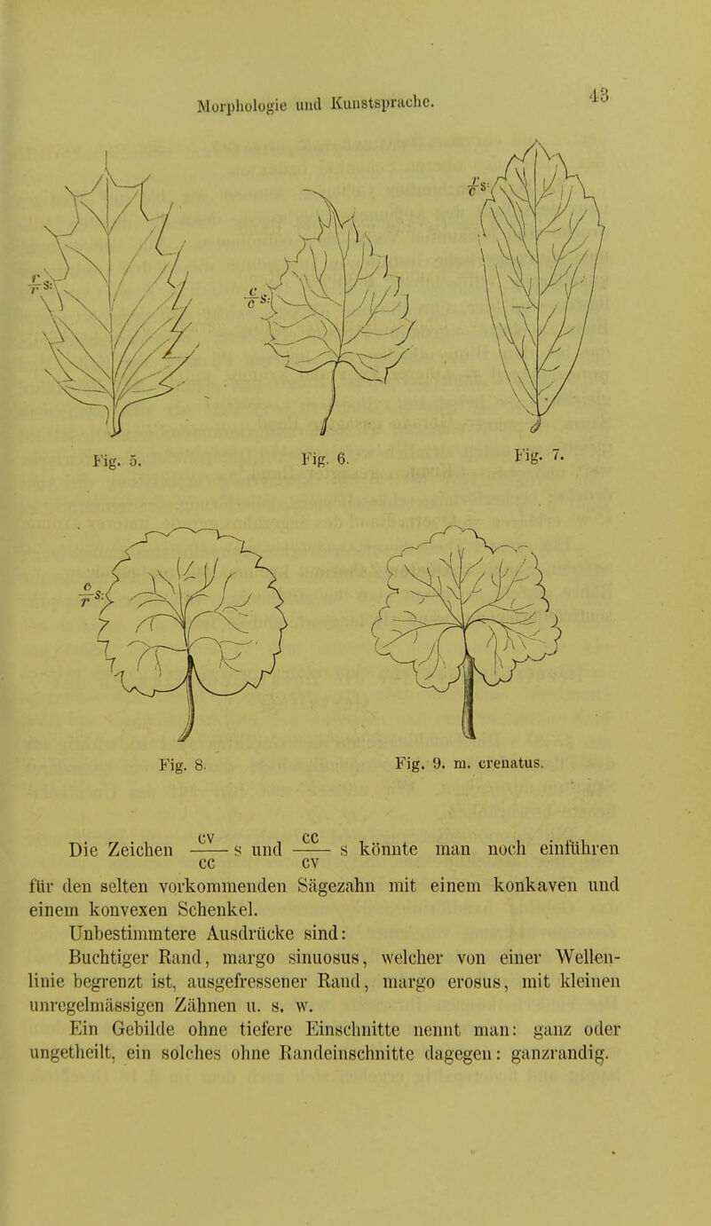 Fig. 8. Fig. 9. m. crenatus. Die Zeichen s und s könnte man noch einführen cc cv für den selten vorkommenden Sägezahn mit einem konkaven und einem konvexen Schenkel. Unbestimmtere Ausdrücke sind: Buchtiger Rand, margo sinuosus, welcher von einer Wellen- linie begrenzt ist, ausgefressener Rand, margo erosus, mit kleinen unregelmässigen Zähnen u. s. w. Ein Gebilde ohne tiefere Einschnitte nennt man: ganz oder ungetheilt, ein solches ohne Randeinschnitte dagegen: ganzrandij^.