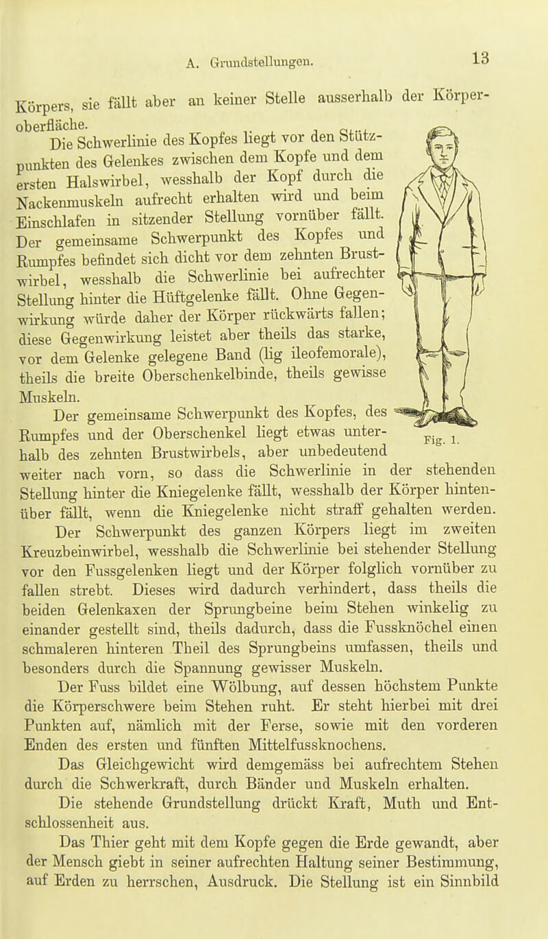 Körpers, sie fällt aber an keiner Stelle ausserhalb der Körper- oberfläche. „ , j ai-i. Die Schwerlinie des Kopfes hegt vor den btutz- punkten des Gelenkes zwischen dem Kopfe und dem ersten Halswirbel, wesshalb der Kopf durch die Nackenmuskeln aufrecht erhalten wii'd und beim Einschlafen in sitzender Stellung vornüber fällt. Der gemeinsame Schwerpunkt des Kopfes und Riunpfes befindet sich dicht vor dem zehnten Brust- wirbel, wesshalb die SchwerHnie bei aufrechter SteUung hinter die Hüftgelenke fällt. Ohne Gegen- wirkung würde daher der Körper rückwärts fallen; diese Gegenwirkung leistet aber theils das starke, vor dem Gelenke gelegene Band (lig ileofemorale), theils die breite Oberschenkelbinde, theils gewisse Muskeln. Der gemeinsame Schwerpunkt des Kopfes, des Rumpfes und der Oberschenkel hegt etwas unter- halb des zehnten Brustwirbels, aber unbedeutend weiter nach vorn, so dass die Schwerlinie in der stehenden Stellung hinter die Kniegelenke fällt, wesshalb der Körper hinten- über fällt, wenn die Kniegelenke nicht straff gehalten werden. Der Schwerpunkt des ganzen Körpers liegt im zweiten Kreuzbeinwirbel, wesshalb die Schwerlinie bei stehender Stellung vor den Fussgelenken liegt und der Körper folglich vornüber zu fallen strebt. Dieses wird dadurch verhindert, dass theils die beiden Gelenkaxen der Sprungbeine beim Stehen winkelig zu einander gestellt sind, theils dadurch, dass die Fussknöchel einen schmaleren hinteren Theil des Sprungbeins umfassen, theils und besonders durch die Spannung gewisser Muskeln. Der Fuss büdet eine Wölbung, auf dessen höchstem Punkte die Körperschwere beim Stehen ruht. Er steht hierbei mit drei Punkten auf, nämlich mit der Ferse, sowie mit den vorderen Enden des ersten und fünften Mittelfussknochens. Das Gleichgewicht wird demgemäss bei aufrechtem Stehen durch die Schwerkraft, durch Bänder und Muskeln erhalten. Die stehende Grundstellung drückt Kraft, Muth und Ent- schlossenheit aus. Das Thier geht mit dem Kopfe gegen die Erde gewandt, aber der Mensch giebt in seiner aufrechten Haltung seiner Bestimmung, auf Erden zu herrschen, Ausdruck. Die Stellung ist ein Sinnbild