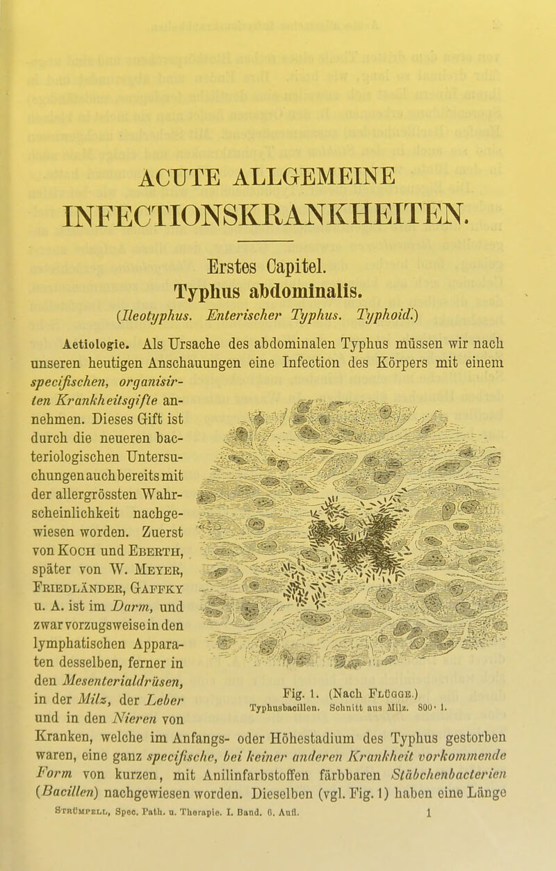 ACUTE ALLGEMEINE INFECTIONSKRANKHEITEN. Erstes Capitel. Typhus abdominalis. {Ileotyphus. Enterischer Typhus. Typhoid.) Aetiologie. Als Ursache des abdominalen Typhus müssen wir nach unseren heutigen Anschauungen eine Infection des Körpers mit einem specifischen, organisir- len Krankheitsgifle an- nehmen. Dieses Gift ist durch die neueren bac- teriologischen Untersu- chungen auchbereits mit der allergrössten Wahr- scheinlichkeit nachge- wiesen worden. Zuerst von Koch und Eberth, später von W. Meyer, Eriedländer, Gaffky u. A. ist im Darm, und zwar vorzugsweise in den lymphatischen Appara- ten desselben, ferner in den Mesentcrialdrüsen, in der Müs, der Leber und in den Nieren von Kranken, welche im Anfangs- oder Höhestadium des Typhus gestorben waren, eine ganz specijische, bei keiner anderen Krankheit vorkommendo Form von kurzen, mit Anilinfarbstoffen färbbaren Stäbchenbacterien {Bacillen) nachgewiesen worden. Dieselben (vgl. Fig. 1) haben eine Länge Strümpell, Spoc. Path. u. Therapie. I. Band. 0. Aull. 1 Fig. 1. (Nach Flügge.)