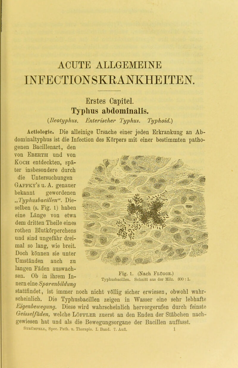 ACUTE ALLGEMEINE INFECTION S KRANKHEITEN. Erstes Capitel. Typhus abdominalis. (Ileotyphus. Enterischer Typhus. Typhoid.) Aetiologie. Die alleinige Ursache einer jeden Erkrankung an Ab- dominaltyphus ist die Infection des Körpers mit einer bestimmten patho- genen Bacillenart, den von Eberth und von Koch entdeckten, spä- ter insbesondere durch die Untersuchungen Gaffky’s u. A. genauer bekannt gewordenen „Typhusbacillen“. Die- selben (s. Fig. 1) haben eine Länge von etwa dem dritten Theile eines rothen Blutkörperchens und sind ungefähr drei- mal so lang, wie breit. Doch können sie unter Umständen auch zu langen Fäden auswach- sen. Ob in ihrem In- nern eine Sporenbildung stattfindet, ist immer noch nicht völlig sicher erwiesen, obwohl wahr- scheinlich. Die Typhusbacillen zeigen in Wasser eine sehr lebhafte Eigenbewegung. Diese wird wahrscheinlich hervorgerufen durch feinste Geisselfdden, welche Löffler zuerst an den Enden der Stäbchen nach- gewiesen hat und als die Bewegungsorgane der Bacillen auffasst. Strümpell, Spec. Path. u. Therapie. I. Band. 7. Aull. 1 Fig. 1. (Nach Flügge.) Typhusbacillon. Schnitt aus der Milz. 800 :1.