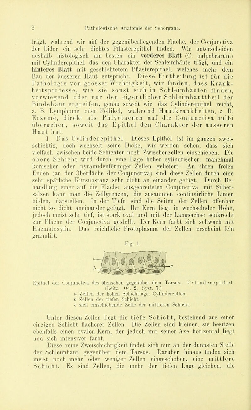 trägt, während wir auf der gegenüberliegenden FJäche, der Conjunctiva der Lider ein sehr dichtes Pflasterepithel finden. Wir unterscheiden deshalb histologisch am besten ein vorderes Blatt (C. palpebrarum) mit Cylinderepithel, das den Charakter der Schleimhäute trägt, und ein liinteres Blatt mit geschichtetem Ptlasterepithel, welches mehr dem Bau der äusseren Haut entspricht. Diese Eintheilung ist für die Pathologie von grosser Wichtigkeit, wir finden, dass Krank- heitsprocesse, wie sie sonst sich in Schleimhäuten finden, vorwiegend oder nur den eigentlichen Schleimhauttheil der Bindehaut ergreifen, genau soweit wie das Cylinderepithel reicht, z. B. Lymphome oder Follikel, während Hautkrankheiten, z. B. Eczeme, direkt als Phlyctaenen auf die Conjunctiva bulbi übergehen, soweit das Epithel den Charakter der äusseren Haut hat. 1. Das Cylinderepithel. Dieses Epithel ist im ganzen zwei- schichtig, doch wechselt seine Dicke, wir werden sehen, dass sich vielfach zwischen beide Schichten noch Zwischenzellen einschieben. Die obere Schicht wird durch eine Lage hoher cylindrischer, manchmal konischer oder pyramidenförmiger Zellen geliefert. An ihren freien Enden (an der Oberfläche der Conjunctiva) sind diese Zellen durch eine sehr spärliche Kittsubstanz sehr dicht an einander gefügt. Durch Be- handlung einer auf die Fläche ausgebreiteten Conjunctiva mit Silber- salzen kann man die Zellgrenzen, die zusammen continnirliche Linien bilden, darstellen. In der Tiefe sind die Seiten der Zellen offenbar nicht so dicht aneinander gefügt. Ihr Kern liegt in wechselnder Höhe, jedoch meist sehr tief, ist stark oval und mit der Längsachse senkrecht zur Fläche der Conjunctiva gestellt. Der Kern färbt sich schwach mit Haeraatoxylin. Das reichliche Protoplasma der Zellen erscheint fein granulirt. Fig. 1. ■c Epithel der Conjunctiva des Menschen gegenüber dem Tarsus. Cylinderepithel. (Leitz. Oc. 2. Syst. 7.) a Zellen der hohen Schichtlage, Cylinderzellen. h Zellen der tiefen Schicht, c sich einschiebende Zelle der mittleren Schicht. Unter diesen Zellen liegt die tiefe Schicht, bestehend aus einer einzigen Schicht flacherer Zellen. Die Zellen sind kleiner, sie besitzen ebenfalls einen ovalen Kern, der jedoch mit seiner Axe horizontal liegt und sich intensiver färbt. Diese reine Zweischichtigkeit fiindet sich nur an der dünnsten Stelle der Schleimhaut gegenüber dem Tarsus. Darüber hinaus finden sich raeist noch mehr oder weniger Zellen eingeschoben, eine mittlere Schicht. Es sind Zellen, die mehr der tiefen Lage gleichen, die