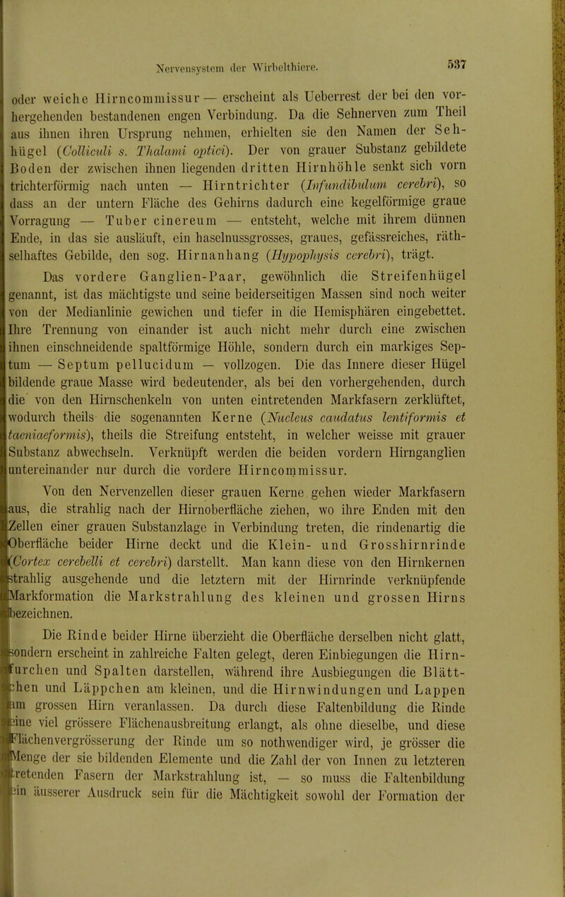 ] Nervensystem der Wirbelthiere. 537 ,i oder weiche Hirncommissur — erscheint als Ueberrest der bei den vor- I hergehenden bestandenen engen Verbindung. Da die Sehnerven zum Theil i; aus ihnen ihren Ursprung nehmen, erhielten sie den Namen der Seh- i liügel (Colliadi s. Thalami optici). Der von grauer Substanz gebildete Boden der zwischen ihnen liegenden dritten Hirnhöhle senkt sich vorn trichterförmig nach unten — Hirntrichter (Infundibulum cerebri), so dass an der untern Fläche des Gehirns dadurch eine kegelförmige graue Vorragung — Tuber cinereum — entsteht, welche mit ihrem dünnen Ende, in das sie ausläuft, ein haselnussgrosses, graues, gefässreiches, räth- selhaftes Gebilde, den sog. Hirnanhang (Hypophysis cerebri), trägt. Das vordere Ganglien-Paar, gewöhnlich die Streifenhügel genannt, ist das mächtigste und seine beiderseitigen Massen sind noch weiter von der Medianlinie gewichen und tiefer in die Hemisphären eingebettet. Ihre Trennung von einander ist auch nicht mehr durch eine zwischen ihnen einschneidende spaltförmige Höhle, sondern durch ein markiges Sep- tum — Septum pellucidum — vollzogen. Die das Innere dieser Hügel bildende graue Masse wird bedeutender, als bei den vorhergehenden, durch die von den Hirnschenkeln von unten eintretenden Markfasern zerklüftet, wodurch theils die sogenannten Kerne (Niicleus caudatus lentiformis et taeniaeformis), theils die Streifung entsteht, in welcher weisse mit grauer Substanz abwechseln. Verknüpft werden die beiden vordem Hirnganglien untereinander nur durch die vordere Hirncommissur. Von den Nervenzellen dieser grauen Kerne gehen wieder Markfasern Äus, die strahlig nach der Hirnoberfläche ziehen, wo ihre Enden mit den Zellen einer grauen Substanzlage in Verbindung treten, die rindenartig die Oberfläche beider Hirne deckt und die Klein- und Grosshirnrinde mCortex cerehelli et cerebri) darstellt. Man kann diese von den Hirnkernen fctrahlig ausgehende und die letztern mit der Hirnrinde verknüpfende ■Markformation die Markstrahlung des kleinen und grossen Hirns ■bezeichnen. I Die Rinde beider Hirne überzieht die Oberfläche derselben nicht glatt, »ondern erscheint in zahlreiche Falten gelegt, deren Einbiegungen die Hirn- ■urchen und Spalten darstellen, während ihre Ausbiegungen die Blätt- ■ihen und Läppchen am kleinen, und die Hirnwindungen und Lappen mm grossen Hirn veranlassen. Da durch diese Faltenbildung die Rinde fcne viel grössere Flächenausbreitung erlangt, als ohne dieselbe, und diese ■FlUchenvergrösserung der Rinde um so nothwendiger wird, je grösser die Wenge der sie bildenden Elemente und die Zahl der von Innen zu letzteren tretenden Fasern der Markstrahlung ist, - so muss die Faltenbildung min äusserer Ausdruck sein für die Mächtigkeit sowohl der Formation der