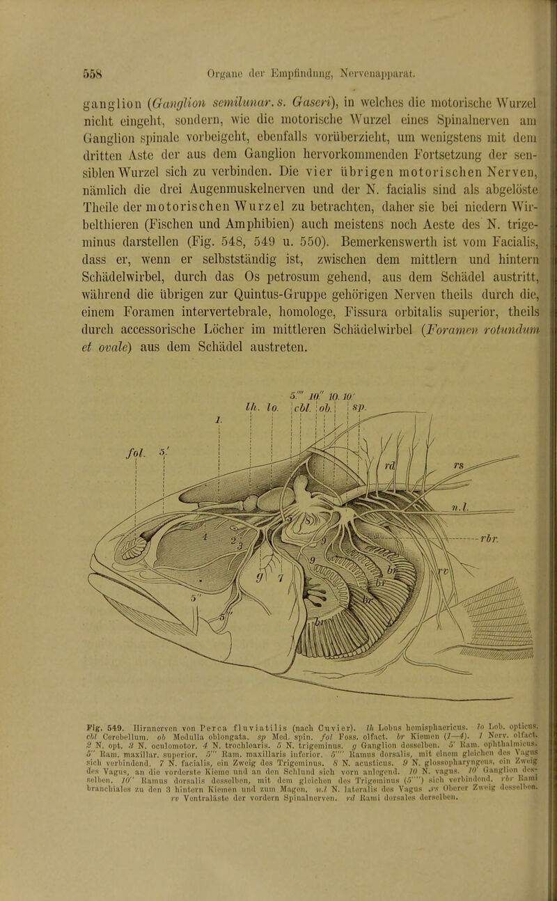 ganglion {Ganglion scmilimar.s. Gaseri), in welches die motorische Wurzel nicht eingeht, sondern, wie die motorische Wurzel eines Spinalnerven am Ganglion spinale vorbeigeht, ebenfalls vorüberzieht, um wenigstens mit dem dritten Aste der aus dem Ganglion hervorkommenden Fortsetzung der sen- siblen Wurzel sich zu verbinden. Die vier übrigen motorischen Nerven, nämlich die drei Augenmuskelnerven und der N. facialis sind als abgelöste Theile der motorischen Wurzel zu betrachten, daher sie bei niedern Wir- belthieren (Fischen und Amphibien) auch meistens noch Aeste des N, trige- minus darstellen (Fig. 548, 549 u. 550). Bemerkenswerth ist vom Facialis, dass er, wenn er selbstständig ist, zwischen dem mittlem und hintern Schädelwirbel, durch das Os petrosum gehend, aus dem Schädel austritt, während die übrigen zur Quintus-Gruppe gehörigen Nerven theils durch die. einem Foramen intervertebrale, homologe, Fissura orbitalis superior, theils durch accessorische Löcher im mittleren Schäuelwirbel {Foramen rotundmn et ovale) aus dem Schädel austreten. Fig. 549. nirnnervcn von Perca fluviatilis (nach Cuvior). Ih Lobus lioniispliaoricu.s. In l-oli. opiirn.«. Chi Corebpllum. oh Modulla olilongata. sp Med. spin. /o/ Foss. olfact. hr Kieuion (1—4). 1 N(>rv. olfact. S N. opt. !} N. ociiloiiiotor. 4 N. trochloari.s. N. trigoiiiinus. (/ Ganglion dossellion. Kam. oplitlialmicus. 5 Kam. maxillar. .supcrioi-, .V Rain, maxillarls infurior. .'> Üanuis dorsali-s, mit einem gluiclion dos Vagus .«lieh vorbindend. 7 N. facialis, ein Zweig des Trigominii.s. S N. acnsiicus. 0 N. glo.ssopliaryngeii.'s, oin Zweig if» Vagus, an die vordorstn Kiomo nnd an den Sclilund sich vorn anlogend. 10 N. vagiis. 10' Ganglion dos- selbon. 10 Kamus dnrsalis dossolbnn, mit, dem gloicliun des Trigominu.s (.<) .sich verbindend, rbi- }Um\ branchiales zu don 3 hintern Kiemen und zum Magen, v.l N. lateralis des Vagus .r.f Oborur Zweig desselben. rv Vontralilsto der vordem Spinalnerven, rd Kami dorsales derselben.