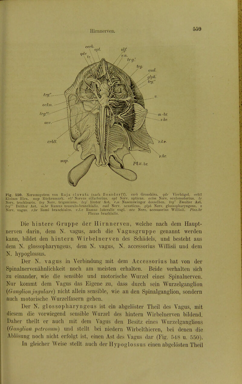 llininorven. Fig. 550. Norvonsystem von Kaja clavata (uaeli Bonsdorff), cerb Grosshirn, qdr Vifirhügel. ci-hll Kloines Hirn, msp Rückemnai-lc. nlf Nervus olfactorius. opt Nerv, opticus, oclm Nerv, oculomotoriiis. ir Norv. troclilearis. irfj Nerv, trigeminns. tn/' Erster Ast. r.n Nasonzwingor desselben, irg Zweiter Ast. trg' Dritter Ast. m.hr Kainns musculo-brancbialis. aud Nerv, acustieus. glpli Nerv, glossopliaryngeus. v Nerv, vagiis. r.br Rami braiicliialss. r.l.v Ramus lat(M-alis vagi. acc Nerv, accossorius Willisii. Plex.hr Plexus brachialis. Die hintere Gruppe der Hirnnerven, welche nach dem Haupt- nerven darin, dem N. vagus, auch die Vagusgruppe genannt werden kann, bildet den hintern Wirbelnerven des Schädels, und besteht aus dem N. glossopharyngeus, dem N. vagus, N. accessorius Willisii und dem N. hypoglossus. Der N. vagus in Verbindung mit dem Accessorius hat von der Spinalnervenähnlichkeit noch am meisten erhalten. Beide verhalten sich zu einander, wie die sensible und motorische Wurzel eines Spinalnerven. Nur kommt dem Vagus das Eigene zu, dass durch sein Wurzelganglion {Ganglion jufjulare) nicht allein sensible, wie an den Spinalganglion, sondern auch motorische Wurzelfasern gehen. Der N. glossopharyngeus ist ein abgelöster Theil des Vagus, mit diesem die vorwiegend sensible Wurzel des hintern Wirbelnerven bildend. Daher theilt er auch mit dem Vagus den Besitz eines Wurzelganglions {ßamßion pctrosum) und stellt bei niedern Wirbelthicren, bei denen die Ablösung noch nicht erfolgt ist, einen Ast des Vagus dar (Fig. 548 u. 550). In gleicher Weise stellt auch der Hypoglossus einen abgelösten Theil