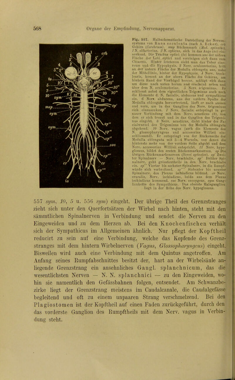 Fig. 557. Hulbschomalisclio DarKtellung des Norvon- syskm.s von Haiia Crfculeiita (nach A. Kcker). erb (iuliirii (Cei-ilinuii). msp KiUkeiiiriarU {Med. .spiiinlis). 7 N. olt'ai-toriu.s. N. opticuH, Kidi in das Au?« (of) t'iii- scnkiMiil. Die Tractus optici {loj kommen ans d.;r untiTn Flilcliu di'.r r.utii optici nnd vereinigen sich dann /.um Cliia.xiiia. Ilintor letzterem sielit man das Tnber (•iiie- reurn und die llypopbysis. :i Nerv, oculoniotorins, tritt an der untern Fläclio dur lledulla oblongita aus, nalie der Mittellini«, hinter der llypopliysis. / Nerv, troch- learis, kommt an der ehern Klächo d<« Uuhirns, am hintern Hand der Vierliügel hervor, scllägt «ich dann um dioso iiach unten herum und erscheint neben und über dem N. oculoniotorius. ,5 Nerv, tiigeminus. Kr scliliesst nobst dorn pigentlichoTi Trigoninus auch noch die Klonicnto d. N. facialis, ahducens und sympathicus ein. 0 NorT. ahducens, aus der vordem •Spalte der Medulla oblongata hervortretend, läuft er nach aussen und vorn, utn in das Ganglion des Nerv, trigeminus .'iich einzusenken. 7 Nerv, facialis, entspringt in ge- nauer Verbindung mit dem Nerv, acusticus (fi), von dorn er sich trennt und in das Ganglion des Trigemi- nus eingeht. 6' Nerv, acusticus, dicht hinter der Fa- cialwurzel des Trigeminus von der Medulla oblongata abgehend. JO Nerv, vagus (auch die Kiemente des N. glossopharyngeus und accessorius Willisii ein- schliessend). Er entspringt von der Ilückenseite der Medulla oblongata mit 3—4 Wurzeln, von denen die hinterste mehr von der vordem Seite abgeht und dem Nerv, accessorius Willisii entspricht. 12 Nerv, hypo- glossus, bildet den ersten Kückonmarksnerven. sp Die übrigen Kückenmarksnorvon (Nervi spinales), sp' Zwei- ter Spinalnerv — Nerv, hrachialis. sp Dritter .Spi- nalnerv, geht grösstentheils in den Nerv, hrachialis ein. sp' Vierter bis sechster Spinalnerv, in die Kumpf- vvände sich verhroitend. sp Siebenter bis neunter Spinalnerv, den Plexus ischiadicus bildend, er Nerv, cruralis, Nerv, ischiadicus, beide aus dem Plexus ischiadicus kommend, coc Nerv, coccygeus. si/m Gang- licnkette des Sympathicus. Das oberste Halsganglion liegt in der Höhe des Nerv, hypoglossus. 557 sym, 10, 5 u. 556 sym) eingeht. Der übrige Theil des Grenzstranges zieht sich unter den Querfortsätzen der Wirbel nach hinten, steht mit den sämmtlichen Spinalnerven in Verbindung und sendet die Nerven zu den Eingeweiden und zu dem Herzen ab. Bei den Knochenfischen verhält sich der Sympathicus im Allgemeinen ähnlich. Nur pflegt der Kopftheil reducirt zu sein auf eine Verbindung, welche das Kopfende des Grenz- stranges mit dem hintern Wirbelnerven (Vagus, Glossopharyngeus) eingeht. Bisweilen wird auch eine Verbindung mit dem Quintus angetroffen. Am Anfang seines Rumpfabschnittes besitzt der, hart an der Wirbelsäule an- liegende Grenzstrang ein ansehnliches Gangl. splanchnicum, das die wesentlichsten Nerven — N. N. splanchnici — zu den Eingeweiden, wo- hin sie namentlich den Gefässbahnen folgen, entsendet. Am Schwanzbe- zirke liegt der Grenzstrang meistens im Caudalcanale, die Caudalgefässe begleitend und oft zu einem unpaaren Strang verschmelzend. Bei den Plagiostomen ist der Kopftheil auf einen Faden zurückgeführt, durch den das vorderste Ganglion des Rumpftheils mit dem Nerv, vagus in Verbin- dung steht.