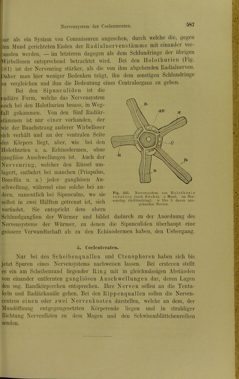 lur als ein System von Comniissuren angesehen, durch welche die, gegen len Mund gerichteten Enden der Iladialnervenstämme miteinander ver- )unden werden, — im letzteren dagegen als dem Schlundringe der übrigen Wirbellosen entsprechend betrachtet wird. Bei den llolothurien (Fig. 81) ist der Nervenring stärker, als die von ihm abgehenden Radialiierven. )aher man hier weniger Bedenken trägt, ihn dem sonstigen Schlundringe 5U vergleichen und ihm die Bedeutung eines Centraiorgans zu geben. Bei den Sipunculiden ist die adiäre Form, welche das Nervensystem loch bei den llolothurien besass, in Weg- all gekommen. Von den fünf Radiär- tämmen ist nur einer vorhanden, der ^vie der Bauchstrang anderer Wirbelloser ich verhält und an der ventralen Seite ies Körpers liegt, aber, wie bei den äolothurien u. a. Echinodermen, ohne gangliöse Anschwellungen ist. Auch der Nervenring, welcher den Rüssel um- lagert, entbehrt bei manchen (Priapulus, [Bonelha u. a.) jeder gangliösen An- schwellung, während eine solche bei an- !dern, namenthch bei Sipunculus, wo sie selbst in zwei Hälften getrennt ist, sich vorfindet. Sie entspricht dem obern Schlundganglion der Würmer und bildet dadurch zu der Anordnung des Nervensystems der Würmer, zu denen die Sipunculiden überhaupt eine grössere Verwandtschaft als zu den Echinodermen haben, den Uebergang. Fig. 581. Nörvoiisystem von Hololliuria tulmlosa (iiiicli Krohn). o Mund, an Ner- vunriug (Selilundring). n Diu 5 diivon aus- gehenden Nerven. 5. Coclenterateu. Nur bei den Scheibenquallen und Ctenophoren haben sich bis jetzt Spuren eines Nervensystems nachweisen lassen. Bei ersteren stellt es ein am Scheibenrand liegender Ring mit in gleichmässigen Abständen von einander entfernten gangliösen Anschwellungen dar, deren Lagen den sog. Randkörperchen entsprechen. Ihre Nerven sollen an die Tenta- keln und Radiärkanäle gehen. Bei den Rippenquallen sollen die Nerven- centren einen oder zwei Nervenknoten darstellen, welche an dem, der Mundöffnung entgegengesetzten Körperende liegen und in strahligcr Richtung Nervenfäden zu dem Magen und den Schwinnnblättchenreihen senden.