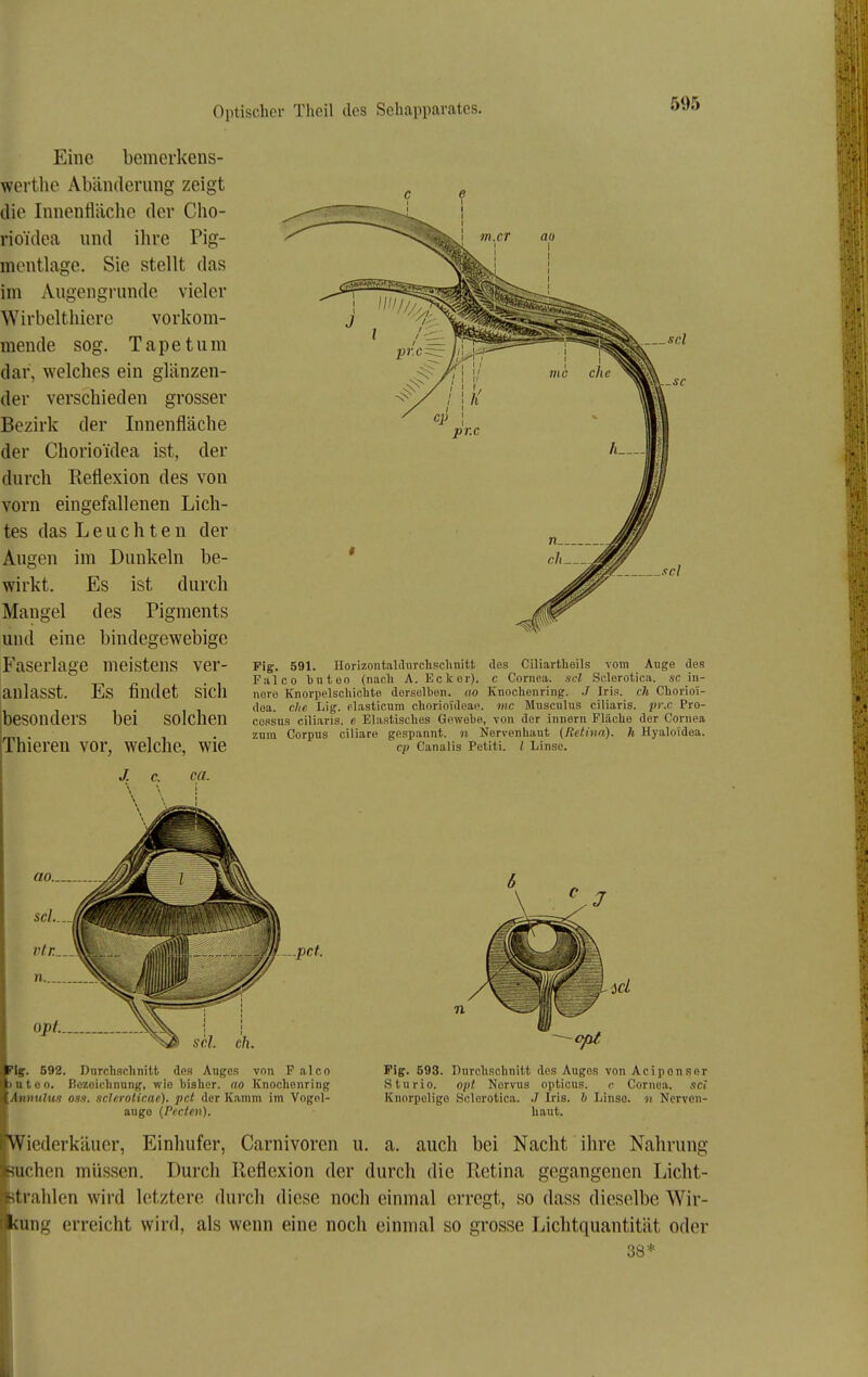 Eine bemerkens- wei'tlie Abänderung zeigt die Innenfläche der Cho- rioTdea und ihre Pig- mentlage. Sie stellt das im Augengi'unde vieler Wirbelthiere vorkom- mende sog. Tapetum dar, welches ein glänzen- der verschieden grosser Bezirk der Innenfläche der Chorioidea ist, der durch Reflexion des von vorn eingefallenen Lich- tes das Leuchten der Augen im Dunkeln be- wirkt. Es ist durch Mangel des Pigments und eine bindegewebige Faserlage meistens ver- anlasst. Es findet sich [besonders bei solchen Thieren vor, welche, wie J. c. ca. Fig. 591. norizontaldnrchsclinitt des Ciliartheils vom Auge des Falco tut 00 (naoli A. Eckor). c Cornea, sei Sclerotica. sc in- noro KnorpelschifiMe dorselboTi. uo Knochenring. J Iris, t/t Chorioi- dea. che Lig. elasticum chorioideae. mc Musculus ciliaris. prx Pro- cessus ciliaris. e ElasUsches Gewebe, von der innern Flä,che der Cornea zum Corpus ciliare gespannt, n Nervenhaut (Retina), h Hyaloidea. cp Canalis Petiti. l Linse. -pct. sei. ch. 592. Durchschnitt dos Auges von Falco ■ 0 0. Bezeichnung, wie bisher, ao Knochenring ^ Aiiiiulits oss. scleroticae). pct der Kamm im Vogol- auge (Pecten). Fig. 593. Durchschnitt des Auges von Aciponser S t u r i 0. opt Nervus opticus. <• Cornea, sei Knorpelige Sclerotica. .7 Iris. & Linso. n Nervon- haut. auch bei Nacht ihre Nahrung Wiederkäuer, Einhufer, Carnivorcn u. a mchen müssen. Durch Reflexion der durch die Retina gegangenen Licht- jtrahlen wird letztere durch diese noch einmal erregt, so dass dieselbe Wir- mng erreicht wird, als wenn eine noch einmal so grosse Liclitquantität oder 38*